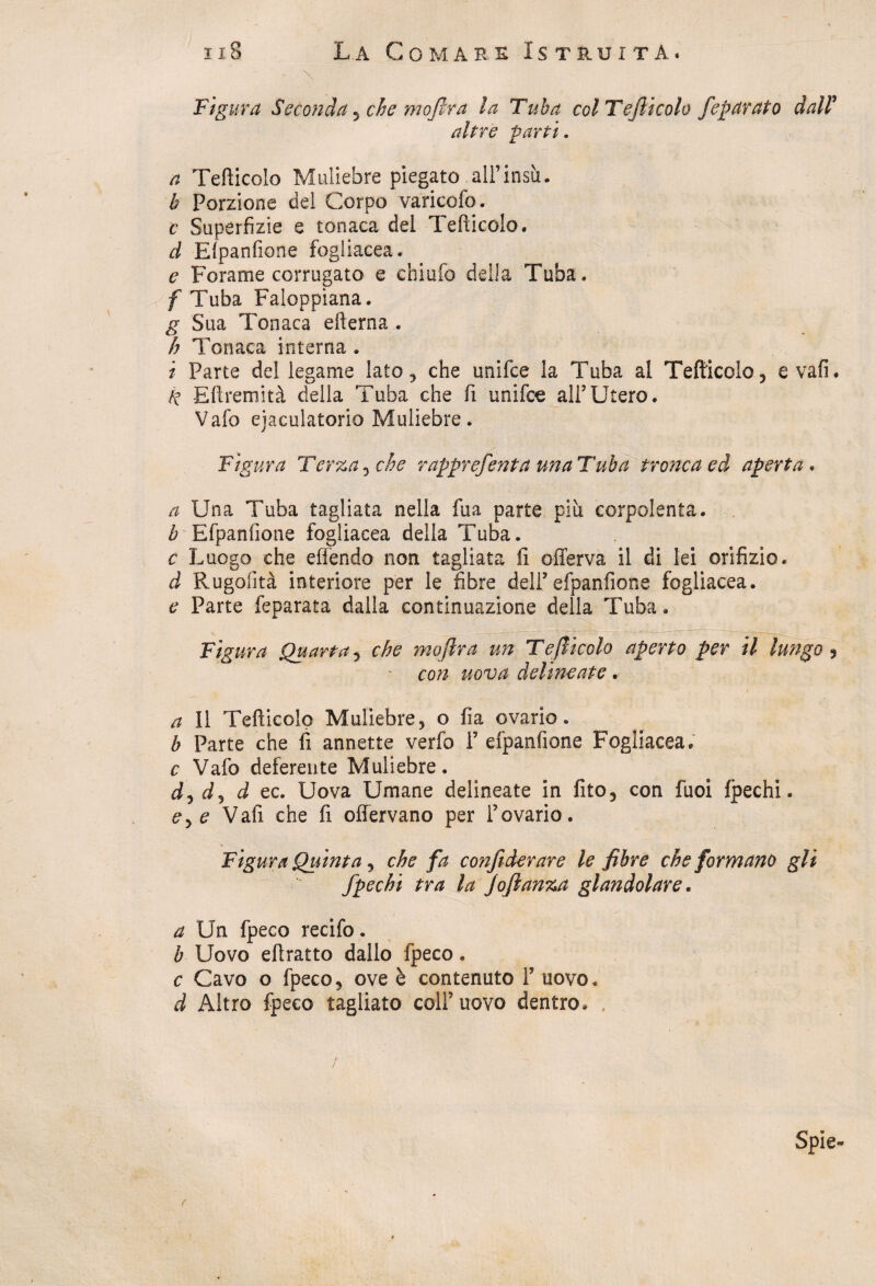 \ Figura Seconda , che mofira la Tuba col Tefticolo feparato dalV altre parti. a Tefticolo Muliebre piegato ali’insù. b Porzione del Corpo varicelo. e Superfizie e tonaca del Tefticolo. d Efpanfione fogliacea. e Forame corrugato e chiufo della Tuba. f Tuba Faloppiana. g Sua Tonaca efterna . b Tonaca interna . i Parte del legame lato, che unifee la Tuba al Tefticolo, evali. k Eftremità della Tuba che fi unifee all’Utero. Vafo ejaculatorio Muliebre. Figura Terza , che rapprefenta un a Tuba tronca ed aperta. a Una Tuba tagliata nella fua parte più corpolenta. b Efpanfione fogliacea della Tuba. c Luogo che effendo non tagliata fi offerva il di lei orifizio. d Rugolità interiore per le fibre deli’efpanfione fogliacea. e Parte feparata dalla continuazione della Tuba. Figura Quarta, che mofir a un Tefticolo aperto per il lungo ? con uova delineate. a II Tefticolo Muliebre, o fi a ovario. b Parte che fi annette verfo 1’ efpanfione Fogliacea. c Vafo deferente Muliebre. d ec. Uova Umane delineate in fito, con fuoi fpechi. e> e Vafi che fi offervano per Tovario. Figura Quinta, che fa confi derare le fibre che formano gli fpechi tra la Joftanza glandolare. a Un fpeco recifo. b Uovo eftratto dallo fpeco. c Cavo o fpeco, ove è contenuto 1’ uovo. d Altro fpeco tagliato colf uovo dentro.