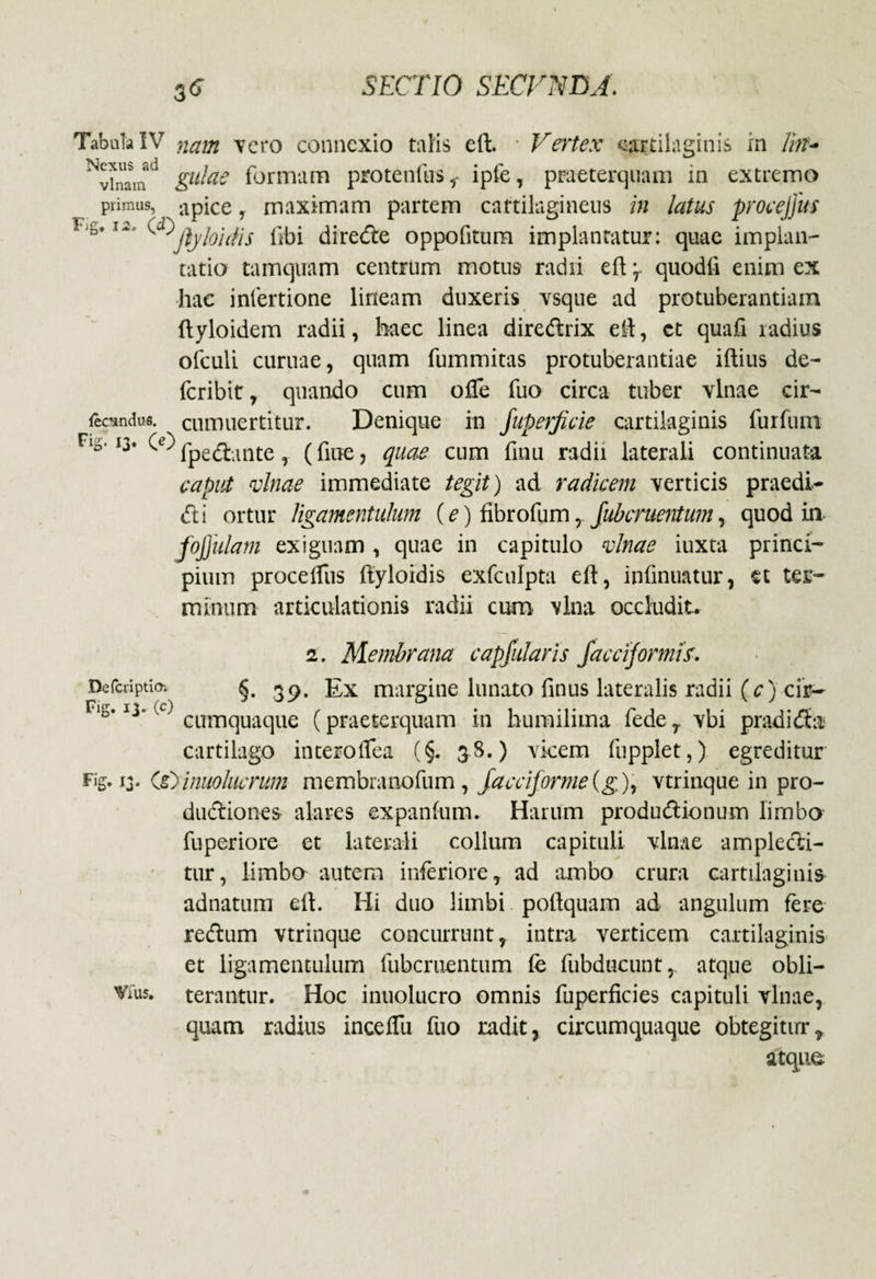 Tabula !V nam vero connexio talis eft. • Vertex cartilaginis in NviMm S^ae formam protenfus i ipfe, praeterquam in extremo primus, ^ apice, maximam partem cartilagineus in latus procejjus ' b'I*' '' ^jljlohtis libi direcfte oppofitum implantatur: quae implan¬ tatio tamquam centrum motus radii eft -r quodfi enim ex •hac inlertione lineam duxeris vsque ad protuberandam ftyloidem radii, baec linea diredrix eft, et quafi radius ofculi curuae, quam fummitas protuberandae iftius de- feribit, quando cum ofte dio circa tuber vlnae cir- lecundue. cumuertitur. Denique in Juperficie cartilaginis furdim r,i' ‘3' ^ fpeftante r (fine, quae cum linu radii laterali continuata caput vlnae immediate tegit) ad radicem verticis praedi* <Tti ortur ligamentulum (e) dbrodim, Jubcnientum, quod in fojjulam exiguam , quae in capitulo vlnae iuxta princi¬ pium procelfus ftyloidis exfculpta eft, indnuatur, et ter¬ minum articulationis radii cum vina occludit- .Defcriptich Fig. 13- (c) Fig- Ij• Vius. 2. Membrana capjularis jaccijormis. §. 39. Ex margine lunato dnus lateralis radii (c) cir¬ cumquaque (praeterquam in humiliina fedeT vbi pradida cartilago interoflea (§. 38.) vicem dipplet,) egreditur (s>inuolucrum membranofum, Jacciforme (g;), vtrinque in pro- dudiones alares expandim. Harum produdionum limbo fuperiore et laterali collum capituli vlnae ampledi- tur, limbo autem inferiore, ad ambo crura cartilaginis adnatum eft. Hi duo limbi poftquam ad angulum fere redum vtrinque concurrunt, intra verticem cartilaginis et ligamentulum dibcruentum fe dibducunt,, atque obli- terantur. Hoc inuolucro omnis fuperficies capituli vlnae, quam radius incelTu dio radit, circumquaque obtegitur, atque