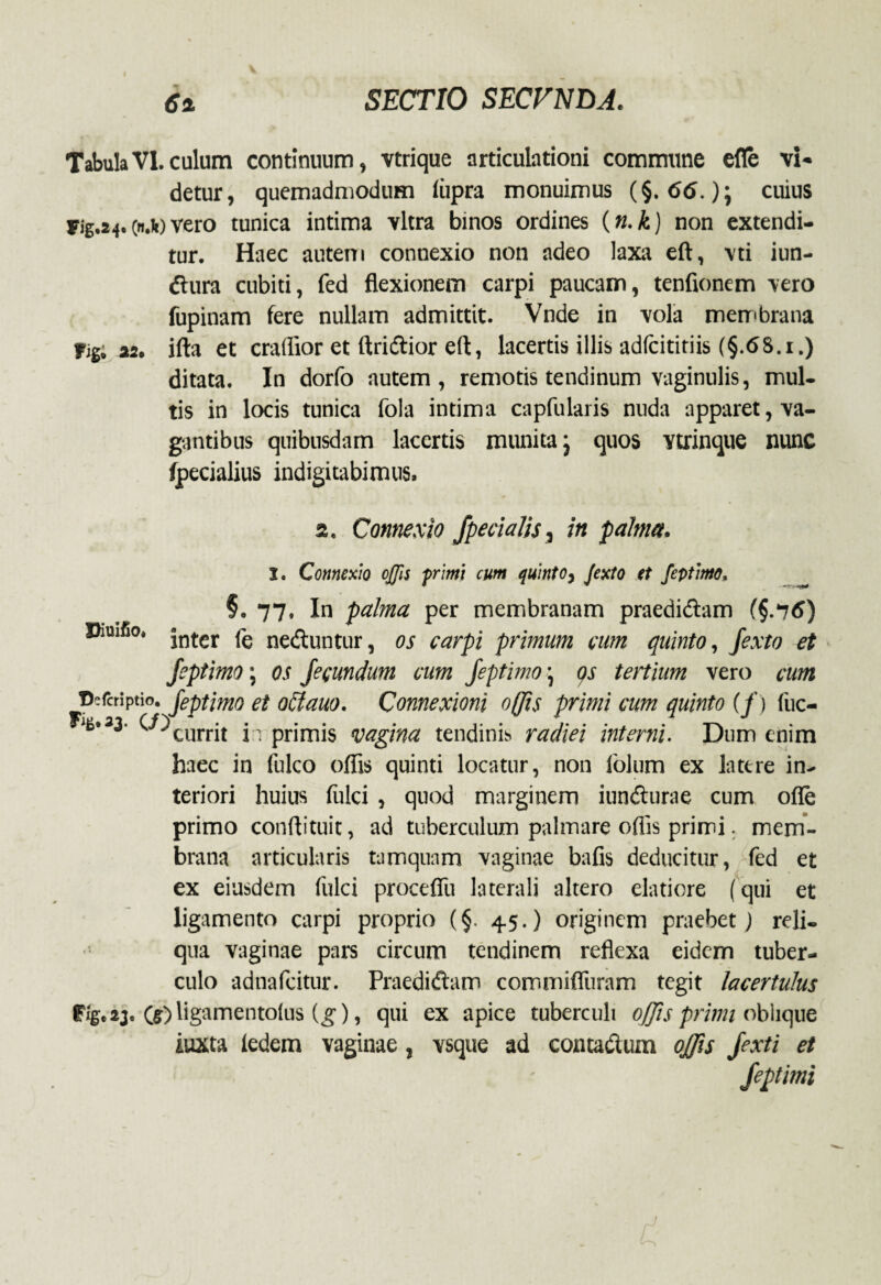 TabulaVI.culum continuum, vtrique articulationi commune efle vi¬ detur, quemadmodum fiipra monuimus (§. 66.); cuius Fig.24.vero tunica intima vitra binos ordines (n.k) non extendi¬ tur. Haec autem connexio non adeo laxa eft, vti iun- dura cubiti, fed flexionem carpi paucam, tenfionem vero fupinam fere nullam admittit. Vnde in vola membrana Fig; 22. ifta et craflior et ftridior eft, lacertis illis adlcititiis (§.<S8.1.) ditata. In dorfo autem, remotis tendinum vaginulis, mul¬ tis in locis tunica fola intima capfularis nuda apparet, va¬ gantibus quibusdam lacertis munita j quos vtrinque nunc fpecialius indigitabimus. 2. Connexio fpecialis, in palma. I. Connexio ojjis primi cum quinto, Jexto tt fcptimo. §. 77, In palma per membranam praedidam (§.7<?) Diuifio. jntcr jg neduntur, os carpi primum cum quinto, Jexto et Jeptimo; os fecundum cum feptimo \ os tertium vero cum Defcriptio. Jeptimo et ottauo. Connexioni offis primi cum quinto (f > fuc- ^•33' U)currjt j, primis pagina tendinis radiet interni. Dum enim haec in fulco oflis quinti locatur, non iblum ex lattre in¬ teriori huius fiilci , quod marginem iundurae cum ofle primo conftituit, ad tuberculum palmare oflis primi. mem¬ brana articularis tamquam vaginae bafis deducitur, fed et ex eiusdem fulci proceffu laterali altero elatiore (qui et ligamento carpi proprio (§. 45.) originem praebet; reli¬ qua vaginae pars circum tendinem reflexa eidem tuber¬ culo adtiafcitur. Praedidam commifliiram tegit lacertulus F%.2j. (5) ligamentolus (g), qui ex apice tuberculi offis primi oblique iuxta ledem vaginae, vsque ad contadum offis fexti et feptimi