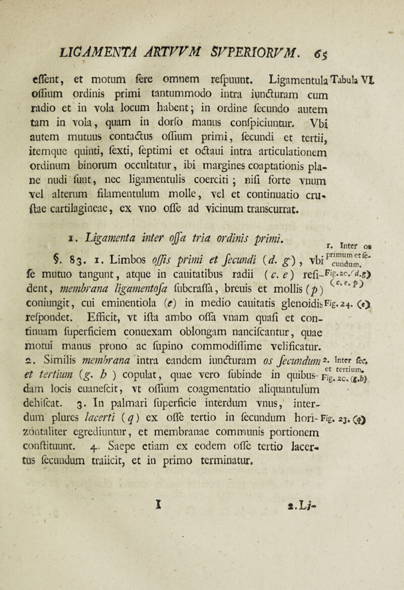 r J eflent, et motum fere omnem refpunnt. Ligamentula Tabula VI offium ordinis primi tantummodo intra iunduram cum radio et in vola locum habent; in ordine fecundo autem tam in vola, quam in dorlo manus confpiciuntur. Vbi autem mutuus contadus offium primi, fecundi et tertii, itemque quinti, fexti, feptimi et odaui intra articulationem ordinum binorum occultatur, ibi margines coaptationis pla¬ ne nudi funt, nec ligamentulis coerciti; nifi forte vnum vel alterum filamentulum molle, vel et continuatio cru- ftae cartilagineae, ex vno offe ad vicinum transcurrat. 'x i. Ligamenta inter offa tria ordinis primi. ° JJ 1 x. Ulter os §. 83. 1. Limbos offis primi et fecundi (d. g), vbip fe mutuo tangunt, atque in cauitatibus radii (c. e) refi~F’i'-2c^d-s) dent, membrana ligamentofa fubcraffa, breuis et mollis (p) coniungit, cui eminentiola (e) in medio cauitatis glenoidis F%. 24. (e) refpondet. Efficit, vt ifla ambo offit vnam quafi et con¬ tinuam fuperficiem conuexam oblongam nancifcantur, quae motui manus prono ac fupino commodiffime velificatur. 2. Similis membrana intra eandem iunduram os fecundum *• int fce. et tertium (g. b ) copulat, quae vero fubinde in quibus- dam locis euanefcit, vt offium coagmentatio aliquantulum dehifcat. 3. In palmari fuperficie interdum vnus, inter¬ dum plures lacerti (q) ex offe tertio in fecundum hori-Fig. 23.(55 zontaliter egrediuntur, et membranae communis portionem conftituunt. 4.. Saepe etiam ex eodem offe tertio lacer¬ tus fecundum traiicit, et in primo terminatur.