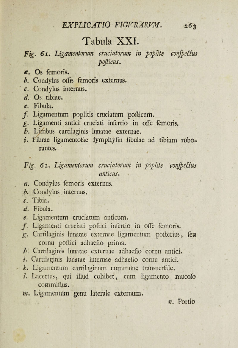 . EXPLICATIO FIGFRARVM. «6$ Tabula XXL Fig. 61. Ligamentorum cruciatorum in poplite conjpecius pofiicus. ci. Os femoris. b. Condylus offis femoris externus. c. Condylus internus. d. Os tibiae. e. Fibula. f. Ligamentum poplitis cruciatum pollicum. g. Ligamenti antici cruciati infertio in ofle femoris. h. Limbus cartilaginis lunatae externae. j. Fibrae ligamentolae fymphyfin fibulae ad tibiam robo¬ rantes. Fig. 6 2. Ligamentorum cruciatorum in poplite confpeffm anticus. a. Condylus femoris externus. b. Condylus internus. e. Tibia. d. Fibula. e. Ligamentum cruciatum anticum. f. Ligamenti cruciati pollici infertio in ofie femoris. g. Cartilaginis lunatae externae ligamentum potlerius, feu cornu pollici adhaefio prima. h. Cartilaginis lunatae externae adhaefio cornu antici. i. Cartilaginis lunatae internae adhaefio cornu antici.' ' k. Ligamentum cartilaginum commune transuerlale. /. Lacertus, qui illud cohibet, cum ligamento mucofo cotnmiftus. m. Ligamentum genu laterale externum, n. Portio