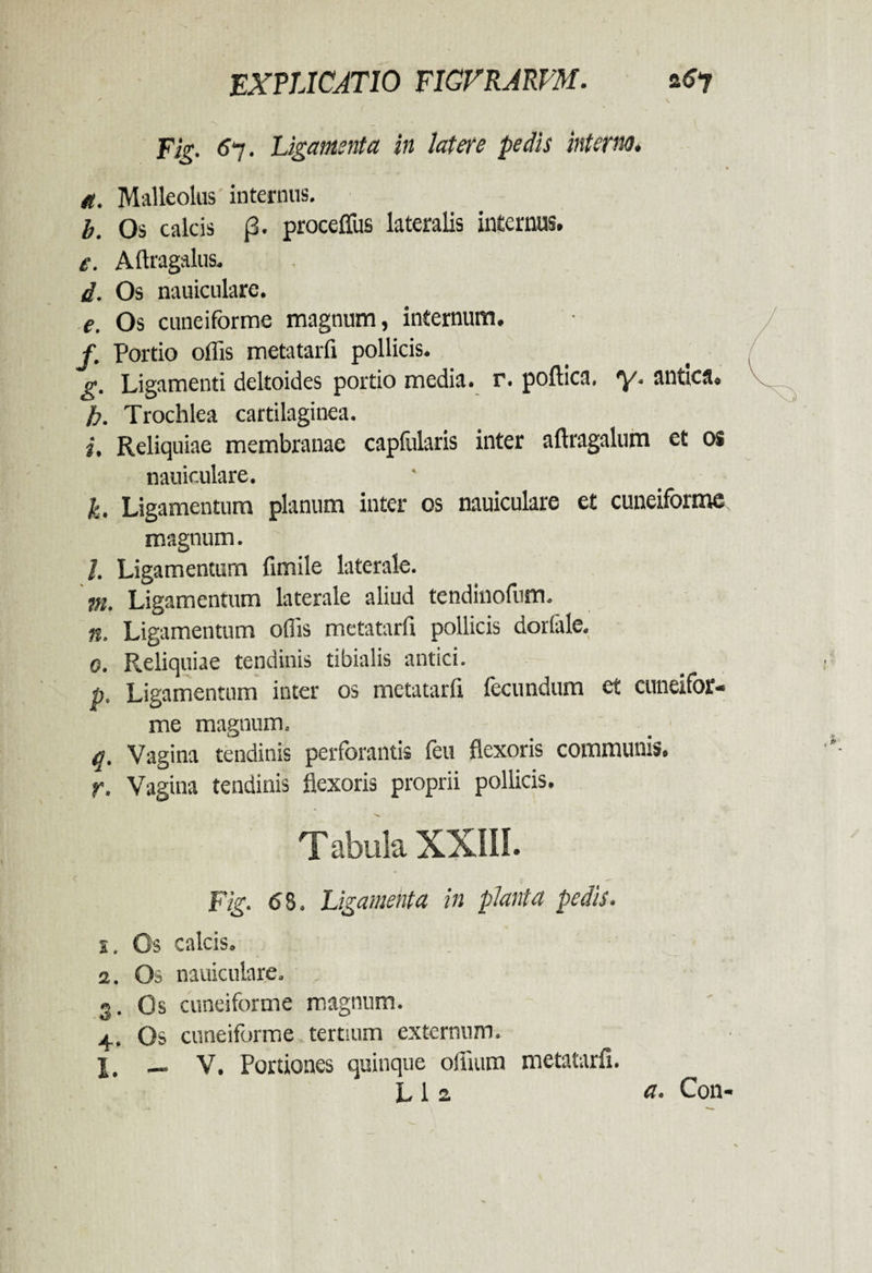 Eig. 67. Ligamenta in latere pedis interno. • 1 et. Malleolus internus. b. Os calcis (3. proceffus lateralis internus. e. Aftragalus. d. Os nauiculare. e. Os cuneiforme magnum, internum. f. Portio offis metatarfi pollicis. g. Ligamenti deltoides portio media, r. poftica, y. antica. h. Trochlea cartilaginea. i. Reliquiae membranae caplularis inter aftragalum et os nauiculare. k. Ligamentum planum inter os nauiculare et cuneiforme magnum. J. Ligamentum fimile laterale. m. Ligamentum laterale aliud tendinofum. n. Ligamentum offis metatarfi pollicis dorlale. 0. Reliquiae tendinis tibialis antici. |j. Ligamentum inter os metatarfi fecundum et cuneifor¬ me magnum. q. Vagina tendinis perforantis feu flexoris communis. r. Vagina tendinis flexoris proprii pollicis. Tabula XXIII. Fig. 6 S. Ligamenta in planta pedis. 1. Os calcis. 2. Os nauiculare. 3. Os cuneiforme magnum. 4. Os cuneiforme tertium externum. L _ V. Portiones quinque offium metatarfi. Lia a. Con-