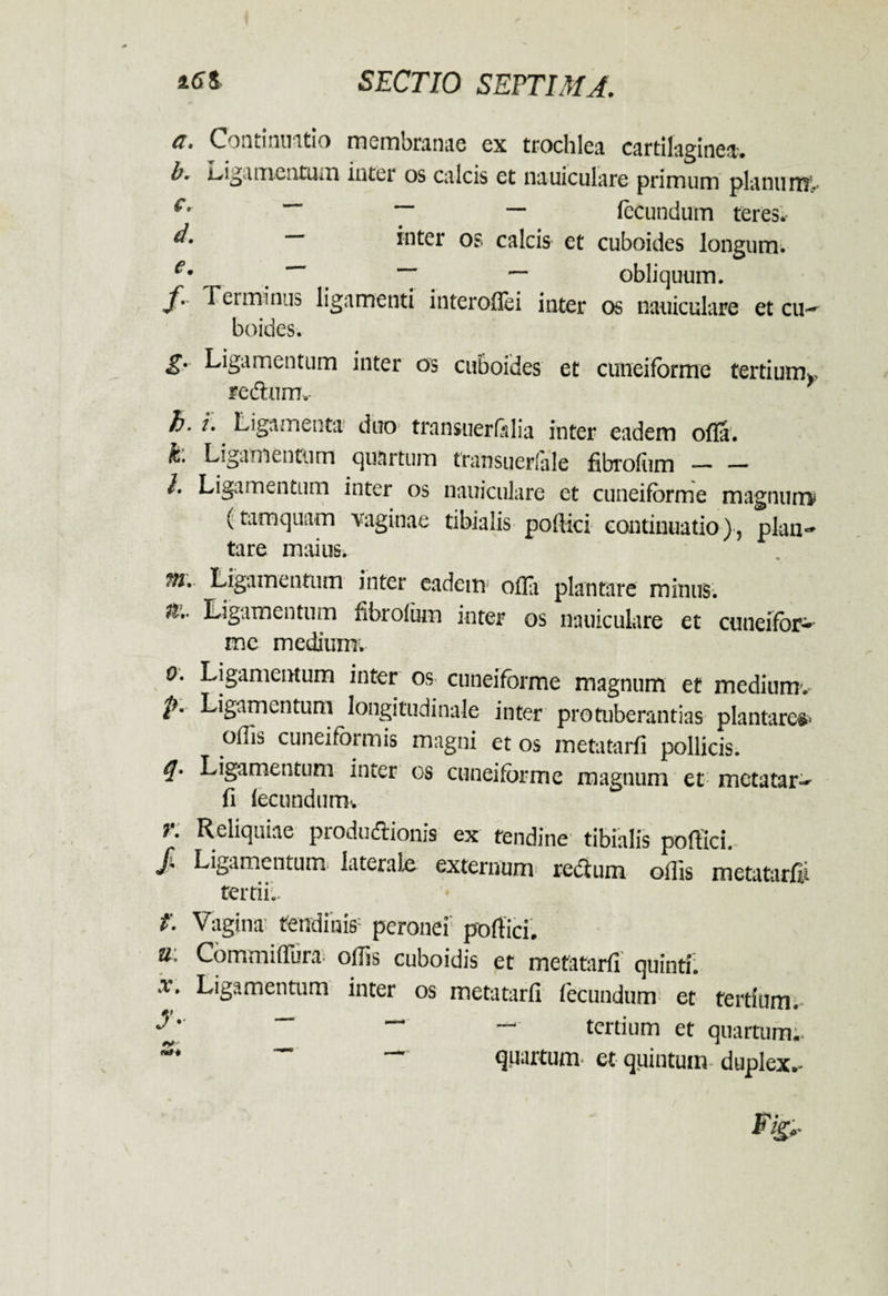 et, C intmuatio membranae ex trochlea cartilagineo,-* b. Ligamentum inter os calcis et nauiculare primum planum- €' ~~ ~ — fecundum teres. ““ *nter os calcis et cuboides longum. €' ~~ — obliquum. $• rerminus ligamenti interoflei inter os nauiculare et cu- boides. g. Ligamentum inter os cuboides et cuneiforme tertium^ redlum. h. i. Ligamenta duo transuerfalia inter eadem ofla. h. Ligamentum quartum transuerlale fibrofurn -— — /. Ligamentum inter os nauiculare et cuneiforme magnum* (tamquam vaginae tibialis poflici continuatio), plan¬ tare maius. wi. Ligamentum inter eadem ofla plantare mitius. 6. > Ligamentum fibrofum inter os nauiculare et cuneifor¬ me medium. o. Ligamentum inter os cuneiforme magnum et mediumv p. Ligamentum longitudinale inter pro tuberantias plantare* oflis cuneiformis magni et os metatarfi pollicis. Ligamentum inter os cuneiforme magnum et metatar- fi fecundurm 7. Reliquiae pioductionis ex tendine’ tibialis poflici. Jh Ligamentum laterale externum redium offis metutarfii tertii.. f. Vagina' tendinis1 peronei poflici* u: Commiffiira offis cuboidis et metatarfi quinti. x. Ligamentum inter os metatarfi fecundum et tertium. f ~~ tertium et quartum;. quartum et quintum- duplex.-