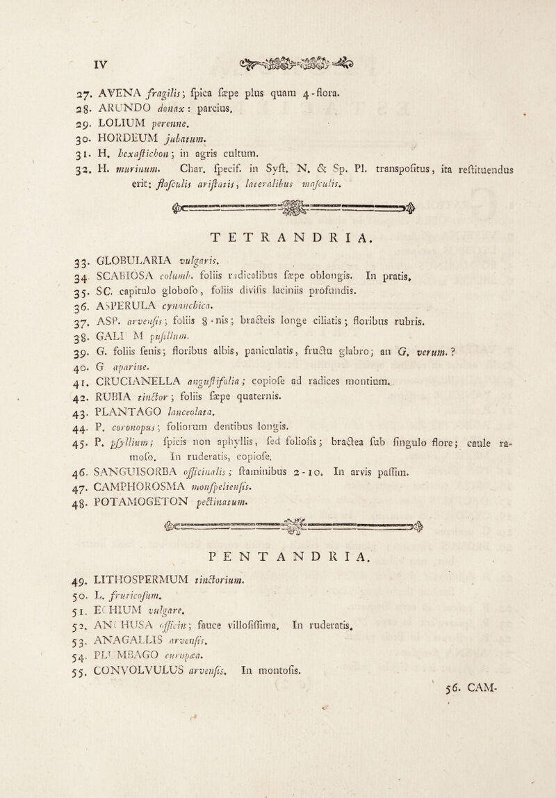 27. AVENA fragilis', fpica flepe plus quam 4-flora. 28. ARUNDO donax : parcius. 29. LOLIUM perenne. 30. HORDEUM jubatum. 31. H. hexaflichon; in agris cultum. 32. H. murinum. Char. fpecif. in Syft, N, & Sp. Pl. transpofltus, ita reftituendus erit: flofcidis arifiatis, lateralibus mnjcuiis. TETRANDRIA. 33. GLOBULARIA vulgaris. 34. SCABIOSA columb. foliis nidicalibus flepe oblongis. In pratis, 35. sc. capitulo globofo, foliis divilis laciniis profundis. 36. AS PERULA cynnnchica. 37. ASP. arvenfis; foliis 8-nis; bracteis longe ciliatis; floribus rubris. 38. GALI M pufillum. 39. G. foliis fenis; floribus albis, paniculatis, fructu glabro; an G. verum. ? 40. G aparine. 41. CRUCIANELLA anguftifolia; copiofe ad radices montium. 42. RUBIA tinctor; foliis fepe quaternis. 43. PLANTAGO lanceolata. 44. P, coronopus; foliorum dentibus longis. 45. P. pjyllium; fpicis non aphyllis, fed foliolis; bractea fub fingulo flore; caule ra- mofo. In ruderatis, copiofe, 46. SANGUISORBA ojjiciualis; flaminibus 2-10. In arvis paflim. 47. CAMPHOROSMA monfpelienfis. 48. POTAMOGETON pectinatum. PENTANDRI A. 49. LITHOSPERMUM tinctorum. 50. L. fruticofum. 51. E CHIUM vulgare. 52. ANCHUSA ojjicin; fauce villofiflima, In ruderatis, 53. ANAGALLIS arvenfis. 54. PLE MBAGO etirop&a. 55. CONVOLVULUS arvenfis, In montofis. 56. CAM- 9 < ,4 ' *' ,