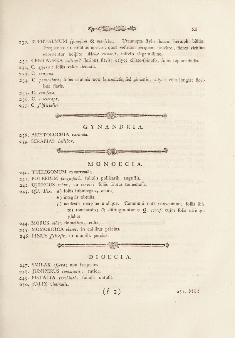 230. BUPHTALMUM ffmofum & tnnrjtm* Uframque ftylo florum hermph. bifido. Frequenter in collibus apricis; quos v effiunt perquam pulchre , flores viciflim exornantur hofpite Melos *cichorii, infeclo elcgantiflimo 231. CENTAUREA collina? floribus flavis; calyce ciliato-ipinolb; foliis bipinnatifidis. 21 a. C, a/pera ; foliis valde dentatis. 233. C. crupina. 234. C. pauiculata3 foliis caulinis non lanceolatis, fed pinnatis: calycis ciliis longis; flori¬ bus flavis. 235* C. conifera. 236. C. calcitrapa, 237. C. fnljlitialis- GYN ANDRI A. 238. ARISTOLOCHIA rotunda. 239. SER API AS hellebor. M O N OECI A» 240. TUELIGONUM cymtramle* 241. POTERIUM fanguijorh. foliolis pollicarib. anguftis* 242. QUERCUS robur; an cervis? foliis flibtus tomentofis, 243. QU. Ilex, fl) foliis fubintegris, acutis. integris obtulis. c) aculeatis margine undique. Communi nota conveniunt; foliis fub- tus tomento Iis 5 & diftingmmtur a O. cocn/i cujus folia utrinque glabra. 244. MORUS alba', domeftica, culta. 245. MOMORDICA dater, in collibus parcius. 246. PINUS fyhejtr. in montib. parcius. D I O E C I A. 247* SMILAX a fer a; non frequens, 248- JUNIPERUS communis; rarior. 249. PISTACIA terebiutb. foliolis obtufis. 250. SALIX viminalis* (S 2) 251. MLR