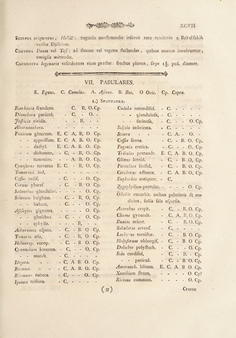 Scirpus triquetrus, I~1'nihil : tuguriis conftruendis infervit toto territorio a Beitelfaklh verfus Djoblam. Coryfha Dourn vel Tafi; ad floreas vel tegetes flectendas , quibus merces involvuntur 9 navigiis mittendae. Cucurbita Ingenaria vafculorum vices praeftat: fructus planus, faepe ij, ped. diametr. VII. PABULARES. E. Equus. C. Camelus. A. Afinus. B. Bos♦ 0 Ovis. Cp. i I.) Spontaneae. Boerhavia fcandens. c. B. O.Cp. Cadaba rotundifol. - C. Dtanthera panicul. - c. - 0. - - - glandulofa. - C. yufticia viridis. - B. - - - farinofa. - C. Alternanthera. - - - - Saljola imbricata. . c. Vanicum glaucum. E. C A. B. 0. Cp. Sceura - c. - appreflfum. E. C. A. B. 0. Cp. Cnffia fenna. - c. dactyl. E. C. A. B. 0. Cp. Fagonia cretica. - c. dichotom. • c. - B. 0. Cp. Tribulus pentandr. E. C. tutnmam. - - A. B. O. Cp. Glinus lotoid. - C. Cynofurtts ternatus. E. C. - B. 0. Cp. Portulaca linifol. - c. Tamarind. ind. - - - - Cor c h o rus te ft u a n s. - C. Ciffus redif. - c. - - O. Cp. Euphorbia antiquor. - c. O. Cp* O. - O. Cp* O. Cp. Cornus gharaf. C. B. O Cp. Zygophylium portulae. - O. Cp. So Ja n u rn b e i gh am. - C. - B. i * 0. Cp. Ollcchic cucurbit. ovibus pabularis 6t me¬ dicina , foliis fale afoerfis. -, - baham. • C. - - O. Cp. JT Afclepias gigantea. - - - 0. Cp. Acanthus erepit. - C. - B. 0. Cp. . - ghafchve. - c. - - 0. Cp. Cleome gynandr. - C. A. B. O. Cp. apbylla. B. • Bunias orient. - C. - B. 0. Cp. Achyrantes afpera. - c. - B. 0 Cp. S ululari a arvenf. - C. . - . - Tamarix atle. - c. - B. 0 Cp. Lathyrus terniflor. - C. - B. 0. Cp. Heliotrop. europ. - c. • B 0. Cp. Hedyfarum oblongi: f. - C. - B. O Cp. Cjnanchum kerenna. - c. - • 0. Cp. Dolichos polyftach. - C. - - O. Cp. march. - c. • Sida cordifol* - - C. - B. - Cp. Digera. - c. A B. 0. Cp. - - panicul. - C. - B. 0. Cp. Rocama. - c. A. B. O. Cp. Amaranti, blitum. E. C. A. B O Cp. Rhamnus nabeca. - c. •- - 0. Cp. Xanthium ftrum. - - - - O Cp? Jpomea triflora. - C. o - - Ricinus cominun. - - O. Cp. (») Croton