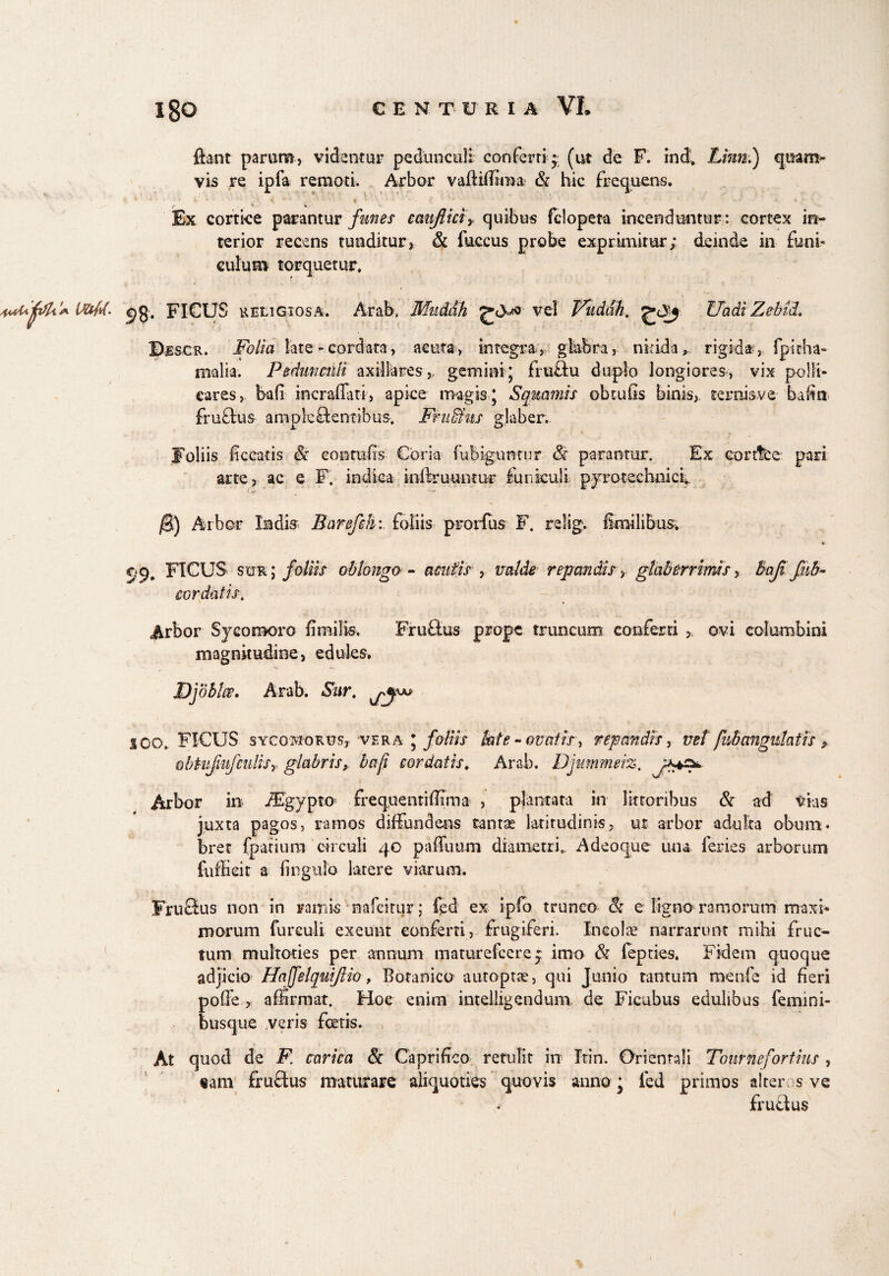 fiant parum, videntur pedunculi conferri *: (ut de F. ind. Lim;) quam¬ vis re ipfa remoti. Arbor vafiiffima & hic frequens. * * * • ' f 3 ■,'f i * ‘ ’ ’ « ' v‘ - ■> ' ' *. - • • * T f ' » Ex cortice parantur funes cmifiici> quibus fclopeta incenduntur: cortex in¬ terior recens tunditur, & fuccus probe exprknimr; deinde in funi¬ culum torquetur. s <98. FICUS religiosa. Arab. Muddh vel Wiiddh. Uadi Zebid. Djescr. Folia late - cordata, actita, integra, glabra, nkida, rigida, fpitha- malia. Pedunculi axillares,, gemini; fru£tu duplo longiores, vix polli¬ cares , bafi incraffati, apice magis J Squamis obrufis binis, ternisve bafin fruftus ample ftentibus. FruSins glaber. Foliis liceatis Sc eontufis Coria fufeigumur & parantur. Ex cort&e pari arte, ac e F. indica infimantur funiculi pyrotechnick @) Arbor Indis Barefch: foliis prorfus F. relig> fenilibus c,*9# FICUS sur ; foliis oblongo - acutis , valde repandis, glaberrimis, Baji Jub¬ eor datis. Arbor Sycomoro fimilk. Frufius prope truncum conferti , ovi columbini magnitudine, edules. Djoblce, Arab. Sur. SCO» FICUS sycomorus, vera j foliis hte - ovatis, repandis, net[nbmgnhfis $ obhfktfculisy glabris, baji cordatis. Arab. Djummeiz. Arbor in iEgypto* frequentiffiraa , plantata in littoribus & ad Vias juxta pagos, ramos diffundens tantae latitudinis, ut arbor adulta obum* bret fpatiura circuli 40 paffuum diametri.. Adeoque una feries arborum fufficit a fingtilo latere viarum. FruSus non in ramis nafeitur; fed ex ipfo trunco & e ligno ramorum maxi¬ morum fureuli exeunt conferti, frugiferi. Ineols narrarunt mihi fruc¬ tum m ultorie s per annum maturefeere 5; imo & fepties. Fidem quoque adjicio Haffelquiftio, Botanico autoptae, qui Junio tantum menfe id fieri polle , affirmat. Hoc enim intelligendum. de Ficubus edulibus femini¬ busque veris fetis. At quod de F. carica & Caprifico retulit in Irin. Orientali Tonr ne fortius , tam fruftus maturare aliquoties quovis anno ; fed primos alteros ve frufius