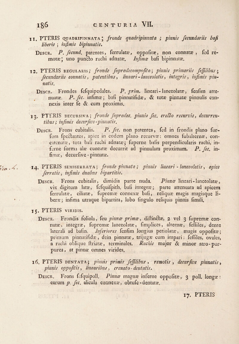 11. PTERIS quadripinnata \ fronde quadripinnata ; pinnis fecundariis bafi liberis ; infimis bipinnatis, Descr. P. fecund. patentes, ferrulata, oppofita, non connata, fcd re¬ motae* uno pun&o rachi adnata^ Infimae bafi bipinnata. 12. PTERIS regularis; fronde fupradecompofita; pinnis primariis fejjilibus » fecundariis connatis> patentibus, lineari - lance olatis, integris, infimis pin¬ natis. Descr. Frondes fefquipedales. P.prim. lineari-lanceolata, fenfim atte¬ nuatae. P. fec. infimae; bafi pinnatifida, & totae pinnatae pinnulis con¬ nexis inter fe & cum proximis. 13. PTERIS decursiva ; fronde fupradec. pinnis fec. er effio recurvis, decurren¬ tibus; infimis decnrfwe -pinnatis. Descr. Frons cubitalis. P, fec. non patentes, fed in frondis plano fur- fum fpeclantes, apice in eodem plano recurvae: omnes fubalternae, con¬ catenatae, tota bafi rachi adnarae* fuperne bafis perpendicularis rachi, in¬ ferne forma alse cuneatae decurrit ad pinnulam proximam. P. fec. in¬ fimae , decurfive - pinnatae. 14. PTERIS semiserrata ; fronde pinnata ; pinnis lineari - lance olatis, apice ferratis, infimis duabus bipartitis, Descr. Frons cubitalis, dimidia parte nuda. Pinnae lineari-lanceolata, vix digitum larse, fefquifpith. bafi integrae; parte attenuata ad apicem ferrulatae, ciliatae, fupremec connexae bafi, reliqua' magis magisque li¬ bera’; infima utraque bipartita, lobo lingulo reliquis pinnis fimili, I 5. PTERIS viridis. Descr. Frondis foliola, feu phmcc primae, diftinftae, 2 vel 3 fuprema con¬ nata, integrae, fupremae lanceolatae, fimplices, alternae, fefiiles, dente laterali ad bafin. Inferiores fenfim longius petiolata, magis oppofita; primum pinnatifida, dein pinnata, trijuga cum impari: fefiiles, ovales, a rachi oblique firiata, terminales. Rachis major & minor atro-pur¬ purea, at pinna omnes virides. 16. PTERIS dentata; pinnis primis fejfilibus , remotis , decurfive pinnatis, pinnis oppojitis, linearibus, arenato - dentatis, Descr. Frons fefquipoll. Pinnae magna inferne oppofita, 3 poli, longa : earum p. fec. alicula connexa, obtufe-dentata. 17. PTERIS