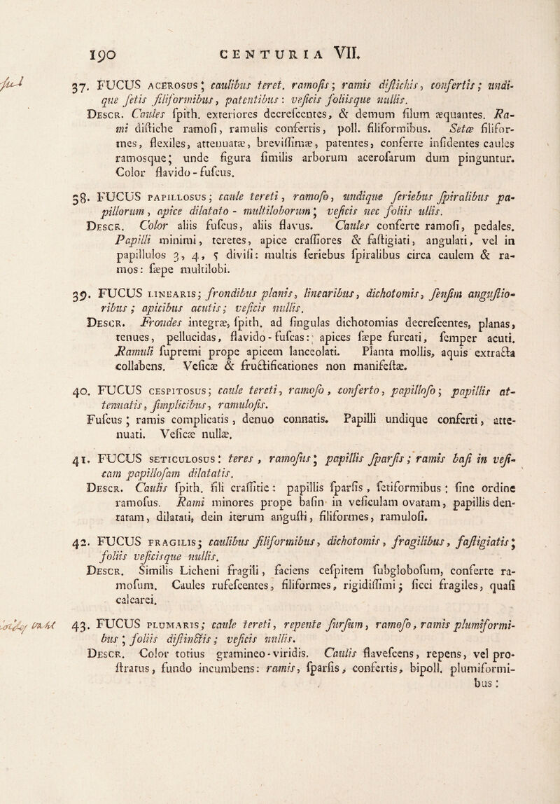 ipo 37. FUCUS acerosus* caulibus teret, ramo (is; ramis dijlichis, confertis; undi¬ que fetis filiformibus, patentibus : veficis foliisque miliis. Descr. Caules fpith. exteriores decrefcentes, & demum filum aequantes. i?u« *ni diftiche ratnofi, ramulis confertis, poli, filiformibus. Setce filifor¬ mes, flexiles, attenuatse, brevilEmae, patentes, conferte inf dentes caules ramosque; unde figura Anulis arborum acerofarum dum pinguntur. Color flavido - fufcus. 38* FUCUS papillosus ; caule tereti, ramofo, undique feriebus fpiraUbus pa~ pillorum , apice dilatato - multiloborum; veficis nec f-oliis ullis. Descr. Color aliis fufcus, aliis flavus. Caules conferte ramofi, pedales. Papilli minimi, teretes, apice crafEores Sc fafirigiati, angulati, vel in papillulos 3, 4, 5 divi fi: multis feriebus fpiralibus circa caulem & ra¬ mos: faepe multilobi. 39. FUCUS linearis; frondibus plani's, linearibus, dichot ornis, fenjim cmgiifiio- ; apicibus acutis; reficis nullis. Descr. Frondes integrae, fpith. ad Engulas dichotomias decrefcentes, planas, tenues, pellucidas, flavido - fufeas:; apices fepe furcati, femper acuti. Famuli fupremi prope apicem lanceolati. Planta mollis, aquis extracta collabens. Veficae & fructificationes non manifeflae. 40. FUCUS cespitosus; caule tereti, ramofo , conferto, papillofo; papillis at~ tenuatis, fmplicibns, ramulo fis. Fufcus; ramis complicatis, denuo connatis. Papilli undique conferti, atte¬ nuati. Veficae nullae. * * . *. 41. FUCUS seticulosus : teres , ramofus; papillis fparfis ; ramis baf in vefi- eam papiliofam dilatatis, Descr. Caulis fpith. Eli crafhtie : papillis fparEs , fetiformibus : Ene ordine ramofus. Rami minores prope bafin in veficulam ovatam, papillis den- ratam, dilatati, dein iterum angufli, filiformes, ramulofi. 42. FUCUS fragilis; caulibus filiformibus, dichot ornis, fragilibus, fafiigiatisJ foliis veficisque nullis. Descr. Similis Licheni fragili, faciens cefpitem fubglobofum, conferte ra- mofum. Caules rufefeentes, filiformes, rigidiffimi; ficci fragiles, quali calcar ei. 43. FUCUS plumaris; caule tereti, repente fiurfikm, ramofo, ramis pkmiformi- bus ; foliis difiinMis; veficis nullis. Descr. Color totius gramineo-viridis. Caulis flavefeens, repens, vel pro- ftratus, fundo incumbens: ramis, fpadis, confertis, bipoll. plumiformi- bus: