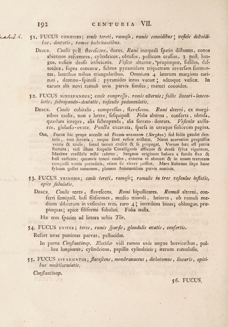 51. FUCUS conoides; conte tereti, ramofo, ramis conoidibns * veficis deltoidi- his, dentatis , ramos imbricantibus. Dhscr, Caulis poli, flavefcens, durus. Rami inaequali fpatio diftantes, conos abietinos referentes, cylindricos, obtufos, pollicem craffos, 3 poli, lon¬ gos, veficis denfe imbricatis. Ve fica? alternae, 'propinquae, fefiiles, del¬ toideae, fupra concavae, fubtus pyramidem triquetram inverfam forman¬ tes, lateribus tribus triangularibus. Omnium 4 laterum margines cari¬ nati , dentato - fpinofi : pyramides intus vacuae j adeoque veficae. In earum alis novi ramuli uvis parvis fimiles ; maturi conoides. 52. FUCUS subrepandusJ caule comprejjo, ramis alternis; foliis lineari-lanceo- latis, /ubrepando -dentatis, ve ficulis pedunmlatis. Descr. Caulis cubitalis , compreflus , flavefcens. Rami alterni, ex margi¬ nibus caulis, non e latere; fefquipoll. Folia alterna , conferta, obtufa, quaedam integra , alia fubrepanda , alia ferrato - dentata. Vejicuke axilla¬ res, globofo-ovatae. Punffia excavata, (paria in utraque foliorum pagina. Obs, Fucus hic prope accedit ad Fucum natantem (SargAzo) fed foliis gaudet den¬ tatis , non ferratis ; neque funt veficae ariftatae. Natat acervatim propulfus ventis & undis; limiil tamen crefcit <5t fe propagat* Verum h^c eft patria fortuita; vidi illum fcopulis Coralligenis affixum <5t denfa fylva vigentem. Maxime credibile inibi videtur, Sargazo originem habere e fundo fixo & hali radicata; quemvis teneri caules , externa vi abrupti (St in unam texturam eompulfi ventis periodicis, etiam fic vivere poffint. Mare Rubrum fepe hanc fylvam geftat natantem, plenam Animantibus parvis marinis. 53. FUCUS trinodis ; caule tereti, ramofo* ramulis in tres veficulas inflatis, apice fabulatis. Descr. Caulis teres, flavefcens. Rami bipollicares. Ramuli alterni, con¬ ferti femipoll. bafi filiformes , medio trinodi , latiores , ob ramuli me¬ dium dilatatum in veficulas tres, raro 4 * interdum binasj oblongas, pro¬ pinquas; apice filiformi fabulati, Folia nulla. Hae tres fpecies ad lirtora urbis For. 54. FUCUS uvifer; teres, ramis fparfis, glandulis ovatis, confertis. Refert uvas puniceas parvas, pellucidas. In portu ConJIantinop. Mockhce vidi ramos uvis ungue brevioribus, pol¬ lice longiores, cylindricos, papillis cylindricis* iterum ranmlofis. 5J* FUCUS divaricatus ; flavefcens, membranaceus , dichotomus, linearis, apici¬ bus multilacmiatis. Confiant in op.