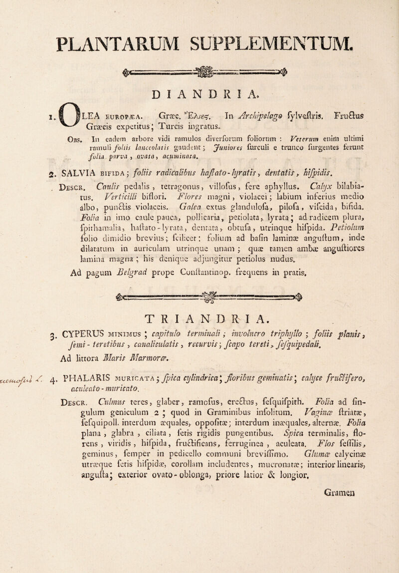 CC& x.S ILEA europ&a. Grsec. 3,EA/^ In Archipdago fylveflris. FruQus Graecis expetitus; Tureis ingratus, Obs. In eadem arbore vidi ramulos diverforuni foliorum : Veterum enim ultimi ramuli foliis lanceolatis gaudent; Juniores furculi e trunco fingentes ferunt folia parva, ovato, acuminata. 2» SALVIA bifida; foliis r aditalibus haflaio - ty ratis, dentatis, hfpidis. Descr. Caulis pedalis , tetragonus, villofus, fere 3phyllus. Calyx bilabia- tus. Verticilli biflori. Flores magni, violacei; labium inferius medio albo, punSis violaceis. Galea extus glandulofa, pilofa , vifeida, bifida. Folia in ima caule pauca, pollicaria, petiolata, lyrataj a,d radicem plura, fpirhamalia, haftato-lyrata, dentata, obtufa , utrinque hifpida. Petiolum folio dimidio brevius; fcilicer: folium ad bafrn laminae anguflum, inde dilatatum in auriculam utrinque unam ; quae tamen anibiE anguftiores lamina magna ; his denique adjungitur petiolus nudus. Ad pagum Betgrad prope Confiantinop. frequens in pratis. —1 -LJ—=3® TRIAND R I A. CYPERUS minimus ; capitulo terminali; involucro triphyllo ; foliis planis s femi- teretibus , canaliculatis , recurvis, /capo tereti, ffquipedalf Ad littera Maris Marmorer. q., PHALARIS muricata * /pica cylindrica^ floribus geminatis \ calyce fructifero, aculeato - muricato, Descr. Culmus teres, glaber, ramefus, ereflus, fefqurfpith. Folia ad fin- gulum geniculum 2 J quod in Graminibus infolitum. Vagince ftriatae, fefquipoll. interdum squales* oppofitte; interdum inaequales, alternae. Folia plana, glabra, ciliata, fetis rigidis pungentibus. Spica terminalis, flo¬ rens, viridis, hifpida, fruflificans, ferruginea , aculeata. Flos feflilis, geminus, lemper in pedicello communi breviflimo. Glumae calycinae utrteque fetis hilpidae, corollam includentes, mucronatae; interior linearis, anguftaj exterior ovato - oblonga, priore latior & longior. Gramen