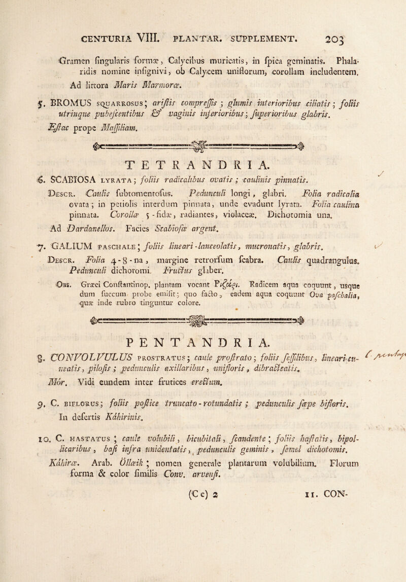 Gramen fingularis forma?, Calycibus muricatis, in fpica geminatis. Phala¬ ridis nomine in (ignivi, ob Calycem uni florum, corollam includentem. Ad lirtora Maris Marmoree. 5, BROMUS squarrosus; ariftis compr effis ; glumis interioribus ciliatis • foliis utrinque pube fi entibus & vaginis inferioribus; fuperioribus glabris. Eflac prope Maffiliam. TETRANDRIA. 4. SCABIOSA lyrata ; /bAlr radicalibus ovatis ; caulinis pinnatis. Descr. Caulis fubtomenrofus. Pedunculi longi, glabri. Folia radicalia evata ; in petiolis interdum pinnata, unde evadunt lyrata. Folia caulina pinnata. Corollce 5-fidae, radiantes, violaceae, Dichotomia una. Ad Dardanellos. Facies Svabiofie argent. ■7. G ALIUM paschale; foliis lineari - lance olatis, mucronatis, glabris. \F Descr. Folia 4-8-na, margine retrorfum fcabra. Caulis quadrangulus* Pedunculi dichotomi. Fruftus glaber, Obs. Graeci Conftarrtmop. plantam vocant PRadicem aqua coquunt, usque dum fuccum- probe emifit ; quo facto , eadem aqua coquunt Ova pnfchaliat qua inde rubro tinguntur colore. PENTANDRIA. CONVOLVULUS prostratus^ caule projlrato; foliis feJJUtbusline ari-cu¬ neatis , pilojis ; pedunculis axillaribus, uni/loris dibr a fleatis„ Mor. Vidi eundem inter frutices erefhim. A 5, C. eiflorus ; foliis pojlice truncato - rotundatis ; pedunculis fer pe bifioris. In defertis Kdhirinis. 10. C. hastatus ; caule volubili, bicubitali , fi and ente ; foliis hcvftaiis, bipof licaribus , bafi infra imi dentatis, t pedunculis geminis , femd dichotomis. Kdhirae. Arab. Ollceik ; nomen generale plantarum volubilium* Florum forma & color imulis Conv. arvenji. (C c) 3 11. CON-
