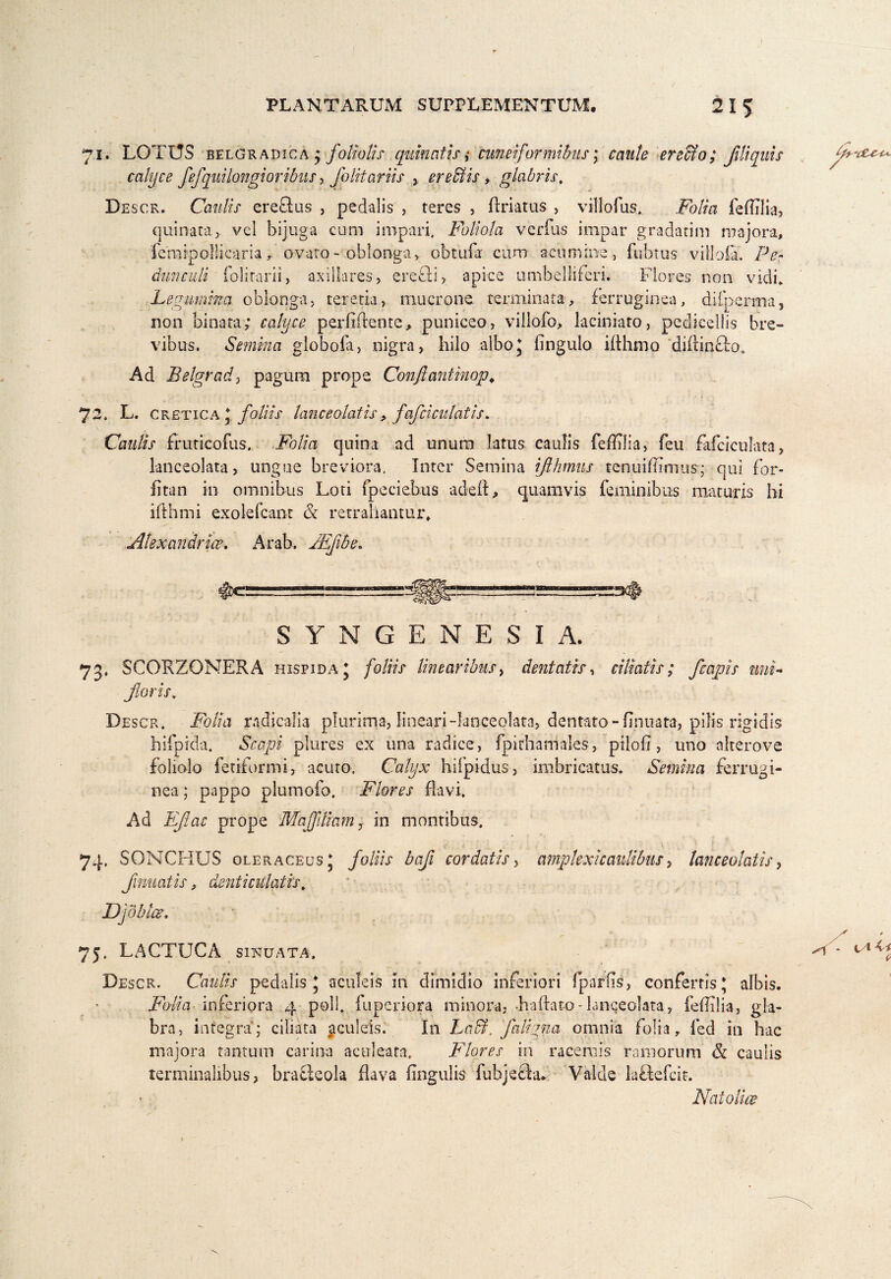 71. LOTUS belgradica ; foliolis quin at is i cuneiformibus; caute er effio; fili quis calyce Jefquilongioribus, folitariis x ereffiis, glabris. Descr. Caulis ereftus , pedalis , teres , Ariatus , viltofus. _Fo/m feflilia, quinata, vel bijuga cum impari. Foliola verius impar gradarim majora, 1 em ip oli icar ia , ovaro - oblonga v obtufa cum acumine, fubtus villo ia. Pe¬ dunculi folirarii, axillares > erefli, apice umbelliferi. Flores non vidi* Legumina oblonga, teretia, mucrone terminata, ferruginea, difperma, non binata; calyce perfiflente, puniceo, villofo, laciniato, pcdicellis bre¬ vibus. Semina globofa, nigra, hilo albo; fingulo ifthmo diftin£lo. Ad Belgrad, pagum prope Confiantinop„ 72. L. cretica * foliis lanceolatis> fafciculatis» Caulis frutico fus. Folia quina ad unum latus caulis feflilia, feu fafcictilata, lanceolata, ungue breviora. Inter Semina ifthmus tenuiflimus; qui for- fitan in omnibus Loti fpeciebus adefl, quamvis feminibus maturis hi ifthmi exolefcanr & retrahantur, Alexandrine. Arab. JEfibe. SYNGENESIA. 73, SCORZONERA hispida \ foliis linearibus i dentatis, ciliatis; /capis mii- fioris. D escr. Folia radicalia plurima, lineari-lanceolata, dentato - Annata, pilis rigidis hifpida, Scapi ptures ex una radice , fpithaniales , pilofi, uno alterove foliolo fetiformi, acuto. Calyx hifpidus, imbricatus. Semina ferrugi¬ nea ; pappo plumofo. Flores flavi. Ad Efiac prope Majfitiam, in montibus. 74. SONCHUS oleraceus * foliis baji cordatis, amplexi caulibus, lanceolatis, finuatis, denticulatis. 75. LACTUCA sinuata. Descr. Caulis pedalis * aculeis in dimidio inferiori fparfls, confertis; albis. Folia inferiora 4 poli, fuperiora minora, .haftato-lanceolata, feflilia, gla¬ bra, integra; ciliata ^culeis. In Laffi. faliqna omnia folia, led in hac majora tantum carina aculeata. Flores in racemis ramorum & caulis terminalibus, bra&eola flava Angulis fubjefta» Valde laO:efcit. Nat oli ce