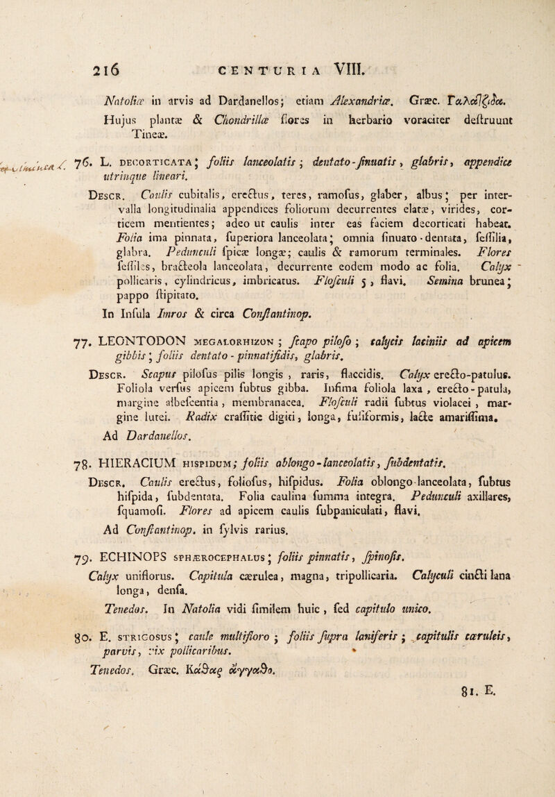 Natoliw in arvis ad Dardanellos; etiam JUexandrits. Grsc. r«AcclQdx. Hujus planta & Chondrillce flores in herbario voraciter deftruunt Tineae. /. L- decorticata * foliis lanceo latis ; dentato-fnuatis , glabris, appendice utrinque lineari, Descr. Caulis cubitalis, ere&us, teres, ramofus, glaber, albus J per inter¬ valla longitudinalia appendices foliorum decurrentes elatae, virides, cor¬ ticem mentientes; adeo ut caulis inter eas laciem decorticati habear. Folia ima pinnata, fuperiora lanceolata; omnia finuato • dentata, feflilia, glabra. Pedunculi fpicae longae; caulis & ramorum terminales. Flores fefflles, brafleola lanceolata, decurrente eodem modo ac folia. Calyx pollicaris, cylindricus, imbricatus. Flofatli 5, flavi. Semina brunea; pappo ftipitato. In Infula Imros & circa Conjlantinop. 77. LEONTODON megalorhizon ; /capo pilofo ; calycis laciniis ad apicem gibbis ; foliis dentato - pinnatifidis, glabris. Descr. Scapus pilofus pilis longis , raris, flaccidis. Calyx ereflo-patulus. Foliola verfus apicem fubtus gibba. Infima foliola laxa, eretio - patula, margine aibefcentia , membranacea. Flofatli radii fubtus violacei , mar¬ gine lutei. Radix craffitie digiti, longa, fuiiformis, la£le amariffiim. Ad Dardanellos, 7$. HIERACIUM hispidum; f oliis oblongo -lanccolatis, fubdentatis, Descr. Caulis ereTus, foliofus, hifpidus. Folia oblongo lanceolata, fubtus hifpida, fubdentata. Folia caulina fumma integra. Pedunculi axillares, fquamofi. Flores ad apicem caulis fubpaniculati, flavi. Ad Conjlantinop. in fylvis rarius. 79. ECHINOFS spHiEROCEpHALus * foliis pinnatis, fpinofis. Calyx unifiorus. Capitula caerulea, magna, tripollicaria. Calyculi cinftilana longa, denfa. Tenedos, In Natolia vidi fimilem huic , fed capitulo unico. go. E. strigosus; cante multiforo • foliis fupra laniferis ; capitulis caeruleis, parvis, vix pollicaribus. % Tenedos, Gracc, KecBctg oiyyocSo, 81.