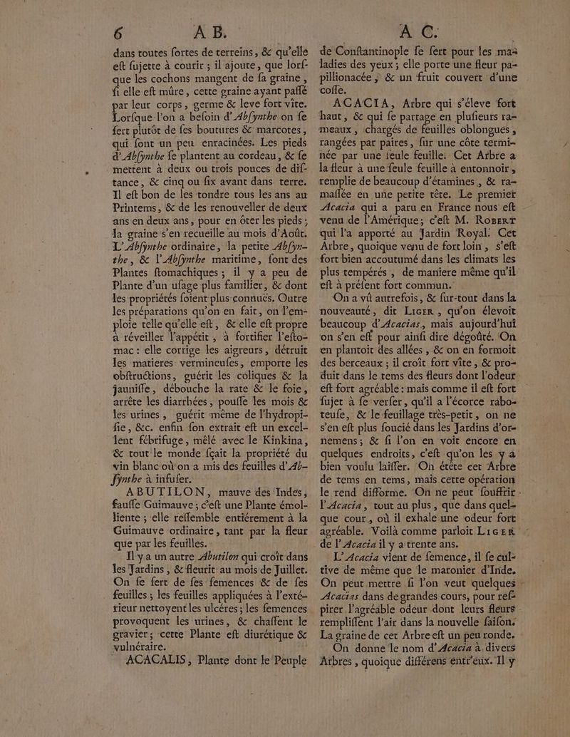 dans toutes fortes de terreins , & qu'elle eft fujerte à courir ; il ajoute, que lorf- que les cochons mangent de fa graine , fi elle eft mûre, cette graine ayant pañlé par leur corps, germe & leve fort vite. Lorfque l'on a befoin d’4b/ynthe on fe £ert plutôt de fes boutures & marcotes, qui font un peu enracinées. Les pieds d’_Abf{ynthe fe plantent au cordeau, & fe mettent à deux ou trois pouces de dif- tance, & cinq ou fix avant dans terre. 11 eft bon de les tondre tous les ans au Printems, & de les renouveller de deux ans en deux ans, pour en ôter les pieds ; a graine s’en recueille au mois d’Août. L’Abfÿnthe ordinaire, la petite 4b/yr- the, & l'Abfÿnthe maritime, font des Plantes ftomachiques ; il y a peu de Plante d’un ufage plus familier, & dont les propriétés foient plus connués. Outre les préparations qu’on en fait, on l’em- ploie telle qu'élleeft, &'elle eft propre à réveiller l'appétit, à fortifier l’efto- mac : elle corrige les aigreurs, détruit les matieres vermineufes, emporte les obftruétions, guérit les coliques & la jaunifle, débouche la rate & le foie, arrête les diarrhées, poule les mois & les urines, guérit même de l'hydropi- fie, &c. enfin fon extrait eft un excel- lent fébrifuge , mêlé avec le Kinkina, & tout le monde fçait la propriété du vin blanc où on à mis des feuilles d’45- Jyrthe à infufer. ABUTILON, mauve des Indes, liente ; elle refflemble entiérement à la Guimauve ordinaire, tant par la fleur que par les feuilles. Il ya un autre Abutilon qui croît dans les Jardins , & fleurit au mois de Juillet. On fe fert de fes femences & de fes feuilles ; les feuilles appliquées à l’exté- rieur netroyent les ulcères; les femences provoquent les urines, & chaffent le gravier; cette Plante eft diurérique & yulnéraire. ACACALIS, Plante dont le Peuple de Confantinople fe fert pour les ma ladies des yeux; elle porte une fleur pa- pillionacée ; 8: un fruit couvert d’une cofle. | ACACIA, Arbre qui s’éleve fort haut, & qui fe partage en plufieurs ra- meaux , chargés de feuilles oblongues , rangées par paires, fur une côte termi- née par une {eule feuille: Cet Arbre a la fleur à une feule feuille à entonnoir , remplie de beaucoup d’étamines , & ra- maflée en une petite tête. Le premier Acacia qui a paru en France nous eft venu de l'Amérique; c'eft M. RoBEerT qui l’a apporté au Jardin Royal: Cet Arbre, quoique venu de fort loin , s'éft fort bien accoutumé dans les climats les plus tempérés , de maniere même qu'il eft à préfent fort commun. On a vû autrefois, & fur-tout dans la nouveauté, dit Licer , qu'on élevoit beaucoup d'Acacias, mais aujourd'hui on s’en eft pour ainifi dire dégoûté. On en plantoit des allées , & on en formoit des berceaux ; il croît fort vite, & pro- duit dans le tems des fleurs dont l'odeur eft fort agréable : mais comme il eft fort fujet à fe verfer, qu'il a l'écorce rabo- teufe, & le feuillage très-petit, on ne s'en eft plus foucié dans les Jardins d’or- nemens ; & fi l’on en voit encore en quelques endroits, c’eft qu'on les y à bien voulu laïffer. On érête cet Arbre de tems en tems, maïs cette opération le rend difforme. On ne peut fouffrir - Acacia, tout au plus, que dans quel- que cour, où il exhale une odeur fort agréable. Voilà comme parloit LIGER L’ Acacia vient de femence, il fe cul- tive de même que le maronier d'Inde. On peut mettre fi l’on veut quelques - Acacias dans degrandes cours, pour ref pirer l’agréable odeur dont leurs fleurs - rempliffent l'air dans la nouvelle faifon. La graine de cet Arbre eft un peu ronde. : On donne le nom d’ÆAcacia à. divers Arbres , quoique différens entreux. Il ÿ