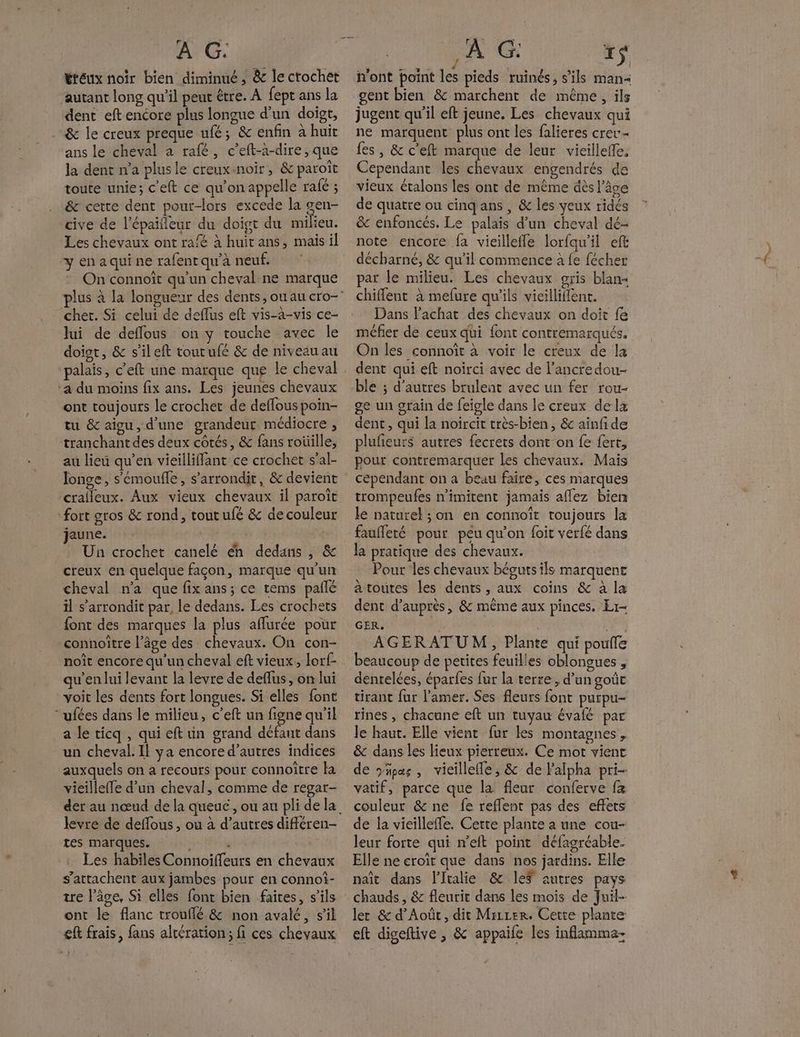 véreux noïr bien diminué, & le crochet autant long qu'il peut être. À fept ans la dent eftencore plus longue d’un doigt, .& le creux preque ufé; & enfin à huit ans le cheval a rafé, c’eft-a-dire , que la dent n’a plusle creux-noir, & paroît toute unie; c'eft ce qu'on appelle rafé ; & cette dent pour-lors excede la gen- cive de l’épaifleur du doigt du milieu. Les chevaux ont ra/é à huit ans, mais il y en a qui ne rafent qu’à neuf. On connoît qu’un cheval ne marque cher. Si celui de deflus eft vis-a-vis ce- lui de deffous on y touche avec le doist, & s'ileft toutrufé & de niveau au ‘a du moins fix ans. Les jeunes chevaux ont toujours le crochet de deflous poin- tu & aigu, d'une grandeur médiocre , tranchant des deux côtés, & fans roüille, au lieu qu’en vieilliffant ce crochet s’al- longe, s'émoufle, s’arrondit, & devient crafleux. Aux vieux chevaux il paroît fort gros & rond, tout ufé & de couleur jaune. | Un crochet canelé éh dedans , & creux en quelque façon, marque qu'un cheval n'a que fix ans; ce tems pañlé il s’arrondit par, le dedans. Les crochets font des marques la plus affurée pour connoître l’âge des chevaux. On con- qu’en lui levant la levre de deffus, on lui voit les dents fort longues. Si elles fonc “ufées dans le milieu, c’eft un figne qu'il a le ticq , qui eft un grand défaut dans un cheval. Il ya encore d’autres indices auxquels on a recours pour connoître la vieilleffe d’un cheval, comme de regar- levre de deflous, ou à d’autres différen- tes marques. x Les habiles Connoiffeurs en chevaux $'attachent aux jambes pour en connoi- tre l’âge, Si elles font bien faites, s'ils ont le flanc trouflé & non avalé, s'il eft frais, fans altération; fi ces chevaux - ÿ =: / : SE MST : n'ont point les pieds ruinés, s'ils man gent bien & marchent de même, ils jugent qu'il eft jeune. Les chevaux qui ne marquent plus ont les falieres crev- fes, & c’eft marque de leur vieilleffe, Cependant les chevaux engendrés de vieux étalons les ont de même dès l’âge de quatre ou cinq ans , & les yeux ridés & enfoncés. Le palais d’un cheval dé- note encore fa vieilleffe lorfqu’il eft décharné, & qu’il commence à fe fécher par le milieu. Les chevaux gris blan« chiflent à melure qu'ils vieilliflent. Dans l'achat des chevaux on doit fe méfier de ceux qui font contremarqués. On les connoît à voir le creux de la dent qui eft noirci avec de l’ancredou- ble ; d’autres brulent avec un fer rou- ge un srain de feigle dans le creux dela dent, qui la noircit très-bien, & ainfide plufieurs autres fecrers dont on fe fert, pour contremarquer les chevaux. Mais cependant on a beau faire, ces marques trompeufes n’imitent jamais aflez bien le naturel ; on en connoît toujours la faufleté pour peu qu’on foit verfé dans la pratique des chevaux. Pour les chevaux béguts ils marquent à toutes les dents, aux coins & à la dent d’auprès, 8 même aux pinces. Er- GER. AGERATUM, Plante qui poule beaucoup de petites feuilles oblongues , dentelées, éparfes fur la terre, d’un goût tirant fur l’amer. Ses fleurs font purpu- rines , chacune eft un tuyau évalé par le haut. Elle vient fur les montagnes, & dans les lieux pierreux. Ce mot vient de yüpas, vicillefle, & de l'alpha pri- vatif, parce que la fleur conferve fa couleur & ne fe reflent pas des eflets de la vieilleffe. Cette plante a une cou- leur forte qui n’eit point défagréable. Elle ne eroïr que dans nos jardins. Elle naît dans l'Italie & le$ autres pays let & d’Août, dit Mirrer. Cette plante eft digeftive , & appaife les inflamma-