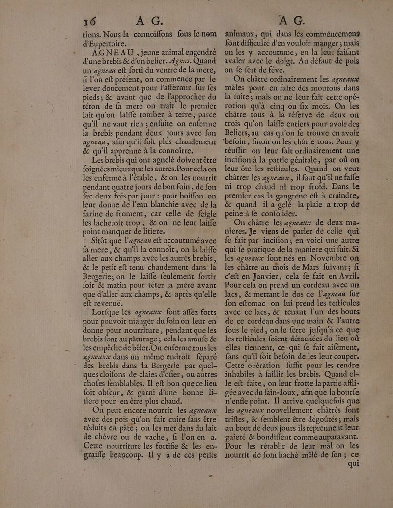 tions. Nous la connoïffons fous le nem d’Eupertoire, AGNEAU , jeune animal engendré d’une brebis & d’un belier. Agrus. Quand un agneau eft {orti du ventre de la mere, fi l’on eft préfent, on commence par le lever doucement pour laffermir. fur fes pieds; & avant que de l'approcher du téron de fa mere on traît le premier lait qu'on laifle tomber à terre, parce qu'il ne vaut rien ; enfuite on enferme la brebis pendant deux jours avec fon agneau, afin qu’il foit plus chaudement & qu’il apprenne à la connoître. Les brebis qui ont agnelé doivent être foignées mieuxque les autres.Pour cela on les enfermeà l’étable, & on les nourrit pendant quatre jours de bon foin , de fon {ec deux fois par jour : pour boiffon on leur donne de l’eau blanchie avec de la farine de froment, car celle de feigle point manquer de litiere. Sitôt que l'agneau elt accoutuméavec fa mere, & qu'il la connoît, on la laiffe aller aux champs avec les autres brebis, & le petit eft tenu chaudement dans la Bergerie; on le laïfle feulemenñt fortir foir & matin pour téter la mere avant que d'aller aux champs, & après qu’elle eft revenue. Lorfque les agreaux {ont aflez forts pour pouvoir manger du foin on leur en donne pour nourriture, pendant que les brebis font au pâturage; cela les amufe & les empêche de bêler.On enferme tous les agneaux dans un même endroit féparé des brebis dans la Bergerie par quel- ques cloifons de claies d’ofier, ou autres chofes femblables. Il eft bon que ce lieu foit obfcur, & garni d’une bonne li- tiere pour en être plus chaud. On peut encore nourrir les agreaux réduits en pâte ; on les met dans du lait de chévre ou de vache, fi l’on en 2. Cette nourriture les fortifie & les en- graille beancoup. Il y a de ces perits LA animaux, qui dans les comméucemens$ font difhiculcé d’en vouloir manger ; mais on les y accoutume, en la leur faifant avaler avec le doigt. Au défaut de pois on fe fert de féve. On châtre ordinairement les sgreaux males pour en faire des moutons dans la fuite; mais on ne leur fait cette opé- rotion qu'a cinq ou fix mois. On les châtre tous à la réferve de deux ou trois qu'on laiffe entiers pour avoir des Beliers, au cas qu’on fe trouve en avoir ‘befoin , finon on les châtre tous. Pour y réuîMir on leur fait ordinairement une incifion à la partie géniale, par où on leur ôte les tefticules. Quand on veut châtrer les agreaux, il faut qu’il ne faffe ni trop chaud ni trop froid. Dans le premier cas la gangrene eft à craindre, & quand il a gelé la plaie a trop de peine à fe confolider. On châtre les zyreaux de deux ma- nieres. Je viens de parler de celle qui fe fait par incifion; en voici une autre qui {é pratique dela maniere qui fuit. Si les agneaux font nés en Novembre on les châtre au mois de Mars fuivant; fi c'eft en Janvier, cela fe fait en Avril. Pour cela on prend un cordeau avec un lacs, & mettant le dos de l'agneau fur fon eftomac on lui prend les tefticules avec ce lacs, & tenant l’un des bouts : de ce cordeau dans une main & l’autre fous Le vied, on le ferre jufqu’à ce que les tefticules foient détachées du lieu où elles tiennent, ce qui fe fait aifément, fans qu’il foit befoin de les leur couper. Cetté opération fufht pour les rendre inhabiles à faillir les brebis. Quand el- le eft faire, on leur frotte la partie affli- géeavec du fain-doux, afin que la bourfe n'enfle point. Il arrive quelquefois que les agneaux nouvellement châtrés font triftes, & femblent être dégoûtés ; maïs . au bout de deux jours ils reprennent leur. gaieté & bondiffent comme auparavant. Pour les rétablir de leur mal on les nourrit de foin haché mêlé de fon; ce qui