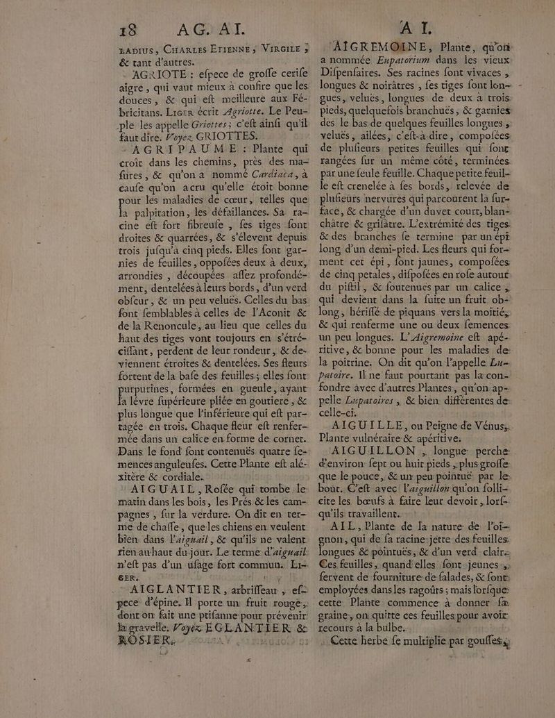 gADIUS, CHARLES ÉTIENNE; VIRGILE » & tant d'autres. Ra AGRIOTE : efpece de groffe cerife douces, & qui eft meilleure aux Fé- bricitans. Lierr écrit Agriotte. Le Peu- ple les appelle Griortes; c’eft aïnfi qu'il faut dire, Voyez GRIOTTES. À -AGRIPAUME : Plante qui croit dans les chemins, près des ma= fures , & qu'ona nommé Cardiaca, à eaufe qu'on acru quelle étoit bonne pour les maladies de cœur, telles que la palpitation, les défaillances. Sa ra- cine eft fort fibreufe , fes tiges font droites & quarrées, & s'élevent depuis trois jufqu'’a cinq pieds. Elles font gar- nies de feuilles , oppofées deux à deux, arrondies , découpées aflez profondé- ment, dentelées à leurs bords, d’un verd obfcur , & un peu veluës. Celles du bas font femblables à celles de l'Aconit & de la Renoncule , au lieu que celles du haut des tiges vont toujours en s’étré- cifflant, perdent de leur rondeur , & de- viennent étroites & dentelées. Ses fleurs fortent de la bafe des feuilles; elles font purpurines, formées en gueule, ayant la lévre fupérieure pliée en goutiere , & plus longue que linférieure qui eft par- tagée en trois. Chaque fleur eft renfer- mée dans un calice en forme de corner. mencesanguleufes. Cerre Plante eft alé- xitère & cordiale. AIGUAIL , Rofée qui tombe le matin dans les bois, les Prés & les cam- pagnes , fur la verdure: On dit en ter- me de chaffe, queles chiens en veulent bien dans laiguail , & qu’ils ne valent rien awhaut du jour. Le terme d’rigsail n’eft pas d’un ufage fort commun. Lr- GER. | ny - ® AIGLANTIER , arbrilleau , ef= dont on fait une prifanne pour prévenir: la gravelle. Voyér EGLANTIER & ROSI ER: IOJLTA Y : gl is s AIGREMONNE, Plante, qu'oti a nommée Eupatorium dans les vieux Difpenfaires. Ses racines font vivaces , longues & noirâtres , fes tiges font lon- gues, velues, longues de deux à trois pieds, quelquefois branchuës, & gatnies des le bas de quelques feuilles longues , veluës , ailées, c’eft-à.dire, compolces de plufeurs petites feuilles qui font rangées fur un même côté, terminées. par une feule feuille. Chaque petite feuil- le eft crenelée à fes bords, relevée de plufieurs nervures qui parcourent la fur face, & chargée d’un duvet court, blan- châtre & grilâtre. L’extrémiré des tiges. & des branches fe termine par un épi long d’un demi-pied. Les fleurs qui for- ment cet Cpi, É jaunes, compofées de cinq petales, difpofées en rofe autout du piftil, & foutenues par un calice ; qui devient dans la fuite un fruit ob+ long, hériflé de piquans vers la moitié, & qui renferme une ou deux femences un peu longues. L’Aigremoine eft apé- ritive, & bonne pour les maladies de: la poitrine. On dit qu'on l'appelle Lu patoire. Wne faut pourtant pas l+ con.- fondre avec d’autres Plantes, qu’on ap- pelle Zuparoires ; & bien différentes de: celle-ci. AIGUTLLE, ou Peigne de Vénus, Plante vulnéraire & apéritive. AIGUILLON , longue perche: d'environ fept ou huir pieds, plus groffe: que le pouce, & wir peu pointué par le: bour. C’eft avec! l'aiguillon qu'on folli- cite les bœufs. à faire leur devoir, lorf- qu'ils travaillent. AIL, Plante de la nature de loi- gnoir, qui de fa racine-jette des feuilles: longues & pointués, & d’un verd clair: Ces feuilles, quand'elles font jeunes, fervent de fourniture: de falades, & fonr: employées danses ragoûrts ; mais lorfque: cette Plante commence à donner fa graine, on: quitte ces feuilles pour avoir recours à la bulbe. . Certe herbe fe mulriplie par goufless,
