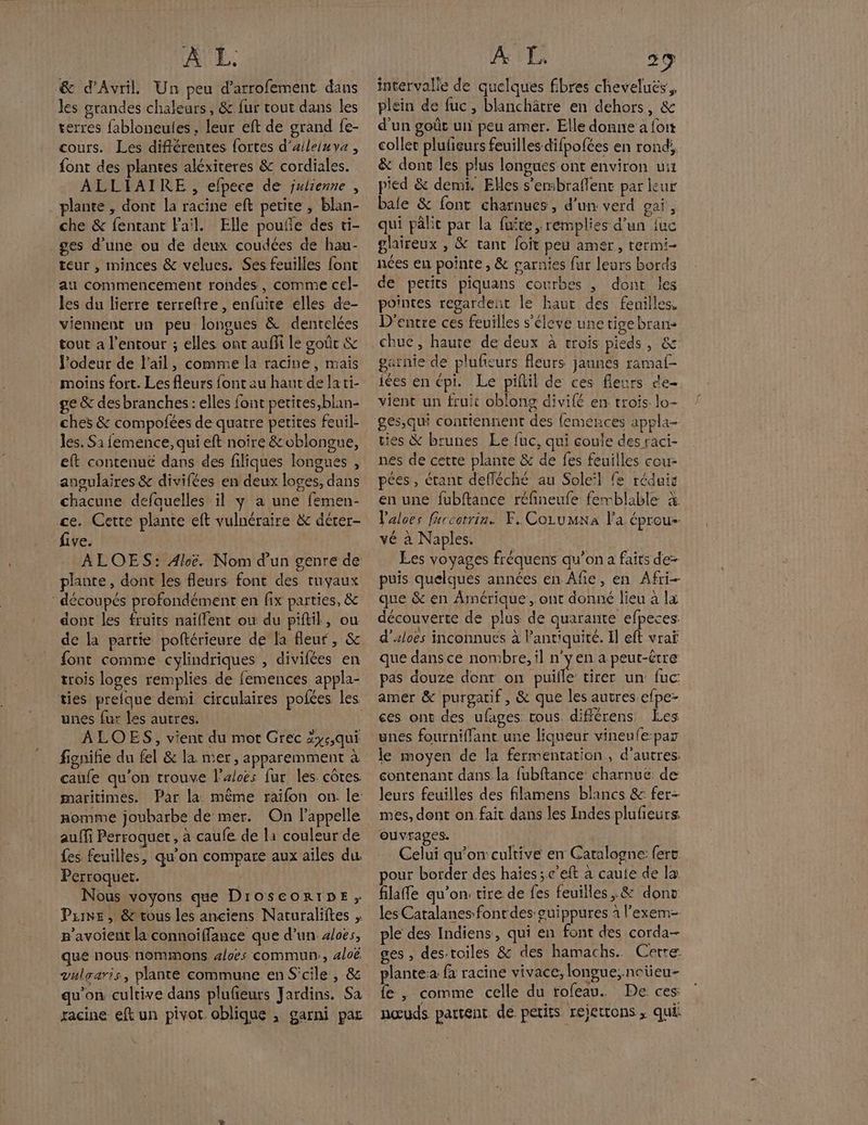 &amp; d'Avril. Un peu d’arrofement dans les grandes chaleurs, &amp; fur tout dans les terres fabloneules , leur eft de grand fe- cours. Les différentes fortes d’alleinva , font des plantes aléxiteres &amp; cordiales. ALLHAIRE , elpece de julienne, plante , dont la racine eft petite , blan- che &amp; fentant Fail. Elle poufle des ti- ges d’une ou de deux coudées de hau- teur , minces &amp; velues. Ses feuilles font u commencement rondes, comme cel- les du lierre cerreftre, enfuite elles de- viennent un peu longues &amp; denrelées tout a l’entour ; elles ont auffi le goût &amp; l'odeur de l'ail, comme la racine, mais moins fort. Les fleurs font au haut de la ti- ge &amp; des branches : elles font petites,blan- ches &amp; compofées de quatre petites feuil- les. S1 femence, qui eft noire &amp;oblongue, eft contenue dans des filiques longues , augulaires &amp; divifées en deux loges, dans chacune defauelles il y a une femen- ce. Cette plante eft vulnéraire &amp; dérer- “five. ALOES: Aloë. Nom dun genre de plante, dont les fleurs font des ruyaux : découpés profondément en fix parties, &amp; dont les fruits naiffent ou du piftil, ou de la partie poltérieure de [a fleur, &amp; font comme cylindriques , divifées en trois loges remplies de femences appla- ties prelque demi circulaires pofces les unes fur les autres. ALOES, vient du mot Grec äyc,qui fignife du fel &amp; la mer, apparemment à caufe qu'on trouve l'aloës fur les. côtes maritimes. Par la même raifon on. le nomme joubarbe de mer. On l'appelle auffi Perroquet , à caufe de là couleur de fes feuilles, qu'on compare aux ailes du Perroquet. : Nous voyons que DIOSeOoRIDE, Pzine , &amp; tous les anciens Naturaliftes , r’avoient la connoiffance que d’un 4/08, que nous nommons 4loës commun, aloë vulgaris, plante commune en S'cile , &amp; qu'on cultive dans plufeurs Jardins. Sa racine eft un pivot oblique , garni pas intervalle de quelques fbres cheveluës plein de fuc, blanchätre en dehors, &amp; d'un goût uii peu amer. Elle donne a fort coller plufieurs feuilles difpofées en rond: &amp; donc les plus longues ont environ uit pied &amp; demi. Elles s'embraflent par leur bale &amp; font charnues, d’un verd gai, qui pâlit par la fuite, remplies d’un {uc glaireux , &amp; tant foit peu amer, rermi- nées en pointe , &amp; garnies fur leurs bords de petits piquans courbes , dont les pointes regardent le haut des fenilles. D'entre ces feuilles s’éleve une tigebran- garnie de plufeurs fleurs jaunes ramaf- iées en épi. Le piftil de ces fleurs de- vient un fruic oblong divifé en trois. lo- ges,qui contiennent des {emences appla- ties &amp; brunes Le fuc, qui coule des raci- nes de cette plante &amp; de fes feuilles cou- pées, crant defléché au Soleil fe réduis en une fubftance réfineufe femblable % Valoes farcetrin. F. Cozumna l'a éprou-. vé à Naples. Les voyages frèquens qu’on a faits de puis quelques années en Afie, en Afri- que &amp; en Amérique, ont donné lieu à lx découverte de plus de quarante efpeces d’aloës inconnues à l’antiquite. Il eft vraï que dans ce nombre, il n’y en a peut-être pas douze dont on puiile tirer un fuc: amer &amp; purgatif, &amp; que les autres efpe- ces ont des ufages tous diflérens Les unes fourniffant une liqueur vineufe-par le moyen de la fermentation, d’autres. contenant dans la fubftance charnue de leurs feuilles des filamens blancs &amp; fer- mes, dont on. fait dans les Indes plufieurs ouvrages. vin Celui qu'on: cultive en Catalogne: {ert pour border des haies ; c'eft a caute de la flafe qu'on tire de fes feuilles, &amp; donv les Catalanes-font des ouippures à l’exem- ple des Indiens, qui en font des corda- ges , des-toiles &amp; des hamachs. Cetre plantea fa racine vivace, longue; noüeu- fe , comme celle du rofeau. De ces / nœuds partent de petits rejettons, qui: