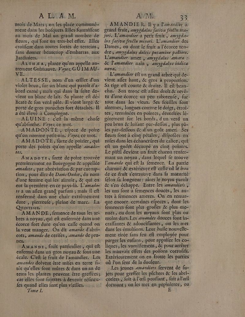 OU AUTANT M. mois de Mars ; on les placercommune- ment dans les-bofquers. Elles fourniffenc au mois de Mai un grand nombre de fleurs, qui fonc un très-bel effet. Elles croillent dans routes fortes de terreins , fans donner ‘beaucoup d’embarras. aux Jardiniers. toto 024 NE: A1Tx Æ A, plante qu'on appelle:au- trement Guimauve. Voyez: GU I M AU- VE. | Ha S 40 :. ALTESSE, nom d’un ‘œillet d’un violet brun, fur un blanc qui paroït d’a- bord cérné ; mais qui dans la fuite de- vient un blanc de lait. Sa plante eft dé- Hcare.&amp; fon verd pâle: Il vient large &amp; porte de gros panaches fort détachés: IL a été élevé à Compiegne. | ALUINE : c'eft la même ‘chofe qu'abfinthe. Voyez ce mot. ! “AMADONTE ,:efpece de poire qu'on nomme petit-oin. Voyez ce mot. AMADOTE, forte de bpoirier, qui porte des poires qu'on appelle «made tes. AMADOTE, forte de poire trouvée premiererment.en Bourgogne &amp; appellée amadote ; par: abréviation &amp;c-par corrup- tion, pour dire de Dame Oudot, du nom: d’une femme qui les aimoit, 8: qui en eut la premiere en ce pays-là. L'emzdo- re a unaffez grand parfum ; maïs il eft renfermé dans une chair extrêmement dure ,: pierreufe , pleine de marc: La QUINTINIE. nésFsioi ans : AMANDE,, femence de tous les ar- bres à noyau , qui eft enfermée dans une écorce fort dure qu'on cafle quand on la veut manger. On dit amande d'abri- cots, amande de ceriles , «amande de pru- nes. Wiré Log: AMANDE, fruit particulier, qui eft enfermé dans un gros noyau &amp; fous une. écale. C’eft le fruit de l’amandier. Les: amandes doivent être mifes en terre fi- tot qu’elles font mûres-&amp; dans un an de tems les plantes peuvent être greffées ; car ellés font fujettes-à devenir réfineu- fes quand elles font plus visilles. Tome I. AVE, 2 - AMANDIER, I ya lamardier à = À S- lus fativa frullu minori. L'amandier des Dames, ou dont le fruit a l'écorce ren- dre s amygdalus dulcis putamine palliore. L'amandier amer ,amygdalus amara : &amp; lamandier nain + -amygdalus indica AŒNG. ! : Ho el ISTINSEY L'amandier ét un grand arbre qui de- vient aflez haut, &amp; gros à proportion. Sa tige eft courte &amp; droite. Il eft’bran- chu. Son tronceft affez: droît &amp; revé- tu d’une écorce un peu raboteufe ; fur tout dans les vieux. Ses feuilles font alrernes, longues comme le doigt; étroi- tes , terminées en pointes, dentelées lé- peu brun &amp; luifant par-deffus , plus pà- les par-déflous &amp;c d'un goût amer: : Ses fleurs font-à cinq pétales!) difpofées en rofes dans les échancrüres du calice; qui eft un-godét découpé ‘en cinq :pointes. Le piftil devient un fruit charnu renfer- mant un noyau , dans lequel fe trouve l’'amande qui eft la femence. La partie charnuc .&amp;-extérieure eft celle où lé #rox dé ce fruit s’entrouve dans fa maturité felon fa longueur : alors le hoyau paroît &amp; s’en échappe. Entre les wrandiers , les uns font à femences douces, les au- tres à femences ameres. On en remar- que encore: certaines efpeces ; dont:les femences {ont plus grofles &amp;: plus me- nuës , ou dont les noyaux. font ‘plus: ou moins durs. Les æmendes douces font: in- craffantes &amp; adouciflantes , on les met dans les émulfions. Leur huile nouvelle- ment tirée fans feu eft employée pour purger les enfans:,: pour appaifer les co- liques; les vomiflemens , &amp; pourarrèrer les mauvais effets des poifons corrofifs. Extérieurement on.en frotte les parties où l’on fent de la douleur. | … Les jeunes æwandiers fervent de fu- jets pour srefler les pêchers &amp; les abri- cotiers .foit à l'œil pouflant , foit à l'œil dormant ; on les met en pepinieres, ou | F