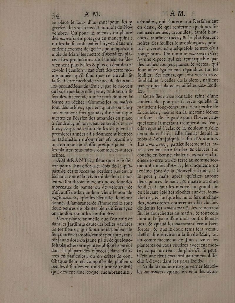 en place le long d’un mut pour Îles y arefter.: le vrai tems:eft au mois de No= vembre. Qu pour le mieux ,.on plante: des amandes en pots ou en manequins ;. on les laiffe ainfi pañler lhyver: dans un: endroitiexempt de:gelée ; pour {après au mois de Mars les mettre d'abord énpla<- ce. Les productions de l’année en dé- viennent plus belles &amp; plus en état dere-- me année qu'il faut que ce travail fe les: productions du fruit ,;:par le moyen du boisique lugrefle jetre, &amp;-dont‘on {8 fer dès:l4 feconde année pour donner:la! formé au pêcher. Comme les emardiers font des arbres, qui en quatre où cinq ans viennent fort grands, il ne faut que _ mettre en Février des amandes en place a l'endroit; où onveut enavoir des ar bres, &amp; prendre foin de les :élagueriles premieres années ';'ilsdonneront bientôt: là fatisfaction qu'on s'en eft promife outre qu'on ne réuflit préfque jamais à les planter tous: faits ; commé:les autres. atbres SE Share AIT TESE ‘AM ARAN TE ; fleur qui ne fe flé- tric point. ‘En:effet;, iles épis de la-plû- part de ces efpeces ne perdent pas en fe féchant roure:la vivaciré de leurs! cou- leurs.” On‘diroit fouvent que ce font des morceaux de panne ou de: velours ;:&amp; c'eftaufli delà que leur vienr:le nom de palfe-vélours., que les Fléuriftes leur ont donné. L'amarante:&amp; l'immortelle fonc: deux genres de plantes bien-diflérens ,&amp; on ne doit point les confondre. Cette plante annuelle que l’on cultive dânsles Jardins,à caufe des belles variétés: dé fes fleurs, qui font.rantôt couléur de. feu; tantôt cramoifi,tantôt pourpre , tan: tôt jatie doré on jaune pâle, &amp;quelque-. foisiblanchesouargentées,difpoféesen épi dans la plûpart des efpeces; ‘dans d’au- tres en panicules, ou en crêtes de coq: Chaque fleur eft compolée dé plufeurs: pétalès difpofées en rond autour du piftil,. qui. dévient: une: coque. membräneufe,, : À M. arrondie, qui s'ouvre tranfverfalement en deux :&amp; qui renferme quelques fe- mences-menuës; arrondies’, tantôt blan-- ches, tantôt carnées, &amp; le plus fouvent noires. Ses feuilles font oblongues ,.poin- tués ,: vertes &amp; quelquefois teintes d’un rouge brun. On nomme awarante tricce ler une efpece qui eft: remarquable par dés taches rouges, jaunes &amp; vertes, qui’ font aflez également: répanduës fur fes. feuilles. Ses fleurs:, qui fé verdâtres &amp;c femblables à celles de la blete, naïflent par. paquets dans les aillelles des feuil… fesbuilo ad cet reRer Qu te Cetre fleur a un:panache teint’ d’une couleur de: pourpre fi vive qu’elle fe maintient long-tems fans rien perdre de fa couleur ; même en la mettant fécher. au four : elle fe garde pour l'hyver , au-- quel tems la mettant tremper dans l’eau, elle reprend l’éclar &amp; la couleur qu'elle avoir dans l'été’ Elle fleurit depuis le: mois d’Août: jufqu’à la fin d'Automne. . Les.amarantes , particulierement les ra res, veulent être femées &amp; élevées fur couche en’bonne chaleur, avec des clo- ches de verre ou de rerre au:commence-- ment du :mois d'Avril , le cinquiéme où fixiéme jour:de la Nouvelle: Lune ; :s'il. fe peut ; mais après qu’elles: auront dèux pouces de haut , &amp; quatre ou cinq. feuilles, il faut les-mettre au grand air. enlevant lefdites cloches fur.des four- chettes, &amp; lorfque les nuits feront. chau- des , vous ôterez entierementiles cloches de-deflus les æmiaranres &amp; les remettrez: fur les fourchettes au matin, &amp;toutcela. durant l'efpace d’un mois ou fix femai-. nes ; &amp; quand les a#sarantes feront bien. fortes, &amp; que le doux tems fera venu, c'eftà-dire environ à la fin de:Maï’, ou: au commencement de Juin , vous les. planterez où vous voudrez avec leur mot-- te, &amp; par un tems de pluie s’il fe peut.. C'eft une fleur extraordinairement difh-- cile à élever dans les pays froids. : Voilà la maniere de gouverner les bel=- les amarantes, quandon veut les. avoir: