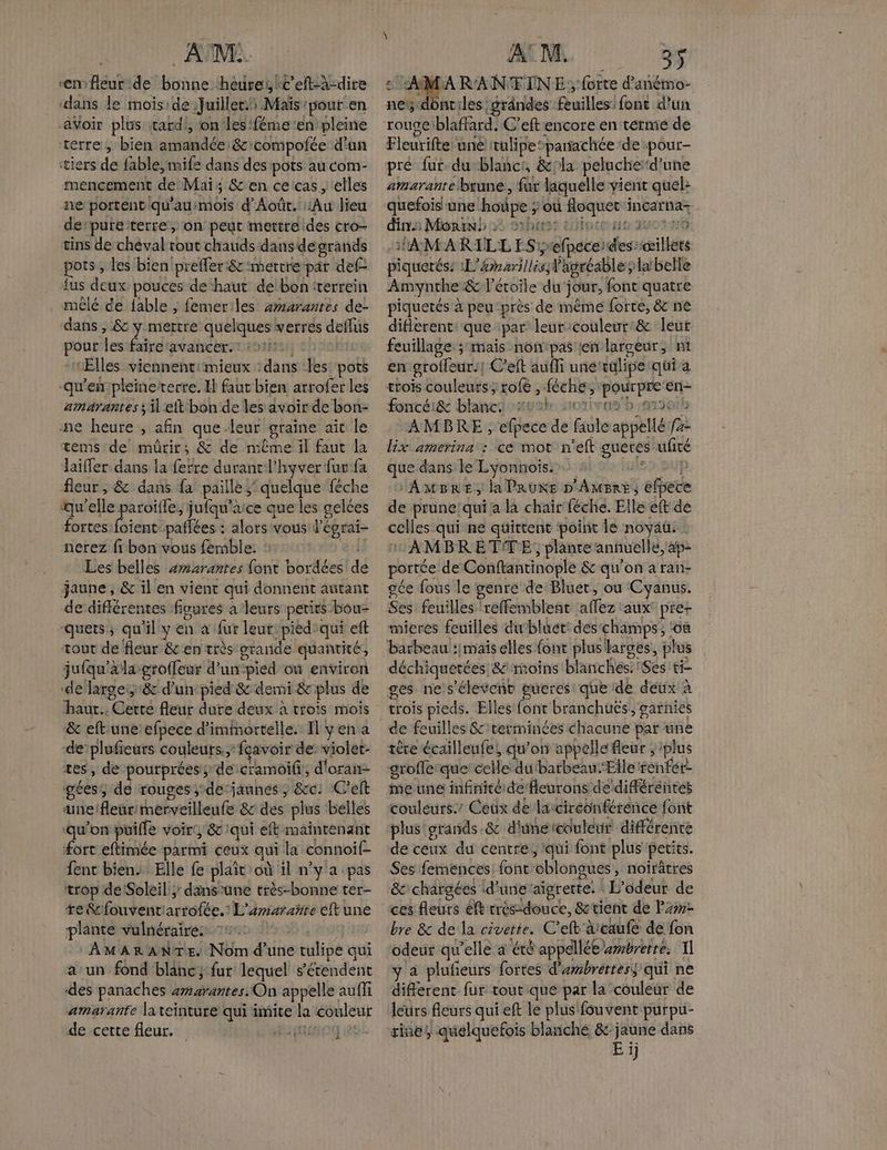 AM. “enfleur de bonne hèure, t’eft-à-dire ‘dans le moiside Juiller:i \ Maïs ‘pour en avoir plus tard, on les féme'en pleine terre, bien amandée: 8e: ‘compoiée d’un tiers de fable, mife dans des pots au com- mencement de Mai; &amp; en ceicas, elles ne portent qu'ausmois d'Aoûr. Au lieu detpureterre, on peut mettre des cro- tins de chéval tout chauds dans degrands pots , les bien'prefler:&amp; mettre par def Jus deux pouces de ‘haut de bon :terrein mêlé de fable ; femerles 2#24rantes de- dans , 8: y mettre Miss verres deflus bé es faire avancer.” ‘Elles viennent: mieux que Le pots qu'en pleine’terte. Il faut bien atrofer les amarantes ; il eit bon de les avoir de bon- ne heure , afin que.leur graine aïît le tems de NA &amp; de même il faut la laiffer dans la ferre durant l'hyver fur fa fleur , &amp; dans fa paille ;' ‘quelque féche Qu'elle paroïfle, jufqu’ace que les gelées fortes foient pañfées : alors vous l'égrai- nerez fi bon vous femble: Les belles #marantes {ont bordées ki jaune, &amp; il en vient qui donnent autant de diflérentes fivures a leurs petits bou ques; qu'il y en à fur leur. piéd'qui eft tout de fleur &amp;en très grande quantité, juiqu'àla groffeur d'un “pied où environ de larges &amp; d’un pied &amp; demi &amp; plus de haut. Ge fleur dure deux à trois mois &amp; eft une efpece d’immortelle.: Il y en a -de’plufieurs couleurs, fcavoir de: violet- tes, de pourpréess de cramoif,, d'oran gées, de rouges; de jaunes, … Cet üne'fleur merveilleule &amp; des plus belles ‘qu’on puifle voir, &amp; qui eft maintenant fort eftimée parmi ceux qui la connoi£- fent bien Elle fe plait où il n'y a pas trop de Soleil; dansüne très-bonne ter- +e Gfouvent: arrofée, L’ amatañte en une plante vulnéraire: AMARANTE. Nom d’une srulisé qui a un fond blanc; fur lequel s'étendent des panaches awarantes. On appelle auffi amarante la teinture qui imite ia si de cette fleur. bat | 2] AT M. 35 “AMARANTFINE; forte d'añémo- nes dontiles: :grândes bail ce font d’un pré fut du blanc:, &amp;/la pelache d'une amarante brune , fur laquelle vient quel: dira Morin 2° Shut edtocos AMARILLES, “a CE! des: did piquetés: :L’ Sharing digréable: labelle Amynthe &amp; l'étoile du jour, font quatre piquetés à peu près de même forte, &amp; ne diflerent: que par leur couleur:&amp; leur en atoffeur: C’eft auffi une valipe qui a trois couleurs; rofe , féche, ro en- foncéisr blancioavah:soriva8b e79erb AMBRE, efpece de Ele appellé. fi lix amerina : ce mot n'eft __. ufiré que dans le Lyonnois. 'AMBRE, la PRUXE D LA DRE efpece de prune! qui a la chair féche. Elle eft de +: AMBREÈTITE ; plante annuelle, ape portée de Conftantinople &amp; qu'on a ran- gée fous le genre de Bluet, ou Cyanus. mieres feuilles du bluët: des: champs; “où déchiquetées 8 moins bl arr Messi Ses tt- ges nes 'élevent gueres: que ide deux à trois “Heu Elles font branchuüës, garnies tête écailleufe, qu'on appelle fleur ; plus ie une infnité de fleurons de différéntes couleurs.’ Ceux de larcireonférénce font plus grands. &amp; d'inétcouteur différenre de ceux du centre, qui font plus petits. Ses femences font eblongues noirâtres &amp; chargées d’une aigrerte. L'’odeur de bre &amp; de la civette. C eft àcaufe de fon odeur qu'elle a été appelée æmbrerre. Il y à plufieurs fortes d'embréttes qui ne différent fur tout que par la couleur de leurs fleurs qui eft le plus fouvent purpu- rines quelquefois blanche &amp; hi dans