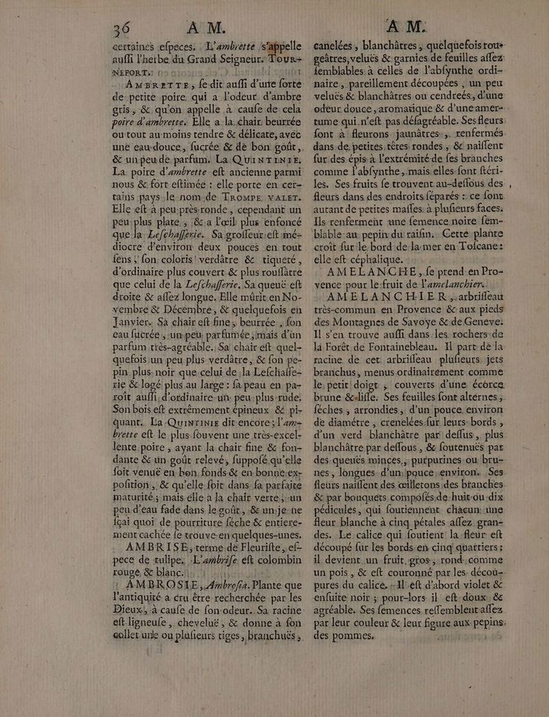 N . NEFORT: 19.8100! HA AMBRETTE; de-petite poire qui a l'odeur d'ambre gris, &amp; qu'on appelle à caufe de cela poire d'ambrette. Elle a.la chair beurrée ou:tout au moins tendre &amp; délicate, avec &amp; unpeu de parfum. La: Qui N TENTE, Elle eft-à peu-près:ronde, cependant un peu:plus plate ; &amp;:a œil plus enfoncé que:la Le/chaferie. Sa groffeur:eft mé- diocre d'environ deux pouces en. tout {ens ; fon: coloris! verdâtre &amp; tiqueté, d'ordinaire plus couvert &amp; plus roufâtre que celui de la Lefchafferie. Sa queut eft droite &amp; aflez longue. Elle mûrit.en No- vembre &amp; Décembre, &amp; quelquefois en Janvier. Sa cliair eft fine; beurrée., fon eau fucrée, -un-peu parfumée ;imaïs d’ün parfum très-agréable.: Sa chair eft quel- quefois un peu. plus verdâtre, &amp; fon pe- pin. plus: noir que.celui de la Lefchaffe- rie &amp; logé plus au large : fa. peau en pa- roït aufli, d’ordinaire-un. peu:plus-rude, Son bois eft extrèmement épineux &amp; pi quant. La Quinris dit encore; l’a brette eft le plus-fouvent une très-excel- lente.poire ; ayant la chair fine &amp; fon- dante &amp; un.goûc relevé, fuppofé qu’elle foit venuë en bon. fonds-&amp; en bonne:ex- poftion , &amp; qu'elle foir dans: fa parfaite maturité;; mais élle.a la chair verte ;-un peu d'eau fade dans le soût, :&amp; un.je-ne {çai quoi de pourriture féche &amp; entiere- ment cachée {e trouve-en quelques-unes, AMBRISE;-terme.de Fleurifte, ef- pece de tulipe. ‘L'embrife. éft colombin rougé, &amp; blanc:}, 1 . jui : AMBROSTE;.4imbro/sa. Plante que l'antiquité à cru être recherchée par les | canelées , blanchâtres ; quelquefois rous- geâtres,veluës &amp;:garnies de feuilles affez: femblables. à celles de l'abfynthe ordi- naire, pareillement découpées , un peu veluës &amp; blanchâtres ou cendreés:, d’une tume qui.n’eft pas défagréable. Ses fleurs: font à fleurons. jaunâtres:,. renfermés. dans.de petites.têtes rondes ; &amp; naiflenc fur des épis à l'extrémité de fes branches comme l’abfynthe ,.mais elles. font ftéri- les. Ses fruits fe trouvent.au-deffous des fleurs dans des endroits féparés :: ce font autant de petites males: à plufieurs faces: Ils renferment une femence noire fem- ‘blable:an: pepin: du raifin.. Cette plante croît fur:le, bord de-la-mer en Tofcane: elle eft céphalique. AMELANCHE ,.fe prend:en Pro- vence pour le:fruit de l'amelanchien AMELANCHIER ,.arbrifleau très-commun en Provence &amp;c aux pieds des Montagnes de Savoye &amp; de Geneve: Il s’en trouve auffi dans les rochers:de là Forèt de Fontainebleau. Il part de la racine de cet: arbrifleau Apr jets branchus, menus.ordinairement comme le petit doigt ; couverts d’une écorce brune &amp;xlifle. Ses feuilles font altérnes;. féches ; arrondies; d’un pouce. environ de diamétre , crenelées-fur leurs-bords , d'un verd blanchâtre par deflus,. plus: blanchâtre par deffous , &amp; foutenués par nes, longues d'un; pouce environ! Ses. fleurs naïflent des œillerons.des branches &amp; par bouquets compolés,de:huit'ou dix pédiculés, qui foutiennent. chacun: une fleur blanche à cinq pétales aflez gran- des. Le calice qui foutient' la fleur eft découpé fur les bords-en cinq! quartiers: il devient un fruit, gros, rond-.comme un pois , &amp; eft couronné par les, décou-- pures du calice, :-H°eft d’abord violet &amp;c. enfuite noir ; pour-lors il eft-doux. &amp; agréable. Ses femences reffemblentaflez. par leur couleur &amp; leur figure aux pepins: des pommes. Hp 40