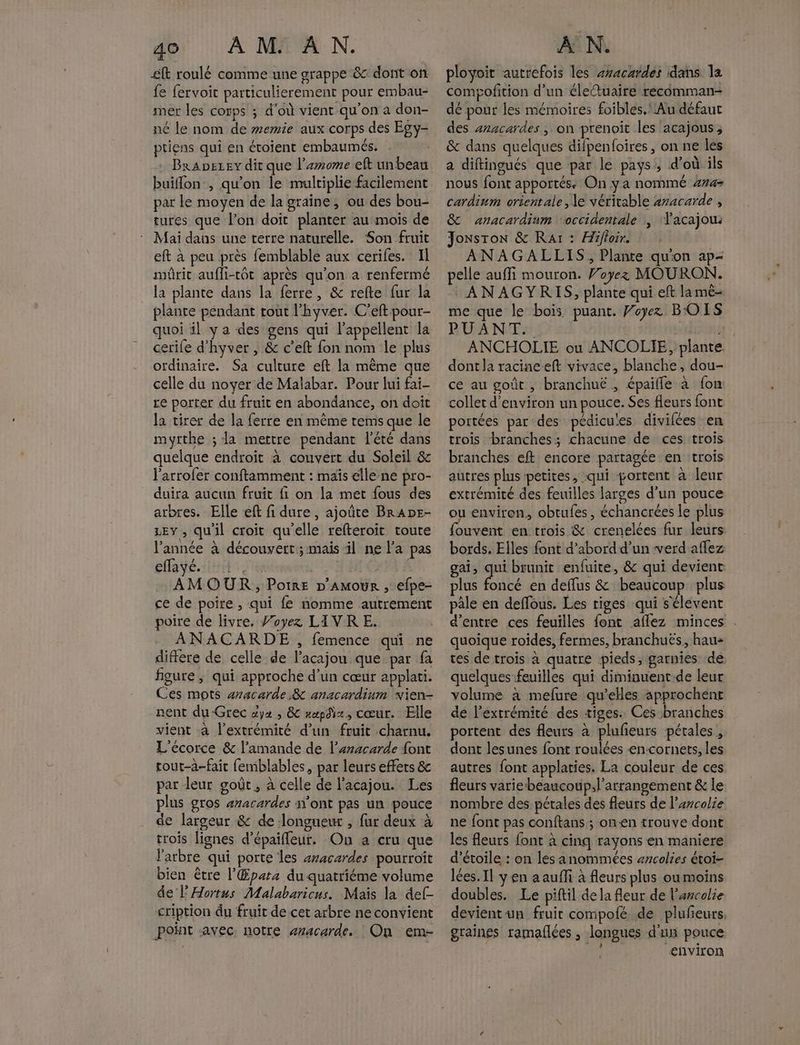 £ft roulé comme une grappe & dont on fe fervoic particulierement pour embau- mer les corps ; d’où vient qu'on a don- né le nom de memie aux corps des Egy- ptiens qui en étoient embaumés. Brapezey dit que l’emome eft un beau buiflon , qu'on le multiplie facilement par le moyen de la graine, ou des bou- tures que l’on doit planter au mois de Mai daus une terre naturelle. Son fruit eft à peu près femblable aux cerifes. Il mûrit aufli-tôt après qu'on a renfermé la plante dans la ferre, & refte fur la plante pendant tout l'hyver. C'eft pour- quoi il ya des gens qui l’appellent la cerife d’hyver , & c’eft fon nom le plus ordinaire. Sa culture eft la même que celle du noyer de Malabar. Pour lui fai- re porter du fruit en abondance, on doit la tirer de la ferre en même tems que le myrthe ; la mettre pendant l'été dans quelque endroit à couvert du Soleil & l'arrofer conftamment : maïs elle ne pro- duira aucun fruit fi on la met fous des arbres. Elle eft fi dure, ajoûte BrADE- LEY , quil croit qu'elle refteroit toute l’année à découvert ; mais il ne l'a pas éMaÿé it, | | AMOUR , Poire p’AMoUR , efpe- ce de poire , qui fe nomme autrement poire de livre. Voyez LIVR E. ANACARDE , femence qui ne difere de celle de l’acajou que par fa figure, qui approche d’un cœur applati. Ces mots aracarde & anacardium vien- nent du-Grec dyz , & rapdix, cœur. Elle vient à l’extrémité d’un fruit .charnu. L'écorce & l’amande de l’anacarde font gout-a-fait femblables, par leurs effers & par leur goût, à celle de l'acajou. Les plus gros aracardes n’ont pas un pouce de largeur & de longueur , fur deux à trois lignes d’épaifleur. On a cru que l'arbre qui porte les aracardes pourroît bien être l’'Œpata du quatriéme volume de ’Hortus Malabaricus. Maïs la def- cription du fruit de cet arbre ne convient point avec. notre anacarde. On em- ployoit autrefois les avacardes dans la compofition d'un élettuaire recomman- dé pour les mémoires foibles.* Au défaut des anacardes ; on prenoit les acajous, & dans quelques difpenloires, on ne les a diftingués que par le pays, d’où ils nous font apportés On y a nommé ##4- cardinm orientale , le véritable aracarde , & anacardium ‘occidentale | Yacajou. Jonsron & Rar : Hifioir. ANAGAELLIS, Plante qu'on ap- pelle aufli mouron. Voyez MOURON. :ANAGYRIS, plante qui eft la mé- me que le bois puant. Woyez BOIS ROMA NF 74 ANCHOLIE ou ANCOLIE, plante dont la racineeft vivace, blanche, dou- ce au goût , branchuë , épailfe à fon collet d'environ un pouce. Ses leurs font portées par des pédicu'es divifées en trois branches; chacune de ces trois branches eft encore partagée en trois autres plus petites, :qui portent à leur extrémité des feuilles larges d’un pouce ou environ, obtufes, échancrées le plus ouvent en trois & crenelées fur leurs bords. Elles font d’abord d’un verd affez gai, se brunit enfuite, & qui devient: plus foncé en deffus & beaucoup plus pâle en deffous. Les tiges qui sélevent d’entre ces feuilles font aflez minces . quoique roides, fermes, branchuës, hau+ tes de trois à quatre pieds, garnies de quelques feuilles qui diminuent-de leur volume à mefure qu’elles approchent dé l'extrémité des tiges. Ces branches portent des fleurs à plufeurs pétales, dont lesunes font roulées en-cornets, les autres font applaties. La couleur de ces fleurs varie beaucoup;l’arrangement & le nombre des pétales des fleurs de l’arcolie ne font pas conftans ; onen trouve dont les fleurs font à cinq rayons en maniere d'étoile : on les anommées #rcolies étoi- lées.Il yen a auffi à fleurs plus ou moins doubles. Le piftil de la fleur de l’ascolie devient-un fruir compofé de plufieurs, graines ramaflées , longues d'ux pouce 16 environ