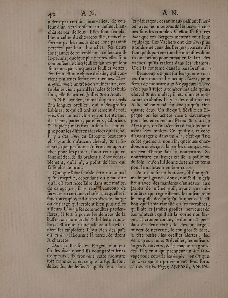 à deux par certains intervalles, de cou- leur d’un verd obfcur par deflus, blan- châtres par deffous. Elles font {embla- bles à celles du chevrefeuille, mais elles fortent parles nœuds &amp;ne font pas ainfi percées par leurs branches. Ses fleurs font jaunes &amp; reflemblent à celles de mil- le-pertuis ; quoique plus petites elles font compofées de cinq feuilles jaunes qui font fourenués par cinqauttes feuilles vertes ; fon fruit eft une Liu debaïe, qui.con- tient plufieurs femences menuës. L'er- drofemumelt un très-bon vulnéraire; cet- te plante vient parmiles haies &amp; les buif- {ons, elle feurit en Juillet &amp; en Août. AN E, baudet, animal à quatre pieds &amp; à longues oreilles, qui a desgrofies babines , &amp; qui eft ordinairement de poil gris. Cet animal vit environ trente ans; il eft lent, patient, pareffeux , laborieux &amp; ftupide ; mais fort utile à la campa- one pour les différens fervices qu’il rend. M ya des 2res en Efpagne beaucoup plus grands qu'aucun cheval, &amp; fi fu- rieux, que perfonne n’oferoit en appro- cher pour les panfer , finon ceux qui en font métier, &amp; ils braient fi épouventa- blement, qu'il nya point de lon qui fafle plus de bruit. Quoique l'ére femble être un animal qu’on méprile, cependant on peut dire qu’il eft fort néceffaîre dans une maïfon de campagne; il y Se A A de fervices en certaines chofes, auxquelles il fandroitemployer d’autres bêres de charge ou detirage qui feroient bien plus utiles ailleurs. L’ere a fes commodités particu- lieres, il fert à porter les denrées de la baffe-cour au marché &amp; le bled au mou- Fin ; c’eft à quoi principalement les Meu- niers les emploient. Il ÿ a bien des païs où les Zzes labourent la terre, &amp; tirent la charette. Dans la Breffe les Bergers montent fur les 47es quand ils vont garder leurs troupeaux; ils trouvent cette monture fort commode, en ce que lorfqu'ils font defcendus de deffus &amp; qu'ils font dans. les pâturages , ces animaux païllent her be avec les moutons &amp; les bêres à cor: nes fans les troubler. C’eft aufli fur ces anes que ces Bergers mettent tout leur équipage. Les Vachers ont des 4res plus | grands que ceux des Bergers , parce qu'il faut qu'ils portent tous les uftenfiles dont ils ont befoïn pour ramaller Le lait des vaches qu'ils traient dans les champs. C’eft la coutume dans le païs Breffan. « Beaucoup de gens fur les grandes rou- tes font nourrir beaucoup d’ares, pour fervir de monture aux Voyageurs. L’xe n’eft pasfi fujet à romber malade qu'un cheval &amp; un mulet; il eft d’un tempé- rament robufte. Il y a des endroits en Halie où on vend un #re jufqu'à cin- quante écus. On dit qu'a Séville en Ef pagne on les achete même davantage pour les envoyer au Pérou &amp; dans Je Mexique, où l’on s’en fertd’éralons pour avoir des mulets. Ce quil y a encore d'avantageux dans un 4%e,ceft qu’ilne coûte gueres à nourrir ; quelques char- dons broutés ça &amp; là par les champs avec un peu d'herbe fait fa nourriture. Sa nourriture en hyver eft de la paille où du foin, qu’on lui donne de tems. en tems pour le maintenir en bon Corps. Pour choïifir un bon 4%e, 1l faut qu'il ait le poil grand , doux , uni &amp; d'un oris brun avec des manieres d'anneaux aux jarrets de même poil, ayant une raie noîrâtre qui regne depuis le mufeau tout le Jong du dos jufqu’à la queué. Il eft bon qu'il foit ramaflé en fes membres, qu il ait les jambes groffes, nerveufes &amp; bas jointées : qu’il ait la corne non Jar- ge , la croupe ronde, Je dos uni &amp; pen dant des deux côtés, le devant large , ouvert &amp; nerveux, le cou gros &amp; fort. yeux gros , noirs &amp;éveillés, les nafeaux: larges &amp; ouverts, &amp; les machoires gran des. Il y en a qui LE dr un 4e fau vage pour couvrir les anefes : on dit que les 2xes qui en proviennent font forts &amp; très-actifs. Voyez ANESSE , ANON.