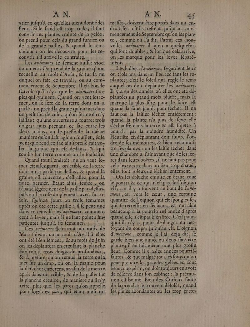 vrier jufqu’à ce qu'elles. aient donné des fleurs. Si le froid eft crop rude, il faut couvrir ces plantes crainte de la gelée : on prend pour cela du grand fumier ou de la grande paille, & quand le rems s'adoucit on les découvre. pour. les re- couvrir sil arrive le contraite. Les anémones fe. {ement.aufli : vioci comment. On prend de la graine q'uon recueille au mois d'Août, & fur la fin duquel on fait ce travail, ou au com- mencement de Septembre. Il eft bun de fçavoir qu'il n’y a que les axémones fim- ples qui grainent. Quand on: veut les fe- mer, on fe fert de la terre dont on: a parlé : on prend la graine qu’on met dans un petit fac de cuir, qu’on ferme en n’y laiflant qu'une ouverture à fourrer trois doigts; puis prenant ce fac.entre les deux mains, on le. prefle de la: même manière qu'on fait agir un foufflet:, &le ventque rend ce fac ain preffé fait vo- Jer la graine qui. eft dedans, &. qui tombe fur terre comme:on le fouhaite. Quand tout l'endroit qu'on veut fe- mer eft allez garni, on crible de laterre dont on.a parlé par deflus,,& quand la graine eft couverte, c'eftiaflez, pour, la faire germer. Etant ain, femée,. on répand légérement de la paille par-deffus, puis on l’arrofe amplement avec l'arro- foir. Quinze jours ou trois femaines après:on ôte cette paille :, il fe peut que dans ce tems-la-les +rémones , commen cent à:lever; mais il nefaut point s’im- patienter jufqu'à fx femaines., 01 … Ces avémones fleuriront | au mois .de Mars fuivant ou au mois d'Avril fi elles ont été bien femées, &au mois de Juin on lès déplantera en,creufant la planche Environ a trois doigts.de profondeur ; &\a,mefureiqu on remué la terre onla, met fur.un drap. où on: la manie pour, la détacher entierement,afin de la mettre après dans'un, crible, & de la palfer fur la planche creufce, de maniere qu'il n’y refte. plus que Îles. pates qu'on appelle droit fec où ils reftent jufqu'au com- mencement deSeprembre qu'on les plan- te, comme on l'a dit. Parmi ces -nou- velles ærémones il y en a quelquefois qui font doubles ;,& lorfque cela arrive, on.les marque! pour les lever féparé- ment, # | Les bulbes d’anémones {e gardent deux où trois ans.dans un lieu fec fans les re- planter; c’eft le foleil qui regle le tems auquel on doit déplanter les anémones, Il y.a eu des années où elles ont êté de- plantées un .grand mois. plutôt, mais, la quand la fane jaunit pour fécher. Il ne faut pas la laifler fécher entiérement: quand la plante n'a plus de :feve :ellé s’échauffe dans la terre & eft fujette à pourrir par la moindre humidité. Un Fleurifte en déplantant doit fuivre l’oc- dre.de fes mémoires, & bien reconnoi- tre, fes plantes: on:les laïffe fécher dans une chambre à lairavant que de les fer- rer dans leurs boëtes ; il ne faut pas pour cela les mettre dans un lieu trop chaud, elles {ont mieux de fécher lentement. On: les épluche enfuite,en Grant. tout le pourri & ce qui .n’eft.pas de:l'oignon vif;,çar il y a fouvent au bout de l’aye= mone ou. vets le cœur , une, certaine quantité de l'oignon quieft fpongieule, qui fe rétreffit en féchant,,. & qui aide beaucoup à la pourriturel’année d'apres quand elle n’eftipas bien ôtée. C'eft pour- quoi il; n°ÿ a, point de danger en net- toyant de couper jufqu'au vif. L'otgnon, d'anémone , comme je l'ai. déja dit, fe garde bien une année ou deux fans être plantés.il en fait même une- plus: grofle fleur. Comme il y,a.des années pourrif-; fantes., & que maleré rousles foins qu'on peutprendre les grandes gelées.en fonc. beaucoup périr ,on doittoujoursenayoir de réferve dans fon cabinet : la précau- tion eft bonne. Bien des Curieux faute de la prendre fe trouvent défolés, quand les pluies abondantes ou les trop fortes