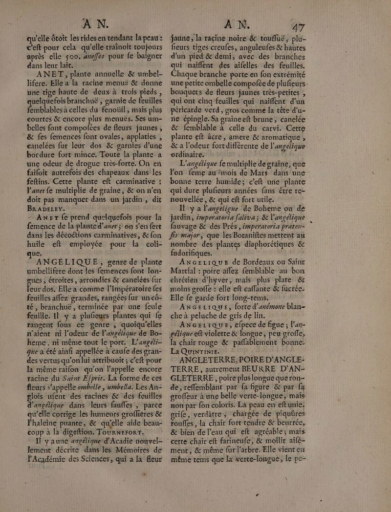 qu’elle êtoit les rides en tendant la peau: c'eft pour cela qu’elle trainoit toujours après elle 500. 4effes pour fe baïgner dans leur lait. - ANET, plante annuelle & umbel- lifere. Elle a la racine menuë & donne une tige haute de deux à trois ttes , uelquefois branchuë , garnie de feuilles Érmblables à celles du fenoüil , mais plus courtes & encore plus menuës. Ses um- belles font ipulées de fleurs jaunes , & fes femences font ovales, applaties , eanelées fur leur dos & garnies d'une bordure fort mince. Toute la plante à une odeur de drogue très-forte. On en faifoit autrefois des chapeaux dans les feftins. Cette plante eft carminative : Vaner fe multiplie de graine, & on n'en doit pas manquer dans un jardin, dit BRADELEY. ANET {e prend quelquefois pour Îa femence de la-plante d’axer ;! on s’en fert dans les décoétions carminatives, & fon huile eft employée pour la coli- que. ANGELIQUE, genre de plante umbellifere dont les femences font lon- gues , étroites, arrondies & canelées fur feur dos. Ellé a comme l’Impératoire fes feuilles affez grandes, rangées fur un cô- té, branchuë, terminée par une feule feuille. 11 y à plufeurs plantes qui fe rangent fous ce genre , quoiqu'elles n'aient ni l'odeur de l’engélique de Bo- heme, ni même tout le port. L'argéli- que à été ainfi appellée à caufe des gran- des vertus qu'on lui attribuoït ; c'eft pour Ja même raifon qu'on l'appelle encore racine du Saint Efprir. La forme de ces fleurs s'appelle ombelle | umbella. Les An- glois ufenc des racines & des feuilles d'angélique dans leurs fauffes , parce qu’elle corrige les humeurs groflieres & Fhaleine puante, & quelle aide beau- coup à la digeftion. TouRNEFORT. Il yaune ergélique d'Acadie nouvel- lement décrite dans lés Mémoires de FAcadémie des Sciences, qui a la fleur - RCA À N, | 47 jaune , la racine noire & touffuë, plu- fieurs tiges creufes, anguleufes & hautes d'un pied & demi, avec des branches qui naiflent des aifelles des feuilles. Chaque branche porte en fon extrémité une petite ombelle compofée de plufieurs bouquets de fleurs jaunes très-petites , qui ont cinq feuilles qui naïffent d’un ne épingle. Sa graineeft brune, canelée & femblable à celle du carvi. Cette plante eft âcre, amere & aromatique , & a l'odeur fortdifférente de l'angélique ordinaire. GE L'angélique fe multiplie de graine, que fon feme au mois de Mars dans une - bonne terre humide; c'eft une plante qui dure plufeurs années fans être re- nouvellée , & qui eft fort utile. Il y a Pasgeligue de Boheme où de jardin, émperatoria [aliva; & 'angélique fauvage & des Prés, émperatoriæ prateu- Jés major, que les Botaniftes mettent au nombre des plantes diaphorctiques & fudorifiques. ANGELIQUE de Bordeaux ou Saint Martial : poire affez {emblable au bon chrétien d’hyver, mais plus plate & moins sroffe : elle eft caffante & fucrée. Elle fe garde fort long-tems. ANGELIQUE, forte d’enémone blan- che à peluche de gris de lin. ANGEBLIQUE, elpece de figue ; l’##- gélique et violette & longue, peu srofe, la chair rouge & paflablement bonne. Éa QuiNTINIE. ANGLETERRE, POIRE D'ANGLE- TERRE, autrement BEURRE D'AN- GLETERRE , poire pluslongue que ron- de ,refflemblant par fa figure & par fa groffeur à une belle verte-longue, mais non par {on coloris. La peau en eftunie. orife, verdâtre,; chargée de piquûres roufles, la chair fort tendre & beurrée, & bien de l'eau qui eft agréable; mais ment, & même fur l'arbre. Elle vient en même tems que la verce-longue, le pe-