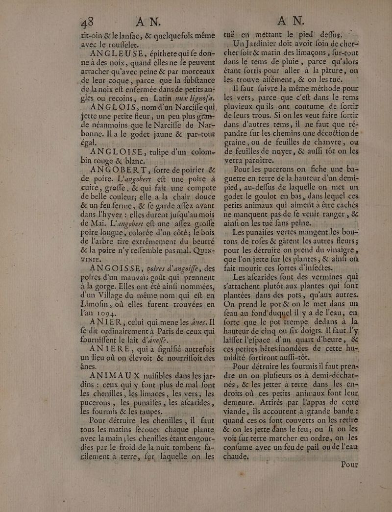 tit-oin &amp; le lanfac, &amp; quelquefois même avec le rouflelet. ANGLEUSE, épithete qui fe don- ne à des noix, quand elles ne fe peuvent de leur coque, parce que la fubftance de la noix eft enfermée dans de petits an: gles ou recoins, en Latin :#ux lignofa. ANGLOIS, nomd'un Narcifle qui, jette une petite fleur, un peu plus vran- de néanmoins que le Narcifle de Nar- bonne. Il a le godet jaune &amp; par-tout égal. ANGLOISE, tulipe d’un colom- bin rouge &amp; blanc. ANGOBERT, forte depoirier &amp; de poire. L'ergobert eft une poire a cuire, grofle , &amp; qui fait une compote de belle couleur; elle a la chair douce &amp;. un feu ferme, &amp; fe garde aflez avant dans l’hyver : elles durent jufqu’au mois de Mai. L’angobert eft une aflez grolle poire longue, colorée d’un côté; le bois de l'arbre tire extrêmement du béurré &amp; la peire n’y reffemble pas mal. Quix- TINIE. ANGOISSE, poires d'angoifle, des a la gorge. Elles ont été ainfi nommées, d'un Village du même nom qui eft en Limofn, où elles furent trouvées en Pan 1094. » dit | À NIER,, celui qui mene les ses. Il {e dit ordinairement à Paris de ceux qui fourniflent le lait d’arefe. | ANIERE, quia fignifié autrefois un lieu où on élevoit &amp; nourrifloit des ânes. ANIMAUX nuilbles dans les jar- dins : ceux qui y font plus de mal font les chenilles, les limaces, les vers, les pucerons, les punailes , les afcarides, les fourmis &amp; les taupes. … | Pour détruire les chenilles , il faut tous les matins fecouer chaque plante avec la main ;les chenilles étant engour- dies par le froid de la nuit rombent fa- cilement à terre, {ur laquelle on. les tué en méttant le pied deffus: … Un Jardinier doit avoir foin decher= cher foir &amp; matin des limaçons , fur-tout dans le tems de pluie, parce qu’alors étant fortis pour aller à la pâture, on les trouve aifément, &amp; on les tuc. Il faut fuivre la même méthode pour les vers, parce que c’eft dans le rems pluvieux qu'ils ont coutume de fortir de leurs trous. Si on les veut faire fortir dans d’autres tems, il ne faut que ré- pandre fur les chemins une décoétion de graine, ou .de feuilles de chanvre, ou de feuilles de noyer, &amp; aufli tôt on les verra paroïtre. Pour les pucerons on fiche une ba- guette en terre de la hauteur d’un demi- pied, au-deffus de laquelle on met un godet le goulot en bas, dans lequel ces petits animaux qui aiment a être cachés ne manquent pas de fe venir ranger , &amp; ainfi on les tuë fans peine. Les punailes vertes mangent.les bou- tons de rofes &amp; gârent les autres fleurs; pour les détruire on prend du vinaigre, que l’on jette fur les plantes; &amp; ainfi on fait mourir ces fortes d'infectes. Les afcarides font des vermines qui s’attachent plutôt.aux plantes qui font plantées dans des pots, qu'aux autres. On prend le pot &amp; on le met dans un feau au fond'duquel il y a de l'eau, en forte que le pot trempe dedans à la hauteur de cinq ou fix doiots. 1] faut l'y laiffer l'efpace d’un quart d'heure, &amp; ces petites bêtesinondées de cette hu= midité fortiront aufli-tôt. … Pour détruire les fourmis il faut pren< dre un ou plufieurs os à demi-déchar- nés, &amp; les jetter à rerre dans les. en- droits où. ces petits animaux font leur demeure. Attirés ;par l’appas de certe viande, ils accourent à grande bande : quand ces os font couverts on les retire &amp;c on les jette dans le feu; ou fi on les voir fur terre marcher en ordre, an les confume avec un feu de pail ou de l'eau chaude, Pour