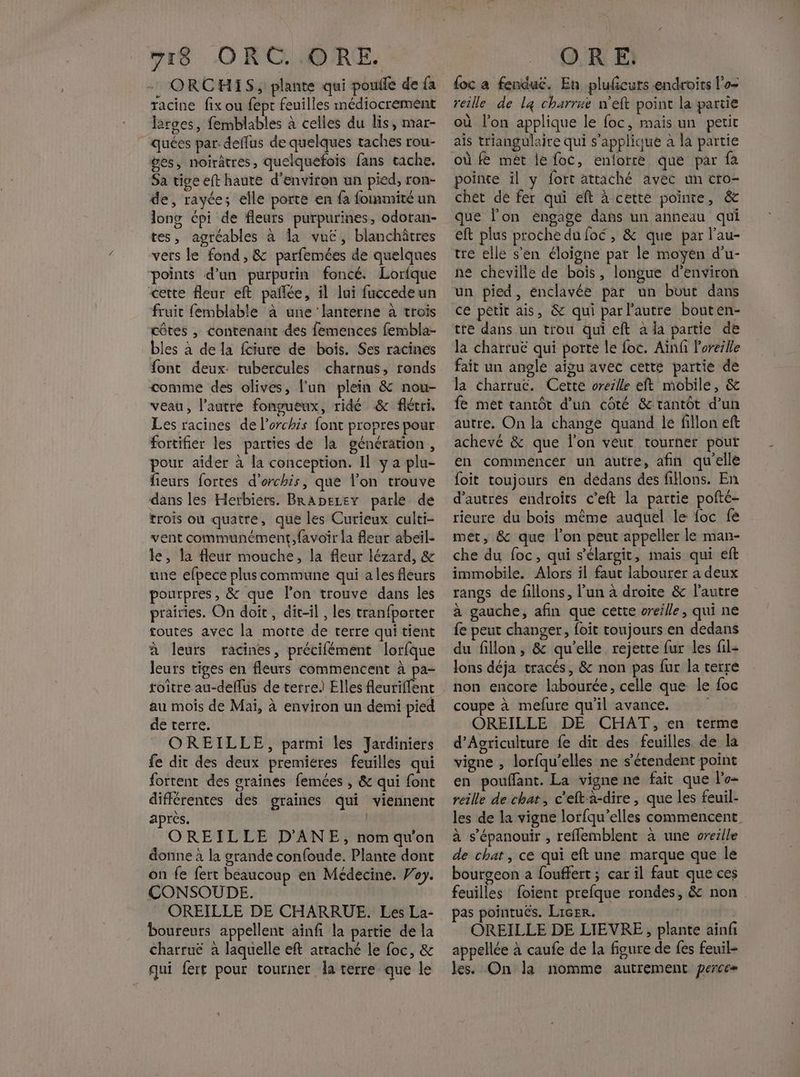 ORCHIS, plante qui pouile de fa racine fix ou fept feuilles médiocrement larges, femblables à celles du lis, mar- _quées par: deflus de quelques taches rou- ges, noirâtres, quelquefois fans cache. Sa tive eft haute d'environ un pied, ron- de, rayée; elle porte en fa foinmité un long épi de fleurs purpurines, odoran- tes, agréables à la vue, blanchâtres vers le fond , &amp; parfemées de quelques points d’un purpurin foncé. Lorfque cette fleur eft pañlée, il lui fuccedeun fruit femblable à une lanterne à trois côtes , contenant des femences fembla- bles à de la fciure de bois. Ses racines font deux: rubercules charnus, ronds comme des olives, l'un plein &amp; nou- veau, l’aatre fongueux, ridé &amp; flécri. Les racines de lorchis font propres pour fortifier les parties de la génération, pour aider à la conception. Il y a plu- fieurs fortes d’orchis, que l’on trouve dans les Herbiers. BRADEzEY parle de trois où quatre, que les Curieux culti- vent communément, favoir la Aeur abeil. le, la fleur mouche, la fleur lézard, &amp; une efbece plus commune qui ales fleurs pourpres, &amp; que l’on trouve dans les prairies. On doit, dit-il , les tranfporter toutes avec la morte de terre qui tient à leurs racines, précifément lorfque leurs tiges en fleurs commencent à pa- au mois de Mai, à environ un demi pied de terre. OREILLE, parmi les Jardiniers fe dit des deux premieres feuilles qui fortent des graines femées , &amp; qui font différentes des graines qui viennent après. OREILLE D'ANE, nom qu'on donne à la grande confoude. Plante dont on fe fert beaucoup en Médecine. Pay. CONSOUDE. OREILLE DE CHARRUE. Les La- boureurs appellent ainfi la partie de la charruë à laquelle eft arraché le foc, &amp; qui fers pour tourner la terre que le {oc a fenduc. En pluficuts endroits l'o- reille de l4 charruë n'eft point la partie où lon applique le foc, mais un petit ais triangulaire qui s'applique à la partie où fe mét le foc, enlorrè que par fa pointe il y fort attaché avec un cro- chet de fer qui eft à cette pointe, &amp; que l'on engage dans un anneau qui eft plus proche du foc, &amp; que par l’au- tre elle s'en éloigne par le moyen d’u- ne cheville de bois, longue d'environ un pied, enclavée par un bout dans ce petit ais, &amp; qui par l'autre bouten- tre dans un trou qui eft a la partie de la charruë qui porte le foc. Ainf Poreille fait un angle aigu avec cette partie de la charruc. Cette vrezlle eft mobile, &amp; fe met tanrôt d’un côté &amp; tantôt d’un autre. On la change quand le fillon eft achevé &amp; que l’on veut tourner pour en commencer un autre, afin qu'elle foit toujours en dedans des filons. En d’autres endroits c’eft la partie pofté- rieure du bois même auquel le foc fe met, &amp; que l’on peut appeller le man- che du foc, qui s’élargit, mais qui eft immobile. Alors il faut labourer a deux rangs de fillons, l’un à droite &amp; l’autre à gauche, afin que cette vreille, qui ne fe peut changer, foit toujours en dedans du fillon, &amp; qu’elle rejette fur les fil- lons déja tracés, &amp; non pas fur la cerré non encore labourée, celle que le foc coupe à mefure qu'il avance. OREILLE DE CHAT, en terme d'Agriculture fe dit des feuilles de la vigne , lorfqu’elles ne s'étendent point en pouffant. La vigne ne fait que lo- reille de char, c'eltà-dire, que les feuil- les de la vigne lorfqu’elles commencent à s'épanouir , refflemblent à une oreille de chat, ce qui eft une marque que le bourgeon a fouffert ; car il faut que ces feuilles foïient prefque rondes, &amp; non pas pointuës. Licer. | OREILLE DE LIEVRE, plante ainfi appellée à caufe de la figure de fes feuil- les. On la nomme autrement perce
