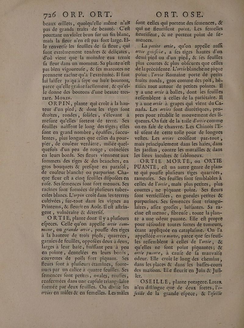 beaux œillets, quoiqu’elle même n'ait pas de grands traits de beauté. C'eft pourtant un violet brun fur un fin blanc, mais la fleur n’en eft pas fort large. El- le renverfe les feuilles de fa fleur, qui font extrêmement tendres & déliçates, d'où vient que la moindre eau térnit fa fleur dans un moment. Sa plante n’eft pas bien vigoureufe , & fes marcotes ne prennent racine qu'a l'extrémité. Il faut lui laiffer juiqu'à fept ou huit boutons, parce qu’elle graine facilement, & qu'el- le donne des boutons d’une beauté tres- rare. Morin. ORPIN, plante qui croît à la hau- teur d’un pied, & dont les tiges font droites, rondes, folides, s’élevant à mefure qu'elles fortent de terre. Ses feuilles naiffent le long des tiges; elles font en grand nombre , épailles, fuccu- lentes, plus longues que celles du pour- pier , de couleur verdâtre, mêlée quel- quefois d'un peu de rouge , crénelées en leurs bords. Ses fleurs viennent aux fommets des tiges & des branches, en gros bouquets & prefque en paralol, de couleur blanche ou purpurine. Cha- que fleur eft a cinq feuilles difpofées en rofe. Ses femences font fort menucs. Ses racines font formées de plufieurs tuber- cules blancs. L’orpiz croit dans lesterrres cultivées , fur-tout dans les vignes au Printems, & fleuriren Août. Il eft aftrin- gent , vulnéraire &c déterfif. ORTIE, plante dont il y a plufeurs efpeces. Celle qu’on appelle orrie com- mine, Où grande ortie , pouffe des tiges a la bauteur de trois pieds, quarrées, garnies de feuilles, oppofées deux à deux, larges à leur bale, finiffant peu à peu en pointe , dentelées en leurs bords, couvertes de poils fort piquans. Ses fleurs font à plufieurs étamines, foure- nues par un calice à quatre feuilles. Ses femences font petites, ovales, roufles, renfermées dans une capfule triangulaire formée par deux feuilles. On diviie les erties en mâles & en femelles. Les mâles font celles qui portent des femences, & qui ne fleuriflent point. Les femelles tieuriffenc, & ne portent point de fe- mences. La petite ortie, qu'on appelle aufli oïtie gricfcoe, a {es tiges hautes d'un demi pied ou d’un pied, & fes feuilles plus courtes & plus obfcures que cellés de la précédente. L’ortieblanche ne pique point ; l’ortie Romaïne porte de petits fruits ronds, gros comme des pois, hé- riflés tout autour de petites pointes. Il y a une ortie à balles, dont les feuilles reflemblent à celles de la pariétaire. IL yauneortie à grapes qui vient du Ca- nada. Les orties font diurétiques, pro- pres pour rétablir le mouvement des li- queurs. On fait de la toile d’orrie comme onen fait de chanvre. Les Chinois l’'E- té ufent de cette toile pour de longues veftes. Les orties croillent par-tout, mais principalement dans les haies, dans les jardins , contre les murailles & dans les lieux inculres & fabloneux. ORTIE MORTE, ou ORTIE PUANTE, eft un autre genre de plan- te qui poufle pluleuts tiges quarrées, rameules. Ses feuilles font femblables à celles de l'ortie, mais plus petites, plus. courtes, ne piquant point. Ses fleurs font verticillées, en gueules petites & purpurines. Ses femences font triangu- laires , affez orolles, luifantes. Sa ra- cine eftmenue, fibreufe ; route la plan- te a une odeur puante. Elle eft propre pour réfoudre toutes fortes de tumeurs, étant appliquée en cataplafme. On Fa appelléée orrze morte, parce que fes feuil- les reflemblent à celles de lortie, & qu’elles ne font point piquantes; & ortie puante, à caule de fa mauvaife odeur. Elle croit le long des chemins, dans les places & dans les baffes-cours des maifons. Elle fleurit en Juin & Juil- Jet. à OSEILLE, plante potagere. Lrerr n'en diftingue que de deux fortes, lo Jcille de la grande efpece, & l'ofeille