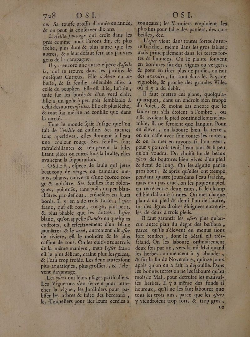Lu 5 Cost ce. Sa touffe groffit d'année en année, L'ofeille fauvage qui croît dans les éche, plus dure &amp; plus aigre que les autres, &amp; a leur défaut feit aux pauvres gens de la campagne. | Il y a encore une autre efpece d'ofcil- le, qui fe trouve dans les jardins de quelques Curieux. Elle s'éleve en ar- bufte, &amp; fa feuille réffemble affez à celle du peuplier. Elleeft life, luftrée , unie {ur les bords &amp; d’un verd clair. Elle a un goût à peu près femblable à celui desautres aféilles. Elle eft plus féche, &amp; tout fon mérite ne conffte que dans la rareté. Tout.le monde fçait l’ufage que l’on fait de lofeille en cuifine. Ses racines font apéritives, elles donnent à l’eau rafraïchiffantes &amp; temperent la bile. Etant pilées ou cuites fous la braile, elles avancent la fuppuration. OSIER , efpece de faule qui jette beaucoup de verges ou rameaux me- nus,-plians, couverts d'une écorce rou- ge &amp; noirâtre. Ses feuilles font oblon- gues, pointuës, fans poil, un peu blan- châtres par-deflous , crénelées en leurs bords. 11 y en a de trois fortes; l’ofer franc, qui eft rond, roue, plus petit, &amp; plus pliable que les autres : lofer blanc, qu'onappelle flandre en quelques endroits, eft effectivement d'un blanc jaunâtre; &amp; le verd, autrement dit offer de riviere, eft le moindre &amp; le plus caffant de tous. On les cultive toustrois de la même maniere , maïs l’offer franc eft le plus délicat, craint plus les gelées, plus aquariques, plus groffiers , &amp; s’éle- vent davantage. Les offers ont leurs ufages particuliers. Les Vignerons s’en fervent pour atta- liffer les arbres &amp; faire des berceaux , OSI. tonneaux ; les Vanniers emploient Îles, : L’ofrer vient dans toutes fortes deter- re fraiche, même dans les gros fables ; mais principalement dans les terres for- tes &amp; humides. On le plante fouvent en bordures far des vignes ou vergers, &amp; pour en tirer plus de profit , on fait des axeraies , fur-tout dans les Pays de vignoble, &amp; proche des grandes Villes où il y a du débir. Il faut mettre ces plans, ‘quoiqu’a= quatiqués, dans un endroit bien frappé du Soleil, &amp; moins bas encore que le faule; car s'ils éroient à ombre , ou s'ils avoient le pied continuellement hu- mide, ils ne feroient que languir. Pour on en cafle avec foin toutes les motes, &amp; on la met en rayons fi l’on veut, pour y pouvoir tenir l’eau tant &amp; fi peu qu'on voudra. On choifit fur de beaux ofiers des boutures bien vives d'un pied &amp; demi de long. On les aiguife par le: gros bout, &amp; après qu’elles ont trempé. pendant quatre jours.dans l’eau fraîche, mais non pas crué, on les pique un pied en terre entre deux raies, fi le champ plan à un pied &amp; demi l’un de l’autre, fur des lignes droites éloignées entre el-, les de deux a trois pieds. I] faut garantir les ofiers plus qu’au- cun autre plan du dégar des beftiaux , fort tendres , dont le bétail eft très- friand, On les laboure ordinairement deux fois par an, vers la mi Mai quand les herbes commencent à y abonder > après qu'on en a fait la dépouille. Dans. mois de Mai , pour détruire les mauvai- fes herbes. Il y a même des fonds .fi. heureux, qu'il ne les faut labourer que tous les trois ans, parce que les fers y viendroient trop forts &amp; trop gros ;. | ce