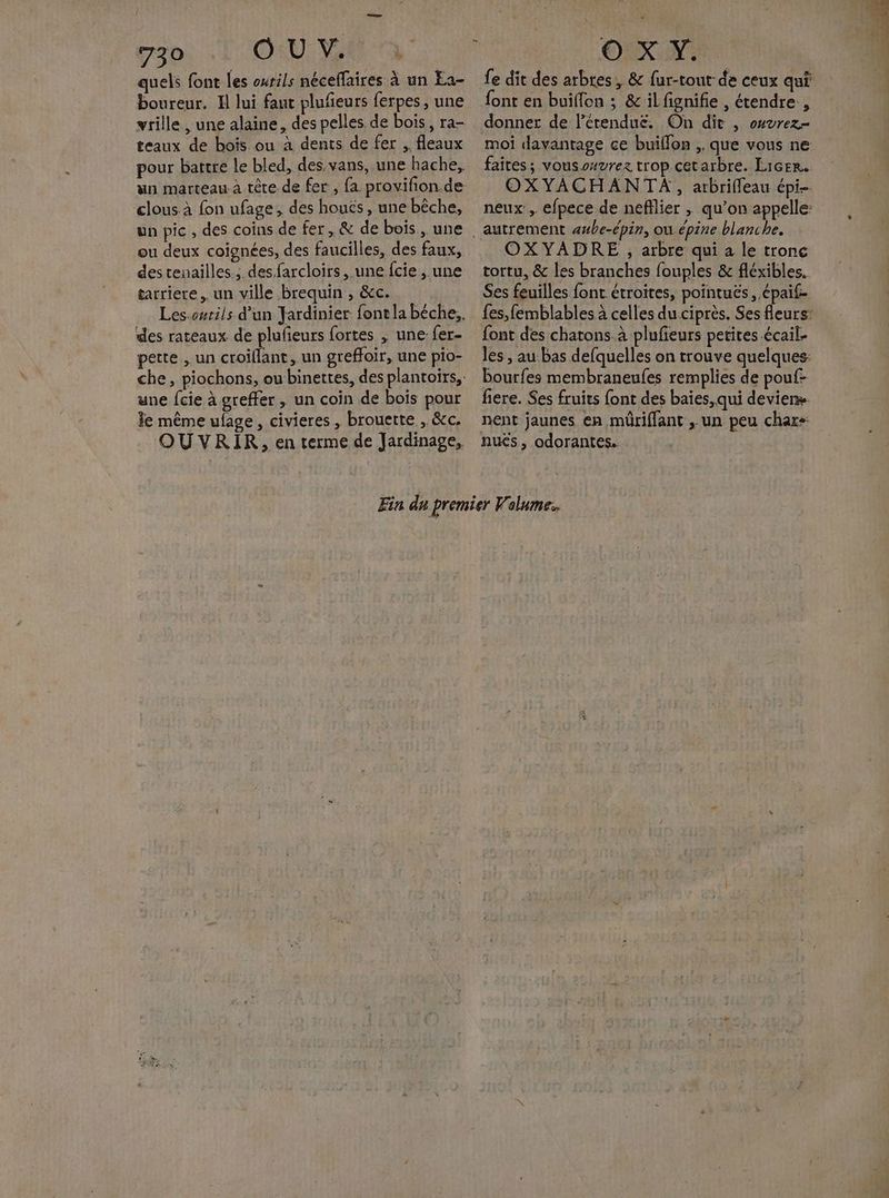 quels font les ourils néceffaires à un Ea- boureur. Il lui faut plufieurs ferpes, une vrille , une alaine, des pelles de bois, ra- teaux de bois ou à dents de fer ,. fleaux pour battre le bled, des.vans, une hache, un marteau à tête de fer, fa provifion de clous à fon ufage, des houës , une bêche, ou deux coignées, des faucilles, des faux, des tenailles., des farcloirs, une fcie , une tarriere,. un ville brequin , &cc. des rateaux de plufieurs fortes , une: fer- perte , un croiflant, un greffoir, une pio- une fcie à greffer , un coin de bois pour Je même ufage, civieres , brouette , &c. OUVRIR, en terme de Jardinage, fe dit des arbres, & fur-tout de ceux qui font en builfon ; & il fignifie , étendre, donner de l'étendue. On dit , ouvrez- moi davantage ce buillon , que vous ne faites; vousowvrez trop cetarbre. Licer. OXYACHANTA, arbrifleau épi neux , efpece de neflier , qu’on appelle: autrement awbe-épin, ou épine blanche. OXYADRE , arbre qui a le trone tortu, & Îles branches fouples & fléxibles.. Ses feuilles font. étroites, pointuës , épaif- fes, femblables à celles du ciprès. Ses fleurs: font des chatons. à plufieurs petites écail- les , au bas defquelles on trouve quelques: bourfes membraneufes remplies de pouf fiere. Ses fruits font des baies, qui deviens nent jaunes en mûriffant , un peu chars: nués, odorantes.