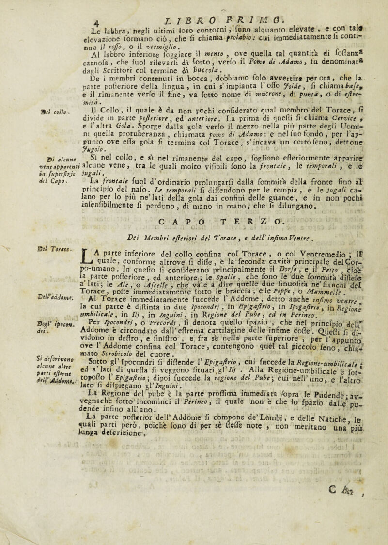 Le labbra, negli ultimi loro contorni ,'fòno alquanto elevate , e con tali elevazione formano ciò, che fi chiama frolabh: cui immediatamente li conti¬ nua il roffo, o il vermiglio. . v r n Al labbro inferiore foggiate il mento , ove quella tal quantità di loltanz* carnofa , che fuol rilevarli di fotte, verfo il Forno di .Adamo y lu denominai* dagli Scrittori col termine di f>vccola. De i membri contenuti in bocca, dobbiamo folo avvertir» per ora, che la parte pofìenore della lingua, in cui s’impianta l’olTo Joide, li chiama c il rimanente verfo il fine, va lotto nome di mucrone, di fuma, o di miià. W(l colle. Il Collo, il quale è da non pochi confiderato qual membro del Torace, fi divide in parte pofieriere ^ ed anteriore. La prima di quelli fi chiama Cervice t e l’altra Cola. Sporge dalla gola verfo il mezzo nella più parte degli Uomi¬ ni quella protuberanza, chiamata forno di .Adamo: e nel luo fondo, per l’ap¬ punto ove elfa gola fi termina col Torace, s'incava un certofeno, dettone Jugole. ni alcune Sì nel collo, c SI nel rimanente del capo, fogliono efieriormente apparire veneappartnùvcnc, tra le quali molto vifibili fono la frontale, le temporali , e le in fuperfìzje jugalt. del Capo. frontale fuol d’ordinario prolungarli dalla fommita della fronte fino aL principio del nafo. Le temporali fi difiendono per le tempia, e le jugali ca¬ lano per lo più ne’lati della gola dai confini delle guance, e in non pochs infenfibilmente fi perdono, di mano in mano, che fi dilungano. CAPO TERZO. Dei Membri efieriori del borace y e deW infimo Ventre . Del Torace. DeWaddome. Begl' Ipecon. dri. Si deferivano alcune altre parti ejìerne dtlV^ddame,. La parte inferiore del collo confina col Torace , o col Ventremedio ; il' quale, conforme altrove fi dille, è la feconda cavità principale del Cor¬ po-umano . In quello fi confiderano principalmente il Dorfo, e il Petto , cioè la parte pofieriore , ed anteriore.; le spalle, che fono le due fommità dilìeCs a Iati; le , o .Afcelle , che vàie a dire quelle due finuofità ne’fianchi del Torace, polle immediatamente lotto le braccia, eie Poppe , o Mammelle . Al Torace immediatamente fuccede l’Addome, detto anche infimo ventre la cui parte è diflinta in due Ipocondri, in Epigaftrio y in Ipogaftria y ìli Regione ambili Cai e, in Ilj , in Inguini, in Fiegione del Pube y ed in Perineo. Per Ipocondri, o Precordi, fi denota quello fpazio , che nel principio delT Addome è circondato dall’ellrema cartilagine delle infime code. Quelli fi di¬ vidono in deliro, e finillro , e fra s'e nella parte fuperiore , per l’appunto ove r Addome confina col Torace, contengono quel tal piccolo feno, chia¬ mato Scrobicelo del cuore . Sotto gl’ Ipocondri fi difiende 1’ Epigaftrio , cui fuccede la Regione-umbUicale * ed a’lati^ di quella fi veggono fituati.gl’//^ . Alla Regione-umbilicale è fot- topollo f Ppigaftrio\ dipoi fuccede la regione del Pube\ cui nell’uno, e l’altro lato fi dilpiegano %V Inguini. La Regione del pube è la parte prolfima immediata /opra le Pudende • av¬ vegnaché fotto incomìnci il Perineo y il quale non é che lo fpazio dalle* pul dende infino all’ano. ^ La parte pofterior deli’Addome fi compone de’Lombi, e delle Natiche le quali parti però, poiché fono di per sè fieffe note , non meritano una’oiù lunga dclcrizione'. C ^