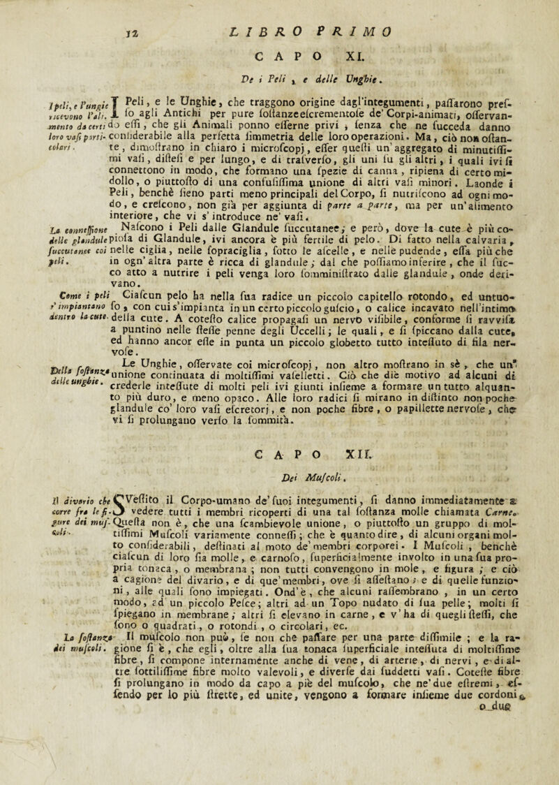 j2 LIBRO PF.1M0 CAPO XI. De i Peli i e delle Unghie, jpel{,tPangiel » 9 Unghie, che traggono origine dagrintegumenti, paffarono pref- ticevotio Pah. L ^gli Antichi per pure ioltanzeekremeatofe de’Corpi-animati, offervan- Mento da certi ào effi, che gli Animali ponno elFerne privi * lenza che ne fucceda danno loro vafi pirli-conhderabììe alla perfetta lìmmetria delle loro operazioni. Ma, ciònonoftan- colari. te , dimolirano in chiaro i microfcopj, elTer quelli un’aggregato di minutiffi- mi vali, diftefi e per lungo, e di tralverfo, gii uni fu gli altri, i quali ivi lì connettono in modo, che formano una fpezie di canna, ripiena di certo mi¬ dollo , o piuttqfto di una confufilfima unione di altri vali minori. Laonde i Peli, benché lìeno parti meno principali del Corpo, fi nutrifcono ad ogni mo¬ do, e crelcono, non già per aggiunta di parte a parte, ma per un’alimento interiore, che vi s’introduce ne’vali. La eomeffione Nakono i Peli dalle Glandule fuccutanee; e però, dove la cute é piùco- delle gUiidtilepiola. di Glandule, ivi ancora è più fertile di pelo. Di fatto nella calvaria , fuccutanee co; nelle ciglia, nelle fopraciglia, fotto le afcelle, e nelle pudende, elTa più che peli. in ogn’altra parte è ricca di glandule; dal che polliamo inferire , che il fuo¬ co atto a nutrire i peli venga loro fomminillrato dalle glandule, onde deri¬ vano. Carne t peli Ciafcun pelo ha nella fua radice un piccolo capitello rotondo, ed untuo- P impiantano fo , con cui s’impianta in un certo piccolo gulcio, o calice incavato nell’intimo dentro //» c«te. della cute. A cotefìo calice propagali un nervo vilibile, conforme li ravvila a puntino nelle (ielle penne degli Uccelli ; le quali, e lì (piccano dalla cute, ed hanno ancor elle in punta un piccolo globetto tutto intefluto di fila ner- vofe. mi rft' Unghie, olTervate coi microfcopj, non altro molirano in sé,, che un’ unione continuata di moltidìmi valelletti. Ciò che die motivo ad alcuni di t cung te. crederle intelfute di molti peli ivi giunti inlieme a formare un tutto alquan¬ to più duro, e meno opaco. Alle loro radici fi mirano in diftinto non poche gianduia co’ loro vali elcretorj, e non poche fibre, o papillette nervofe, che vi fi prolungano verlo la l'ommita. CAPO XI r. Dei Mufcoli, i! d/vflr/o CVéfiito il Corpo*umano de’fuoi integumenti, fi danno immediatamente a corre fra vedere tutti i membri ricoperti di una tal foftanza molle chiamata Carnea- pure dei jMwy-Quella non è, che una fcambievole unione, o piuttollo un gruppo di mol- s.4f: tiffimi Mufcoli variamente connelfi ; che è quanto dire, di alcuni organi mol¬ to conhderabili, dellinati al moto de’membri corporei. I Mufcoli , benché ciafcun di loro fia molle, e carnofo, fuperftcialmente involto in una fua pro¬ pria tonaca , o membrana ; non tutti convengono in mole, e figura ; e ciò a cagione dei divario, e di que’membri, ove fi afléllano i e di quelle funzio¬ ni, alle quali fono impiegati. Ond’è, che alcuni raflémbrano , in un certo modo, ?d un piccolo Felce; altri ad un Topo nudato di lua pelle; molti fi (piegano in membrane; altri fi elevano in carne, c v’ha di quegliftelfi, che fono o quadrati, o rotondi , o circolari, ec. La foflanzs- Il mufcolo non può, le non che paflare per una parte dilfimile ; e la ra- dei mufcoli. gione fi c, che egli, oltre alla lua tonaca luperficiale intelfuca di moltilfime fibre, fi compone internamente anche di vene, di arterie, di nervi, e-di al¬ tre lottilifiime fibre molto valevoli, e diverfe dai fuddetti vali. Cotefìe fibre fi prolungano in modo da capo a piè del mufcolo, che ne’due efiremi, «f- fendo per io più firecte, ed unite, vengono a formare iniieme due cordoni o_due