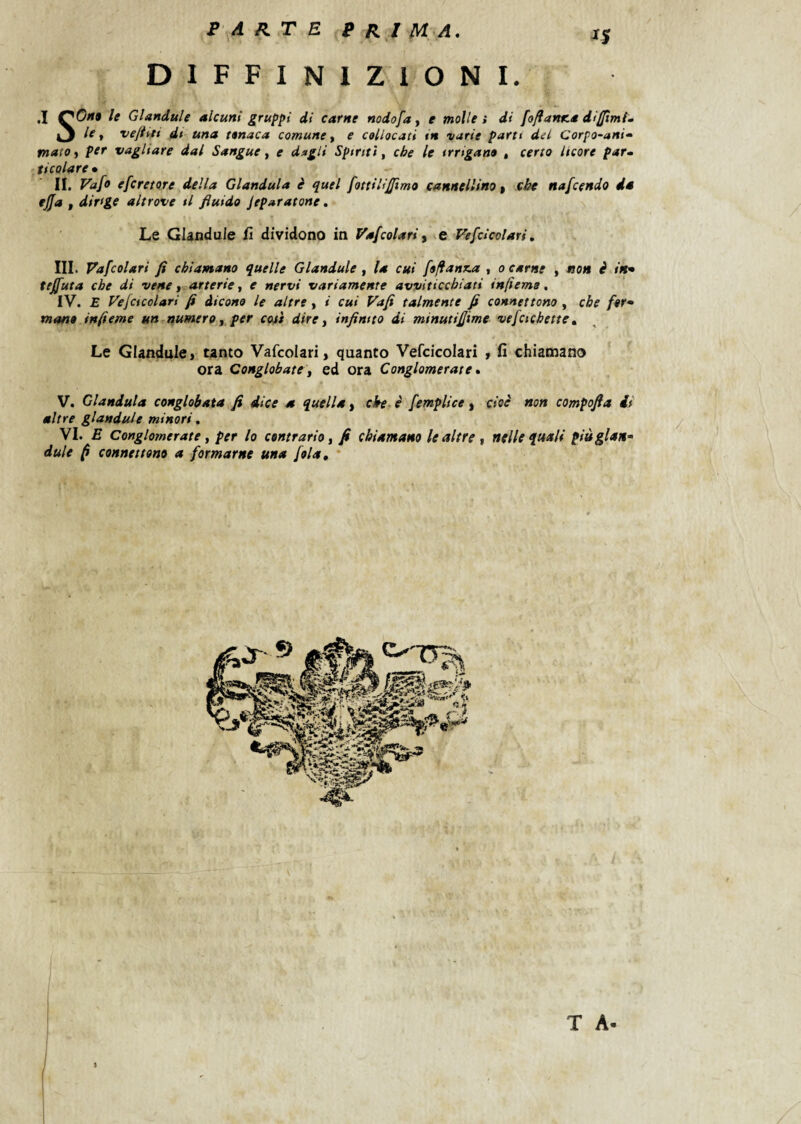 PARTE P R I M-A. DIFFINlZiONI. .1 le Glandule alcuni gruppi di carne nodofa, e molle » di foftanna diffimU Vj le ^ vefttPi di una tenaca comune ^ e collocati tn varie parti del Corpo-ani» Piato i per vagliare dal Sangue ^ e dagli Spinti, che le irrigano , certo licore parm titolare • li. Vafo efcretore della Gianduia è quel fottiUJfimo cannellino^ che nafcendo da ejfa f dirige altrove il fluido Jeparatone. Le Glandule fi dividono in Vafcolati y e Vefdcolari, III. Vafcolari fi chiamano quelle Glandule , la cui f9jfanx.a , o carne , non è in* tejfuta che di vene, arterie, e nervi variamente avviticchiati infiems. IV. E Vefctcolari fi dicono le altre, i cui Vafi talmente fi connettono , che ftr» mane infieme un numero, per con* dire, infinito di minutifiime vefcicbette. Le Glandule) tanto Vafcolari, quanto Vefcicolari ) fi chiamano ora Conglobate, ed ora Conglomerate » V. Gianduia conglobata fi dice a quella, che è [empiice, cioè non compofia di altre glandule minori. VI. E Conglomerate, per lo contrario, fi chiamano le altre , nelle quali piùglan» dule ^ connettono a formarne una [ola, ' T A