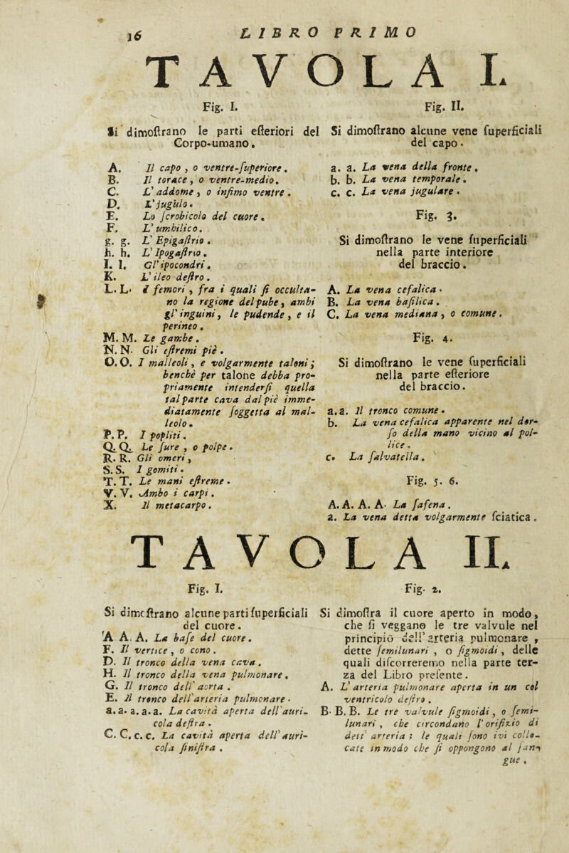 ì6 TAVOLA L Fig. I. li dimollrano le parti efteriori Corpo-umano, A. Il capo, 0 ventre-fuperiore, B. Il torace, o ventre-medio, C. L'addome, o infimo ventre . D. L'iugulo. E. Lo jcrobicolo del cuore, F. V umhilico. g. g. L'Epigafirio . h. h. V Ipogafirxo , I. I, Gl' ipocondri, K. L'ileo deftro. L. L* i femori, fra i quali fi occulta¬ no la regione del pube ^ ambi gl'inguini, le pudende, e il perineo , M. M. Le gambe, N. N- CU efiremi piè , O. 0. J malleoli, e volgarmente taloni benché per talone debba pro¬ priamente intenderfi quella tal parte cava dal piè imme¬ diatamente /aggetta al mal¬ leolo, P. P. J pofliti, 0.0. he fare , o polpe. R. R. Gli omeri , S. S. I gemiti. T. T. Le mani efireme. V. V. tAmbo i carpi. X. Il metacarpo. Fig. II. del Si dimoflrano alcune vene fuperficiali del capo. a. a. La vena della fronte, b. b. La vena temporale, c. c. La vena iugulare . Fig. 3. Si dimoftrano le vene fuperficiali nella parte interiore dei braccio. A. La vena cefalica • B. La vena bafiUca, C. La vena mediana, o comune. Fig. 4. Si dimoflrano le vene fuperficiali nella parte efleriore del braccio. a. a. Il tronco comune, b. La vena cefalica apparente nel der- fo della mano vicino al pol¬ lice . c» La falvatella, Fig. 5- 6* A. A. A. A- La fafena. a. La vena detta volgarmente fciatica . TAVOLA IL Fig. I. Fig. %. Si dime Arano alcune parti fuperficiali del cuore. A A. A. La bafe del cuore, F. Il vertice, o cono. D. Il tronco della vena cava. H. Il tronco della vena pulmonare, G. Il tronco dell' aorta . E. Jl tronco dell'arteria pulmonare • a. a. a. a. a. La cavità aperta dell'auri¬ cola defira . C. C, c. c. La cavità aperta dell'auri¬ cola finifira . Si dimoflra il cuore aperto in modo, che fi veggano le tre valvule nel principio usir arteria pulmonare , dette jemilunuri , o figmotdi, delle quali difeorreremo nella parte ter¬ za del Libro prelente. A. L'arteria pulmonare aperta in un ctl ventricolo de/tro . B- B, B. Le tre valvule figmoidi, o femi- lunari , che circondano l’orifix^io di deti arteria ; le quali jono ivi collo¬ cate in modo che fi oppongono al jan-^ gue ,