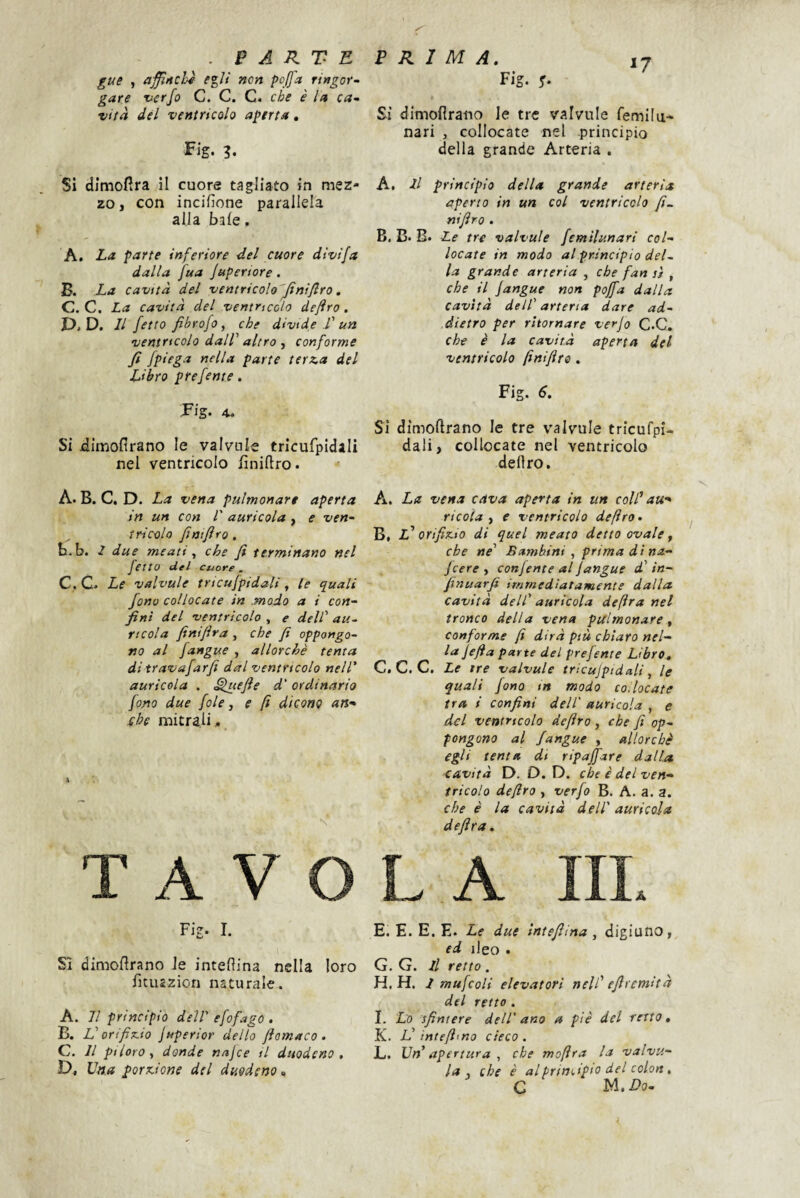 . PARTE gue , ajJÌAchì e^Ii non pcjfa ringor- gare zterfo C. C. C* che è In cct-^ •Vita del ventricolo aperta • Fig- Si dimofìra il cuore tagliato in mez¬ zo, con incifione parallela alla baie. A. La parte inferiore del cuore divi fa dalla fua jupertore. B. La cavità del ventricolo'Jiniflro, C. C. La cavità del ventricolo defiro, V. D. Il fetta fibrofo, che divide l' un ventricolo dalf altro ^ conforme fi fpl^g-^ nella parte terz.a del Libro prefente. Pig. 4. Si iimofirano le valvule tricufpidali nel ventricolo lìniftro. A. B. C. D. La vena pulmonart aperta in un con l' auricola, e ven¬ tricolo fiatflro. b. b. l due meati ^ che fi terminano nel fetta del cuore . C. C. Le valvule tricujpidali, le quali fono collocate in .modo a i con¬ fini del ventricolo , e dell' au¬ ricola finifira , che fi appongo¬ no al fangue , allorché tenta di travafarfi dal ventricolo nell' auricola . ^jiefte d'ordinario fono due fole j e fi dicono an^ che mitrali, T A V O Fi?. I. Sì dimoflrano Je intellina nella loro fituszion naturale. A. 7/ principio del! efofago , B. L'orifìcio juperior dello ftomaco . C. Il piloro y donde nnjce il duodeno, D. Una porcione del duodeno.. PRIMA. Fig. ^ Si dimofirano le tre valvule femilu* nari , collocate nel principio della grande Arteria . A. Il principio della grande arteria aperto in un col ventricolo fi- nifìro . B. B. B. Le tre valvule femilunari col¬ locate in modo al principio del¬ la grande arteria , che fan sì , che il Jangue non pojfa dalla cavità dell' arteria dare ad¬ dietro per ritornare verfo C.C, che è la cavità aperta del ventricolo finifire . Fig. 6. Si dimoftrano le tre valvule tricufpi- dali, collocate nel ventricolo deliro. A. La vena cava aperta in un coW aw* ricoia , e ventricolo defiro, B. L^ orificio di quel meato detto ovale ^ che ne' Bambini , prima di na- jeere ^ conjente al jangue d' in- fnuarfi immediatamente dalla cavità dell' auricola deftra nel tronco della vena pulmonare ^ conforme fi dirà più chiaro nel- la jefìa parte del prefente Libro. C. C. C. Le tre valvule tricujpidali, le quali fono in modo collocate tra i confini dell' auricola , e del ventricolo defiro , che fi op¬ pongono al fangue , allorché egli tenta dt ripagare dalla e&vità D. D. D. che è del ven¬ tricolo defiro , verfo B. A. a. a. che è la cavità dell' auricola d eflra. L A IIL E. E. E. E. Le due intefìina , digiuno, ed ileo . G. G. il retto. H. H. I mufcoli elevatori nell' efiremità del retto. I. Lo sfintere dell' ano a piè del retto. K. L’intefimo cieco . L. Un' apertura , che moftra la valvu- la . che è alprini.ipio del colon , c