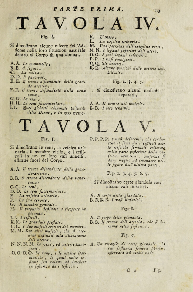 parte PRIMA T AVO Fig, I, Si dimoHrano alcune vifcere delI’Ad- dome nella loro fituazion naturale dentro al Corpo di una donna « A. A. Le mammelle $ B. B, Il fegato, La milx.a D. D. Il pancreas. E. E. Il tronco difcendsnte della gyan-= de arterta, F. F. Il tronco dtfcendents della vena cava , G. G. I,e reni H. H. Le reni fuccenturiate, I. l, Alisei globetti chiamati tefìicoli delle Donnei e in oggi ovaje. LA iv’ K. L’mero ^ L. La ve [cica urinaria» M. Una poxKioue'delf inteftino retti ^ N. N. I legami fup eri ori dell utero, O. 0. I fuoi legami inferiori , P. P, I vafì emulgenti, Q. Gli ureteri. R. R. ollcune porzioni delle arterie uni-^. htlt^att ,■ , Fig. 2. 5. 4. 5. . si dimoffrano alcuni mnfcoli feparati. A. Ac U ventre del mufcolo, B. B. I loro tendini, TAVOLA Ve Fig. L Si dinnoflrano le reni, la vefcica uri¬ naria , il membro virile, e i tefìi- coli in un co’ loro vali anneffi, efìratt-i fuori del Corpo. A* A. Il tronco difcendsnte della gran- de-arteria. B. B. Il tronco difeendente della' vena¬ cava e C. C. Le reni . D. D. Le reni fuccenturiate <,■ E. La vefcica urinaria . F. La fua cervice. G. Il membro genitale . H. Il prepuzio deflinate a ricoprire la ghianda , I. 1. I teflicoli. K. K. Le grandule proflati» L. L. I due mufcoli erettori del membro. IVI. M. Due altri muscoli , che fl cre¬ dono deftinati alla dilatazione dell uretra, N N. N. N. Le vene, ed arterie emul- genti . 0.0. 0.0. Le vene ^ e le arterie fper- matiche , le q^ualì unite in- jìeme jen calano ad inteflére la foflanKa de i iefitcoH . P. P. P.P'. I vafi deferenti i che condì;- cono il feme da i teflicoli nel¬ le vefciche feminali collocata nella parte pofieriare deila ve- jetea urinaria , conforme fi darà meglio ad intendere nel¬ le figure dell' ultima parte . Fig. 2. 3. 4. 5. 6. 7. Si' dimoflrana certe glandule eoa alcuni vafi linfatici. A. Il corpo della gianduia. B. B. B. B. I vafi linfatici, Fig. 8. A. Il corpo della gianduia, B. B. Il tronco dell' arteria , else fi di¬ rama nella fiofìanza . Fig. Sf. A. Va ritaglio di certe gUndule , /» cui fuflanza fembra fibroj*, Cffiervata ad occhio nudo. G a Fig.