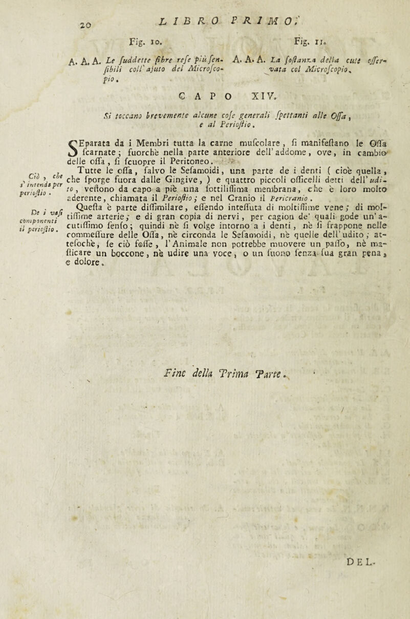 libro b r 1 m o:' Ctò , cé>e s' intendi per periujìio . Di i Vi fi componenti il pericjlio. Fig. JO. Fig. II. A. A. A. /addette fibre refe più feti. A-A« A. La [ofìanx.a della cuti (Jfer- ftbili coll'aiuto dei Microfeo- vaia col Mlcrofcopio^ pio. CAPO xiy. Si toccano brevemente alcune coje generali fpettanti alle Ojfa, e al Periojiio. SEparata da i Membri tutta la carne mufcolare, fi manifeflano le Offa fcarnate ; fuorché nella parte anteriore dell’addome, ove, in cambio' delle offa, fi fcuopre il Peritoneo. Tutte le offa, falvo le Sefamoidi, una parte de i denti ( cioè quella, che fporge fuora dalle Gingive, ) e quattro piccoli oificelli detti deir«i<- 10, vefiono da capo a piè una fottilidima membrana, che è loro molto aderente, chiamata il Perioftio ; e nel Cranio il Pericranio . Quefla è parte diffimilare, eifendo inteffuta di moitidime vene; di mol- tidìme arterie; e di gran copia di nervi, per cagioa de’ quali gode un’a- cutiffimo fenfo ; quindi nè fi volge intorno a i denti, nè fi frappone nelle commelfure delle Oda, nè circonda le Sefamoidi, nè quelle dell’udito; at- tefochè, le ciò folfe , l’Animale non potrebbe muovere un paiTo, nè ma- fiicare un boccone, nè udire una voce, o un Tuono lènza-fua gran pena, e dolore. Fine deìk Trima Tane, / DEL-