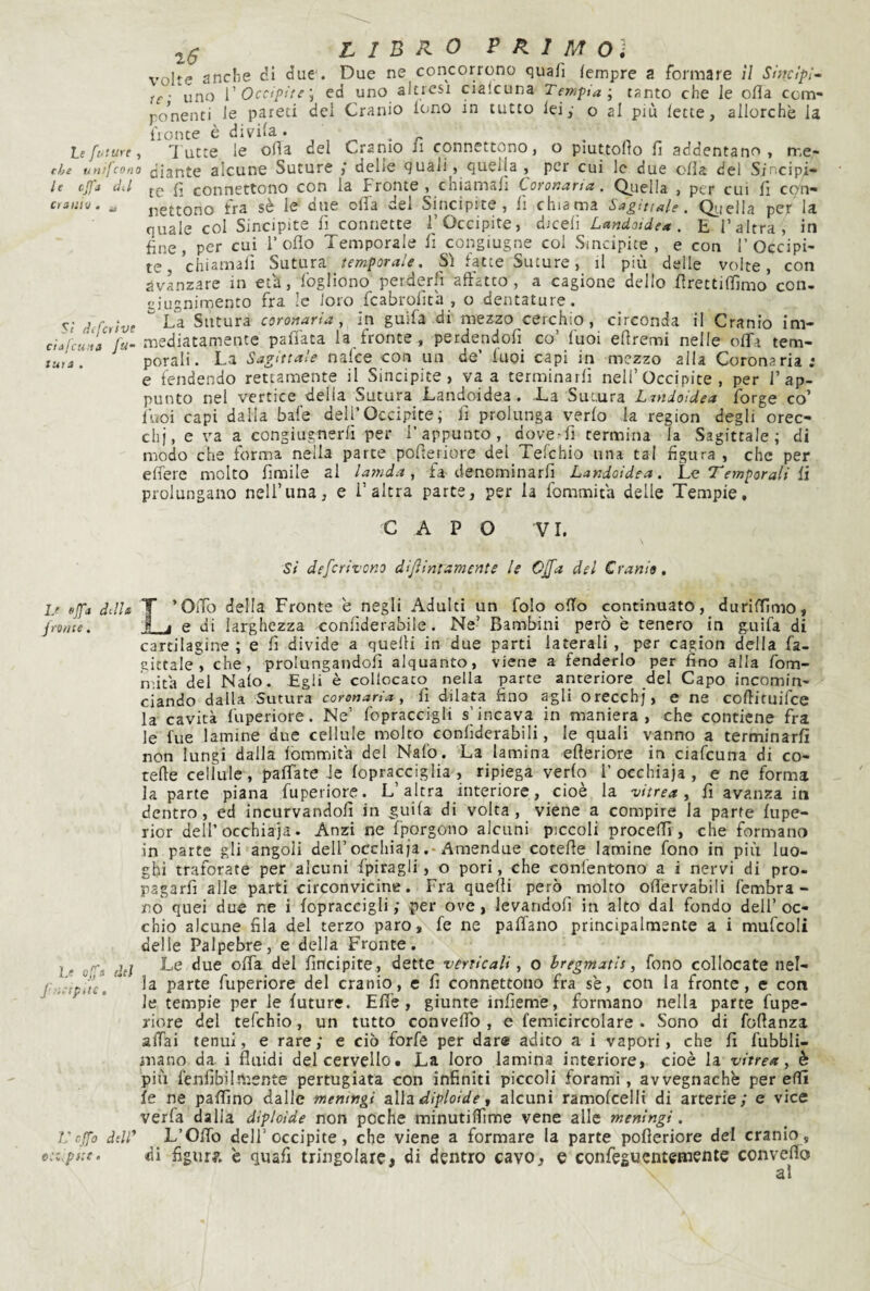 te ft-iUre che unijcon le Cjffj chi ciaiitu . ^ Sì ihfcitve ciijcuna fu¬ tura . 1/ uffa dille jfonte. L* <■'. del J' , 'f* t p it C • Vcjfo deir c'.i.pr.t. L I B R 0 P K I M O i volte anclie di due. Due ne concorrono quali lempre a formare il Sìncìpi- te' uno V Occipite \ ed uno altresì cialcuna Tempia; tanto che le olla ccm- po^nenti le pareti del Cranio lono in tutto leiy o al più lette, allorché la fronte e divila. • , lutte le olla del Cranio li connettono, o piuttolio lì addentano, rr,e- ’ diante alcune Suture / delie quali, quella, per cui le due olla del Sincipi¬ te lì connettono con la Fronte, chiamali Coronaria. Quella , per cui lì con¬ nettono fra sè le due olia del Sincipite, lì chiama Sagittale. Qiiella per'la quale col Sincipite lì connette TOccipite, Landoide* . E l’altra, in fine, per cui l’olio Temporale fi congiugne col Sincipite, e con l’Occipi¬ te, chiamali Sutura temporale. Sì fatte Suture, il più delle volte, con jjvanzare in età, Ibgliono perderli affatto, a cagione dello firettilfimo con, eiugnimento fra le loro fcabrolìta , o dentature. La Sutura coronaria., in guifa di mezzo cerchio, circonda il Cranio im¬ mediatamente pallata la fronte, perdendofi_ co’ lùoi efiremi nelle offa tem¬ porali. La Sagittale nafce con un de’ luci capi in mezzo alla Coronaria; e fendendo rettamente il Sincipite, va a terminarli nell’Occipite, per l’ap¬ punto nel vertice delia Sutura Landoidea. La Smura Lmdoidea forge co’ lùoi capi dalla baie dell’Occipite; fi prolunga verlo la region degli orec¬ chi, e va a congiugnerli per l’appunto, dove-fi termina la Sagittale; di modo che forma nella parte pofieriore del Telchio una tal figura , che per effere molto fimile al lamda, fa denominarli Landoidea. Le Temporali ii prolungano nell’una, e l’altra parte, per la fommifa delle Tempie, CAPO VI. si deferirono dijìinramente le Cjfa del Cranio. T’OìTo della Fronte e negli Adulti un folo oHo continuato, durilTlmo, È e di larghezza conliderabile. Ne’ Bambini però è tenero in guifa di cartilagine ; e li divide a quelli in due parti laterali, per cagion della fa- gictale , che, prolungandoli alquanto, viene a fenderlo per fino alla fom- nùta del Nalo. Egli è collocato nella parte anteriore del Capo incomin¬ ciando dalla Sutura coronaria, fi dilata fino agli orecchj, e ne cofiituifee la cavità luperiore. Ne’ Ibpraccigli s’incava in maniera, che contiene fra le lue lamine due cellule molto conliderabili, le quali vanno a terminarli non lungi dalla lommita del Nal'o. La lamina efteriore in ciafeuna di co- telle cellule, palfate le lopracciglia , ripiega verlo 1’oechiaja, e ne forma la parte piana fuperiore. L’altra interiore, cioè la vitrea, fi avanza iti dentro, ed incurvandoli in guifa di volta, viene a compire la parte lupe- rior dell’occhiaia. Anzi ne fporgono alcuni piccoli procelfi , che formano in parte gli angoli dell’oechiaja .♦ Amendue cotefie lamine fono in più luo¬ ghi traforate per alcuni fpiragli, o pori, che conlentono a i nervi di pro- pagarfi alle parti circonvicine. Fra quelli però molto olì'ervabili fembra- no quei due ne i lopraccigli ; per ove, levandoli in alto dal fondo dell’oc¬ chio alcune fila del terzo paro, fe ne palTano principalmente a i mufcoli delle Palpebre, e della Fronte. Le due offa del fincipite, dette verticali, o hregmatis, fono collocate nel¬ la parte fuperiore del cranio, e fi connettono fra sé, con la fronte, e con le tempie per le future. Effe, giunte infieme, formano nella parte fupe¬ riore del tefehio, un tutto convelTo , e femicircolare . Sono di foftanza affai tenui, e rare; e ciò forfè per dar® adito a i vapori, che fi fubbli- mano da i fluidi del cervello. La loro lamina interiore, cioè la vitrea, è più lénfibilmente pertugiata con infiniti piccoli forami, avvegnaché per elfi fe ne pallino dalle meningi alla diploide, alcuni ramofcelH di arterie; e vice verfa dalla diploide non poche minutilfime vene alle meningi. L’Offo dell’ occipite, che viene a formare la parte pofieriore del cranio, di figiir?. è quafi tringolare, di dentro cavo, e confeguentemente convello al