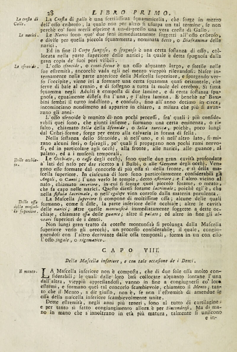 Callo. Le narici. La sfenoide , Dille occhia- it • Delle offa optila mf.Jcel- ia fuptriore. il mento. 28 LIBRO PRIMO. deiroffo cnbroTo , la quale' non per altro fi ufurpa un tal termine , fè non perchè co’ fuoi merli efprime a un-di-prefìo una vera creda di Gallo. Le Narici fono que’ due fcni immediatamente foggetti all’odo cribrofo, e divife per quella piccola fquammetta, nominata Setto , o Diaframma delle narici . Fd in fine il Corpo fungojo, 0 fp-agnofo è una certa fofianza di oflb, col¬ locata nella parte fuperiore delle narici ; la quale è detta fpugnof^a dalla gran copia de’ fuoi pori vifibilf. L’olfo sfenoide., o conci-forme è un offo alquanto largo, e fottile nelle fue eflremita, ancorché vada egli nel mezzo vieppiù rilevandofi. Nafce in¬ ternamente nella parte anteriore della Mafcella fuperiore, e fporgendo ver« fo l’occipite, viene ivi a formare una certa fquamma quafi orizontale, che ferve di baie al cranio, e di foflegno a tutta la mole del cerebro. Si fatta fquamma negli Adulti è compoda di due lamine, e di certa fofianza fpu» gnofa , egualmente difiefa fra 1’una, e l’altra lamina. E-benché ne’ Barn** bini fembri il tutto indiflinto, e confalo, fino all’anno decimo in circa, incominciano nondimeno ad apparire in chiaro, a mifura che più fi avan¬ zano gli anni • L’offo sfenoide é munito di'non pochi procedi, fra’ quali i' più confide- rabili quei fono, che giunti infieme, formano una certa eminenza, o ti* falco, chiamato Sella della Sfenoide ^ o Sella turàca y poiché, poco lungi dal Cribri-forme, forge per entro alla calvaria in forma di fella. Nella fofianza dello Sfenoide, sì nell’uno, e sì nell’altro lato, fi-mi¬ rano alcuni fori, o fpiragli, pe’ quali fi propagano non pochi rami nervo- fi, ed in particolare agli occhj, alla fronte, alle narici, alle guance, al palato, ed a i mufcoli temporali. Le Occhiaie, o caffè degli occhj, fono quelle due gran cavita profondate a’ lati del nafo per dar ricetto a i Bulbi, o alle Gemme degli occhj. Ven¬ gono eflé formate dal concorfo di più offa sì della fronte, e sì della ma¬ fcella fuperiore. In ciafeuna di loro fono particolarmente confiderabili gli •Angoli, o Canti; l’uno verfo le tempie, detto ejìeriore ; e 1’altro vicino al nalo , chiamato interiore , in cui fi feorge que-I piccolo forame, o meato, che fa capo nelle narici,. Quefio dicefi forame lacrimale; poiché egl’è, ch« nella fifiula lacrimale, o neW egtlope vien corrofo dalla materia purulenta. La Mafcella fuperiore fi compone di moltiffìme offa ; alcune delle quali formano, come fi diffe, la parte iriferiore delle occhiaie; altre le cavita delle narici ; a<tre quelle montuofità immediatamente foggette a dette oc¬ chiaie, chiamate off» delle guance; altre il palato; ed altre in fine gli al-- veari Superiori de i denti. Non lungi gran tratto da cotefie montuofità fi prolunga dalla Mafcella fuperiore verlb gli orecchj, un proceffb confiderabile; il quale, congiu- gnendofi con l’altro derivante dalle offa 'temporali, forma in un con efib V o&) fugale , o zigomatico CAPO viir: Della Mafcella inferiore ^ e con tale occafione de i Denti, La Mafcella inferiore non é compoffa, che di due fole offa molto con¬ fiderabili; le quali'dalle' loro bafi collocate alquanto lontane l’una dall’altra, vieppiù appreffandofi, vanno in fine a congiugnerli co’ lor» efiremi, e formano quel tal concorlo fcambievole, chiamato il Mento; tan¬ to che il Mento, a dir giufio, non é, fe non Tefiremità di amendue le offa della mafcella inferiore Icambievolmente unite. Dette efiremità, negli anni più teneri, fono al tutto di cartilagine» e per tanto sì fatto congiungimento allora é per slncondrofi, Ma di ma¬ llo in mano che s'innoUrano in età più matura, talmente fi unifeono e in*