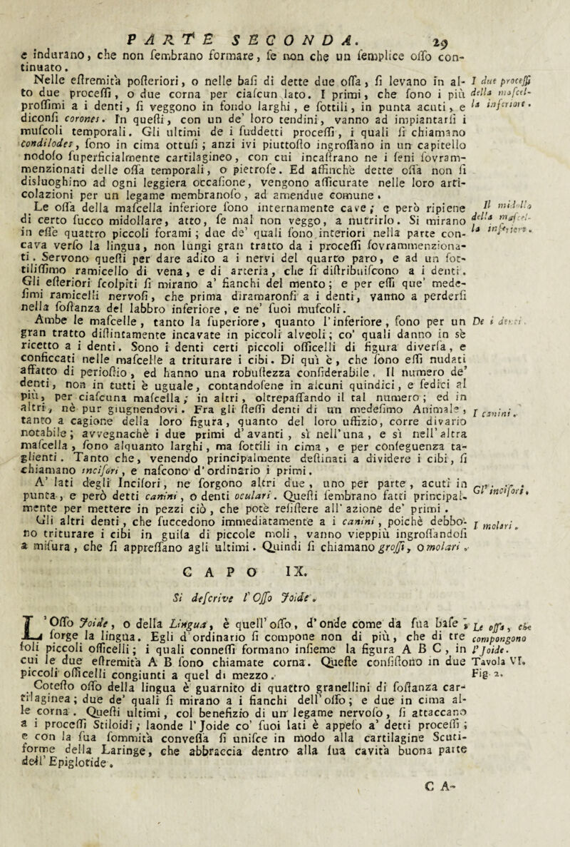 c indurano, che non fen-ibrano formare, fe iion che un femplice olTo con¬ tinuato . Nelle eflremita polìeriori, o nelle bafi di dette due offa, fi levano m al¬ to due proceflì, o due corna per ciafcun lato. I primi, che fono i più prollìmi a i denti, fi veggono in fondo larghi, e fottili, in punta acuti, e &icon{i corones. fn quelli, con un de’ loro tendini, vanno ad impiantarli i miifcoli temporali. Gli ultimi de i fuddetti procelTì, i quali li chiamano Condiloder ^ fono in cima ottuli ; anzi ivi piuttoflo ingrofl'ano in un capitello nodolo fuperficialmente cartilagineo, con cui incallrano ne i feni lovram- menzionati delle offa temporali, o pietrofe. Ed affinchè dette olla non 11 disluoghino ad ogni leggiera occalione, vengono afficurate nelle loro arti¬ colazioni per un legame membranofo, ad amendue comune» Le offa della mafcella inferiore fono internamente cave; e però ripiene di certo fucco midollare, atto, fe mal non veggo, a nutrirlo. Si mirano in effe quattro piccoli forami; due de’ quali fono interiori nella parte con¬ cava verfo la lingua, non lungi gran tratto da i proceffi fovrammenziona- ti. Servono quelli per dare adito a i nervi del quarto paro, e ad un foc- tilififrmo ramicello di vena, e di arteria, che 11 dilfribuifcono a i denti. Gli efteriorf fcolpiti fi mirano a’ fianchi del mento; e per elfi que’ mede- fimi ramicelli nervofi, che prima diramaronfi a i denti , vanno a perderli nella fofianza del labbro inferiore, e ne’ fuoi mufcolr. Ambe le mafcelle, tanto la fuperiore, quanto l’inferiore, fono per un gran tratto dillintamente incavate in piccoli alveoli; co’ quali danno in se ricetto a i denti. Sono i denti certi piccoli olficelli di figura diverla, e conficcati nelle mafcelle a triturare i cibi. Di qui è, che fono elfi nudati affatto di periofiio , ed hanno una robullezza confiderabile. Il numero de’ denti, non in tutti è uguale, contandofene in alcuni quindici, e fedici al piu, per ciafcuna mafcella; in altri, oltrepalfando il tal numero; ed in altri, nè pur giugnendovi. Fra gli fleùì denti di un mcdefimo Animale , tanto a cagione della loro figura, quanto del loro uffizio, corre divario notabile; avvegnaché i due primi d’avanti , sì nell’una, e sì nell’altra mafcella , fono alquanto larghi, ma fottili in cima , e per confeguenza ta¬ glienti. Tanto che, venendo principalmente defiinati a dividere i cibi, fi chiamano t nei fori, e nafeono d’ordinario i primi. A’ lati degli ineifori, ne forgono altri due, uno per parte, acuti in punta , e però detti canini^ O denti oculari. Quelli fembrano fatti principal¬ mente per mettere in pezzi ciò , che potè refifiere all’ azione de’ primi . Gli altri denti, che fuccedono immediatamente a i canini, poiché debbo¬ no triturare i cibi in guila di piccole moli, vanno vieppiù ingroflandofi a mifura, che fi apprefiano agli ultimi. Quindi fi chiamano o molari. CAPO IX. Si deferive f Offo Jolde \ L’Ofib yoide i o della Lingua^ è quell’ofib, d’onde come da fua bafe ^ forge la lingua. Egli d’ordinario fi compone non di più, che di tre foli piccoli officelli; i quali conneffi formano infieme la figura A B C , in cui le due eflremita A B fono chiamate corna. Qiiefie confifioho m due piccoli officelli congiunti a quel di mezzo. Cotefio olfo della lingua è guarnito di quattro granellini di foflanza car¬ tilaginea; due de’ quali fi mirano a i fianchi dell’olFo; e due in cima al¬ le corna . Quefli ultimi, col benefizio di unr legame nervofo, fi attaccano a i proceffi Stiloidi; laonde 1’Joide co’ fuoi lati è appefo a’ detti proceffi; e con la fua fornmita convella fi unifee in nìodo alla cartilagine Scuti¬ forme della Laringe, che abbraccia dentro alla fua cavita buona patte de4i’ Epigloride. I due proceJKì della tìiafcel- la injeriott. Il miìnl’o della mafi-'l- la infifiert. De i derri ~ I canini. G/’ ine!fori, l molari. Le offa, eh^ compongono r Joide. Tavola VI, Fig 2.