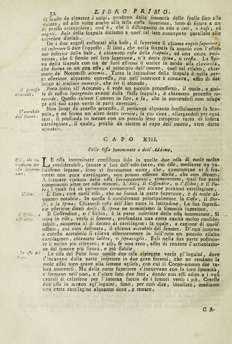 lì pyocejfo canioide. 1^ ace'iholo dc'U^ Omero . C'ò ^ che èn¬ te adì Sfili: per ijjs ianoiiii- nate , V Heo . 1' Ifchìc ^ 0 ce fi ndtee ■ le oTo dJ 52 LIBRO P/l2MO^ di (cuilo da liparare i colpi» pendono dalla fommita delle fpalle fino alla quinta , ed alle volte anche alla fefia corta fuperiore, fono di figura a un di prelTo triangolare; ond’è » che fi dirtinguono in elie e iati , e ha/e, ed nugoli. Bafe della fcapula diciaujo a quel tal lato conceputo parallelo alle vertebre dorfali. _ De i due angoli collocati alla bafe, il fuperiore fi chiami, angolo [uperiore \ ed fi dice loppoflo . Il lato, che nella fcapula fa angolo con l’eftre- mo inferior della bafe, è chiamato cojìa della fcapula ^ ed una ceita emi¬ nenza, che fi ftende nel lato fuperiore, n’è detta fpina, o crefta . La Spi¬ na della fcapula con un de’ funi efìremi fi unilce in modo alla clavicola, che forma in un con efifa, al principio dell’omero, quel tal rifalto, chia¬ mato da’ Notomirti acr.omio. Tutta la latitudine della fcapula è nella par¬ te efleriore alquanto conveffa, ,ma nell’interiore è concava, alfin di dar luogo ai .mujcftlo immerfo, che ivi lì afeonde . Poco (otto all’Acrcmio, fi vede un piccolo proceifetto, il quale, a gui- fa di rortro fporgendo avanti dalla fìefia fcapula, è chiamato procelfo co- recotde. Querto ritiene l’ omero in fito, e fa , che in movendoli non isfug^’ ga col fuo capo verlo le parti anreriori,. Non lungi da coterto pirocellò, fi prolunga alquanto fenfibilmente la Sca¬ pala, e ne forma un’altro detto cervice; la cui cima, allargandoli per ogni lato, fi profonda in mezzo con un piccolo feno ricoperto tutto di fodera cartilaginea, il quale, poiché da rice,tto al capo dell’omero, vien detto acetabolo,, CAPO XIII. Pelle Ojfa Innominate o deli' addome» Le offa innominate confìrtono folo in quelle due offa di mole molto confiderabili, fituate a’ lati deirofl'o-facro, cui elle, mediante un va- lidiifimo legame, fono si fortemente unite, che, quantunque vi fi fra¬ mezzi non poca cartilagine, non ponno efferne divife, che con irtento. A formare ciafeun delle ort’a fovraccennate, concorrono, qual fue parti componenti altre tre offa minori. L’ileo ; il Ccjfendiceo l'Ifchto ; e il P«- he; i quali fra se parimente connettonfi per alcune porzioni cartilaginee. L’'Iieo, cioè quell’offo, che ne forma la parte fuperiore, è di mole al¬ quanto notabile. In querta fi.confidcrano principalmente la Coffa ^ il Dor- Jo, e la Spina, Chiamali cofia dell’Ileo tutta la latitudine . La fua fuperfi- ci.e ertericre dicefi dorfo. £ fpina ne nominiamo la fommita fuperiore. Il Coffendice, o i’ifchio, è la parte inferiore delle offa innominate. Si mira in effe, verfo il femore, profondata una certa cavita molto confide- rabile , ricoperta al di dentro di cartilagine; la quale, a cagione di quell’ uffizio, cui vien dertinata , fi chiama acetabolo del femore. D’ogn’intorno a coterto acetabolo fi rilieva erteriormente in full’orlo un piccolo rifalto cartilagineo, chiamato labbro,, o fopracctgUo, Egli nella fua parte poflerio- re è molto più rilevato; e ciò, fe non erro, affin di rendere l’articolazio¬ ne del femore più ficura, e più (labile . Le offa del Pube fono quelle due offa ripiegate verfo gl’inguini, dove s’incavano dalla parte inferiore in due gran forami, che ne rendono la mole affai men grave alla fomma agilità, con cui il Corpo-umano dee ta¬ lora muoverfi. Ma dalla parte fuperiore s’incurvano con la loro fommita, e formano nell’uno, e l’altro Iato due feni, dando con effì adito a i vafi crurali di calarfene per l’interna faccia de i femori verfo i p:'e. Coterte due offa in njczzo agl’inguini, fono, per così dire, incollate, mediante una certa cartilagine alquanto dura ,£ tenace.