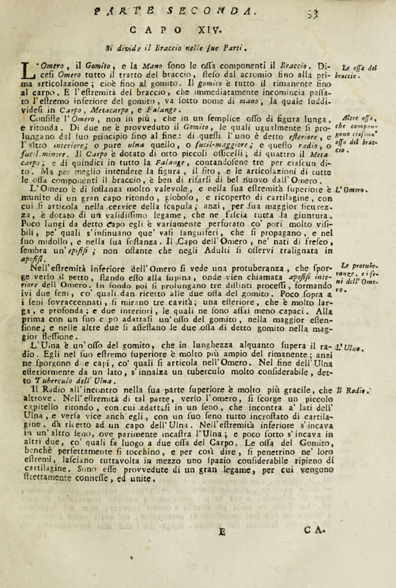 CAPO XIV. si divide il Braccio nelle Jue Parti, L* Omero ^ il Gomito ^ e la Mano fono le o/Ta componenti il Braccio, Dì- te cfft del cefi Omero tutto il tratto del braccio, fiefo dal acrcmio fino alla pri- braccio. ma articolazione; cioè fino al gomito. Il gomito è tutto il rimanente fino al carpo. E l’eftremità del braccio, che immediatamente incomincia pafla- ’to l’eftremo inferiore del gomito, va lotto nome di mano, la quale lucidi- videfl in Carpo, Afetac^zrpo , e J^alange. Confifie V Omero , non in più , che in un femplice ofib di figura lunga, oJJ'.iy e ritonda. Di due ne è provveduto il Gomito, le quali ugualmente fi prò- compv,,- luii gano dal luo principio fino al fine: di .quelli T uno è detto ejìeriore , e l’altro interiore.; o pure ulna quello, o fucil-maggiore ; e quello radio, o fucil mimre. J1 Carpo è dotato di otto piccoli olficelli ; di quattro il Meta ' carpo; e di quindici in tutto la Falange, contandolene tre per ciafcun di¬ to. Ma per meglio intendere la figura , il fito , ,e le articolazioni di tutte le olla componenti il braccio, è ben di rifarli di bel nuovo dall’Omero. L’Omero è di follanza molto valevole., e nella fua efìremità luperioie hVOmtfo, munito di un gran capo ritondo, globofo, e ricoperto di cartilagine, con cui fi articola nella .cervice della fcapula ; anzi , per Jua maggior licurez- 23, è dotato di un validiifimo legame, che ne falcia tutta la giuntura o Poco lungi da detto cTapo egli è variamente perforato co’ pori molto vifi- bili, pe’ quali s’infinuano que’ vali languiferi, che fi propagano, e nel Ilio midollo, e nella lua frfianza. Il ,Capo dell’Omero , ne’ nati di frefco, fembra nvì epififi ; non ollante che negli Adulti fi olfervi tralignata in apofijl, Neirefiremità inferiore dell’Omero fi vede una protuberanza., che fpor- Be protuh. ge verlo.il petto, fiando elio alla lùpina , onde vien chiamata apofi/i ime- riore dell Ornerò.^ In fondo poi fi prolungano tre dillinci procelTì , formando “ ivi due feni, co’ quali.dan ricetto alle due olla xlel .gomito. Poco .fopra a ^ ' i leni fovraccennati, fi mirano tre cavita; una elieriore, che è molto lar¬ ga, e profonda; e due interiori, le quali ne fono alTai meno.capaci. Alla prima con un fuo c .po adattali un’olio del gomito, nella maggior efien- fione,,' e nelle altre due fi afleflano le due olla di detto gomito nella mag¬ gior flelTìone. L’Uina è un’olTo del gomito, che in lunghezza alquanto fupera il xa~ d] Ulne, dio. Egli nel fuo eflremo luperiore è molto pai ampio del rimanente; anzi ne {porgono due capi, co’ quali fi articola neU’Omero. .Nel fine dell’Ulna elleriormenre da un iato, s’innalza un tuberculo molto confiderabile, det¬ to 7 uberculo dell' Ulna , Il Radio all’incontro nella fua parte fuperioreò molto più gracile, che 11 Rodio,] altrove. Nell’efiremità di tal parte, verlo remerò, fi feorge un piccolo c.apitello ritondo, con cui adattali in un feno , che incontra a’ Iati dell’ Ulna , e verfa vice anch’egli , con un fuo feno tutto incrofiato di cartila¬ gine , da riletto ad un capo dell’Ulna. Nell’efiremità inferiore s’incava in un’altro leni), ove parimente ineaflra TUlna ; e poco fiotto s’incava in altri due, co’ quali fa luogo a due offa del Carpo. Le offa del Gomito, benché perfettamente fi tocchino, e per cosi dire, fi penetrino ne’ loro efìremi, lafciano tuttavolta in mezzo uno Ipazio confiderabile ripieno di cartilagine. Sono efiè provvedute di un gran legame» per cui vengono nretta.mente conneflè, ed unite. E C A.