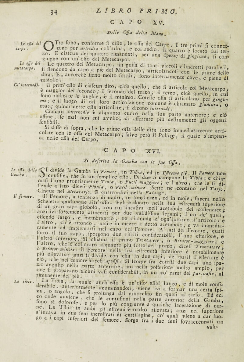 LIBRO F R 1 M O, CAPO XV. carp Delle OJJa della Mano. Le Cjfa dd /^Tto fono, conforme n diffe , le olTa del Carpo. I tre primi fi connpf. U^tono per arerod.a coll’uina, e col radio. Il quartoV[oJato fuTt?': zo. I:, cialcun dei quattro rimanenti-, per una fpezie di^lnPi,wo, il con¬ giugne con un cHo del Metacarpo. * * ’ Le offa dd Le quattro del Metacarpo, in guifa di tanti «irmi; ^ ' ti t- ^ da capo a piè Sei Me.lcarpo '/p‘'ofa'ndo<'  ' elle midollo ’ fono .internamente cave, e pi^e di CHraernod}.^ Il prim’elio di ciafeun dito, cioc quello, che fi articola co! Metacaroo' e maggior del fecondo ; il^ fecondo del terzo; il terzo, cioè quello in cui fono radicate le unghie , e il mimmo. Cotefie offa fi articolano per y e il luogo di tal loro articolazione comune ,è chiamato <^htmura^ o «0^5 , quindi dette offa articolate, fi dicono tntemodj . * ^flfne fe anteriore; e ciò feSli. avvilo, di afferrare più deflramente gli oggetti j pnme offa delle dita fono immediatamente arti- u ndIc^7c?Carpo^”^“'‘’“’ *' C A ff» O 'XVT. S/ defcrtve la Gamba con le fue Ojfa, GanHl ^a Gamba in ^;orc,-in Tlb.a, ed in Efiremo piè, Il Femore non nfifle, che in un femplice ofio. Di due dì compone la Eibia ; e chia- mafi 1 uno propriamiente Tsbia, o Fucil maggiore \ e l'alerò , che le fi di¬ co e a iato dicefi Fibula, o Fucil .?ninore. Sette ne contano nel Tarfo E quattordici nella Falange, il Femore, a fentenza di molti, in lunghezza, ed in mole, fiipera nello Scheletro qualunque altr’offo. Egli è dotato nella fua eflremita fuperiore ai un gran capo .gloDolo, con cui incafira nell’acetabolo del cofiendice • anzi IVI ortemente attaccafi per due validiffmi legami; l’un de’ quali* eflendo largo , e memoranofo ne circonda d’ogn’intorno l’articolo; e 1 altro , eh e ritondo , nafee m mezzo a detto acetabolo, e va immedia¬ tamente ad impiantarfi nel capo del Femore. A’ lati del Femore quafì l°Xo‘ confiderabili, 1’uno efierìore, e P Pirro chiama il primo , o Kotator - maggiore ; e o ® alquanto pm fotto del primo, dicefi Trmcatere y o notator-m,nere. Il Memoro nella fua eflremita inferiore è notabilmente pm rilevato: anzi fi divide con efl'a in due capi, de’ quali l’SerSrri zio aneJffio^ femore diedi apofiji. Si feorge fra cotefli due capi uno fpa- nvo ^ ^ anteriore, ma nella pofieriore molto ampio, per nma„7T7rprèr'^“‘ - - co' rami del tarllflorUl derabiie'^’^anfi^- anch elTa è un ofib* aiTai lunpo, e di mole confi- na o angoh) acummandofi, viene ivi a formar una certa fpi- co’onde ^vvl’ne ^ fi 'fu^fi aitarlo. Ed ec- fono SI dolorofe ’ ^i ’P^rte anterior della Gamba, ne I a TiKia • ’ congiunte a qualche lacerazione di car- •meava In d.JT gl' efiremi è molto rilevata; anzi nel fuperiore y a 7capi fnL nr! cartilagine , co’ quali viene a dar luo- cl lemore. Sorge fra i due feni fovraccennati un vali- 1 Il femore ■ La tibia