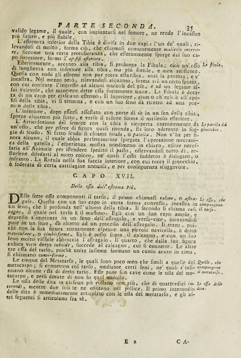PARTE SECONDA. 55 valido legame, il quale, con inipiantarfi nel femore, ne rende l’incallro più jicuro , e pm ftabile. L eflremità mferior della Tibia è dfvifa in due capì,- Turi de’ quali , ri- ievandoli di molto,, forma ciò, che chiamali comunemente malleolo tnterto- rc» iiccome una certa protuberanza, die eHeriormente l'porge dai Tuo ca¬ po luperiore, forma 1 apofifì efleriore ^ Tfìeriormente , accanto alia tibia, fi prolunga la Fibula ; cioè un offo • di lunghezza non inferiore alla tibia, ma più fottiie,. e mea relifiente. ^ueha con ambi gli eitremi non pur tocca eflatibia, anzi la penetra, e v’ incaltra. Nei mezzo peiò, rilevandofi alquanto, forma ivi un certo fpazio con CUI coniente i’ingreflo ad alcuni mulcoli del piè, e ad un le'-ame al¬ iai valevole, che mantiene dette olla fortemente unite. La Fibala°è dota¬ rla di un. capo per ciafcuno efìremo. Il luperiore,. giun o ch’egli è all’apo- nji de la tibia, vi fi termina, e con un iuo feno dà ricetto ad una por- zion della tibia. L inferiore , dopo eiTerfi afiTefìato con parte di se in. un fen della tibia , iporge alquanto più fotto , c verfo il talone forma il malleolo efieriore. > /^'Colazione del femore con la tibia è ricoperta anteriormente da patella Jd • Jw’ j ^ figura quafi ritonda, fla loro aderente in io^-- ginaccltio . già di icudo.. M fatto feudo fi chiama rotula ., o patella.. Non v’ha per fi- n Il perfettamente (piegata l’operazione meccani- P.^fdia,- I elperienza mofira nondimeno in chiaro,, cifere necel- ifiendere fpedito il paifo, oflervandofi tutto di , re- ^ diladatti al moto coloro, ne’ quali l’oifo fuddetto è dislogato, o ò * A- ^ nella fua faccia interiore, con cui tocca il ginocchio* erata di certa cartilagine untuofa, e per confeguenza sfuggevole . CAPO XV IL Delle ojfa dell* ejìremo Piè». DElIe fet^ offa componenti il tarfo, il primo chìamafi fa/oKe, o afìra- ,g‘jlo. Qw{{o con un luo capo in certa forma conveflò „ incaflra in un leno, che fi profonda nell’ultimo della tibia. Il fecondo fi chiama caU , il qu3l6 nel tsrfo c il nisllimo» £gii con un luo enpo* 3nipio e deprelio s’impianta in un leno dell’afiragalo, e verfa-vice, incavandofi pure in un. leno, da ricetto ad un procello dell’afiragalo. Il terzo,, poi¬ ché con la fua figura rozzamente efprime una piccola navicella, è detto naviculare^ o chnbi-forni e ». Egli è pofìo fopra il calcagno, e con un iuo leno molto vifibile abbraccia 1’afiragaIo .. Il quarto , che dalla fua figura cubica vieri detto , fuccede al calcagno, cui fi connette. Le altre tre ella del tarlo,, poiché unite infieme. formano un cunio acuto in cima , fi chiamano cunei-forme » Le cinque del Metatarfo , le quali fono poco men che Cmili a quelle del metacarpo;, li connetton col. tarfo , mediante certi leni, ne’ quali s’infi- nuano alcune effa di detto tarfo. Fife pure fon cave come le olla del me¬ tacarpo, e pero, dotate di non fo qual midollo. Le offa delle dita in cLfcun piè enfiano non più, che di quattordici in- ternoU] y mentre due lofi le ne contano nel pollice. Il primo internodio ueiie dita e immediatamente articolato con le ofla del metatarfo, e gii ai- ttii feguenti fi articolano fra sè. c a a , e g Le offa, che- componiselo il tarfo . Quelle , che compongono il metatarfo . Le offa delle dtta .